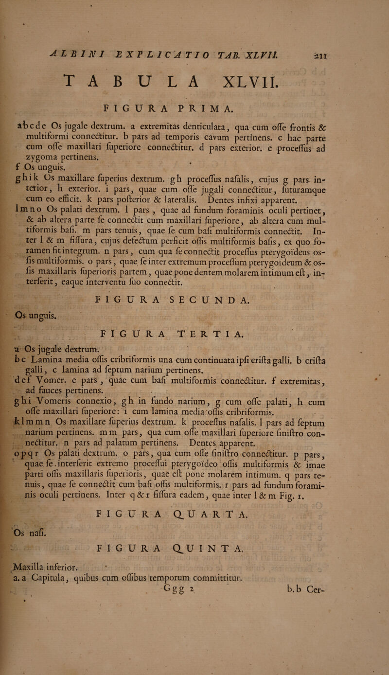 T A B U L A XLVII. FIGURA PRIMA. ab ede Os jugale dextrum, a extremitas denticulata, qua cum o(Te frontis & multiformi conneditur. b pars ad temporis cavum pertinens, c hac parte cum offe maxillari fuperiore conneditur. d pars exterior, e proceffus ad zygoma pertinens. f Os unguis. ghik Os maxillare ffiperius dextrum, gh proceffus nafalis, cujus g pars in¬ terior, h exterior, i pars, quae cum offe jugali conneditur, luturamque cum eo efficit, k pars pofterior & lateralis. Dentes infixi apparent. 1 m n o Os palati dextrum. 1 pars , quae ad fundum foraminis oculi pertinet, & ab altera parte fe connedit cum maxillari fuperiore, ab altera cum mul¬ tiformis bafi. m pars tenuis, quae fe cum bafi multiformis connedit. In¬ ter 1 & m fiffura, cujus defedum perficit offis multiformis bafis, ex quo fo¬ ramen fit integrum. n pars, cum qua fe connedit proceffus pterygoideus os- fis multiformis, o pars, quae fe inter extremum proceffum pterygoideum & os- fis maxillaris ffiperioris partem, quae pone dentem molarem intimum eft,- in- terferit, eaque interventu fuo connedit. FIGURA SECUNDA. Os unguis. FIGURA TERTIA. a Os jugale dextrum. bc Lamina media offis cribriformis una cum continuata ipficrifta galli, b crifta galli, c lamina ad feptum narium pertinens. def Vomer, e pars, quae cum bafi multiformis conneditur. f extremitas, ad fauces pertinens. ghi Vomeris connexio, gh in fundo narium, g cum offe palati, h cum offe maxillari fuperiore: i cum lamina media offis cribriformis. klmmn Os maxillare fuperius dextrum, k proceffus nafalis. 1 pars ad feptum narium pertinens, mm pars, qua cum offe maxillari fuperiore finiftro con¬ neditur. n pars ad palatum pertinens. Dentes apparent. opqr Os palati dextrum, o pars, qua cum offe finiftro conneditur. p pars, quae, fe. interferit extremo proceffui pterygoideo offis multiformis & imae parti offis maxillaris ffiperioris, quae eft pone molarem intimum, q pars te¬ nuis, quae fe connedit cum bafi offis multiformis, r pars ad fundum forami¬ nis oculi pertinens. Inter q & r fiffura eadem, quae inter 1 & m Fig. i. FIGURA aUARTA. Os nafi. FIGURA dUINTA. Maxilla inferior. a. a Capitula, quibus cum offibus temporum committitur, U Ggg2 b.b Cer-
