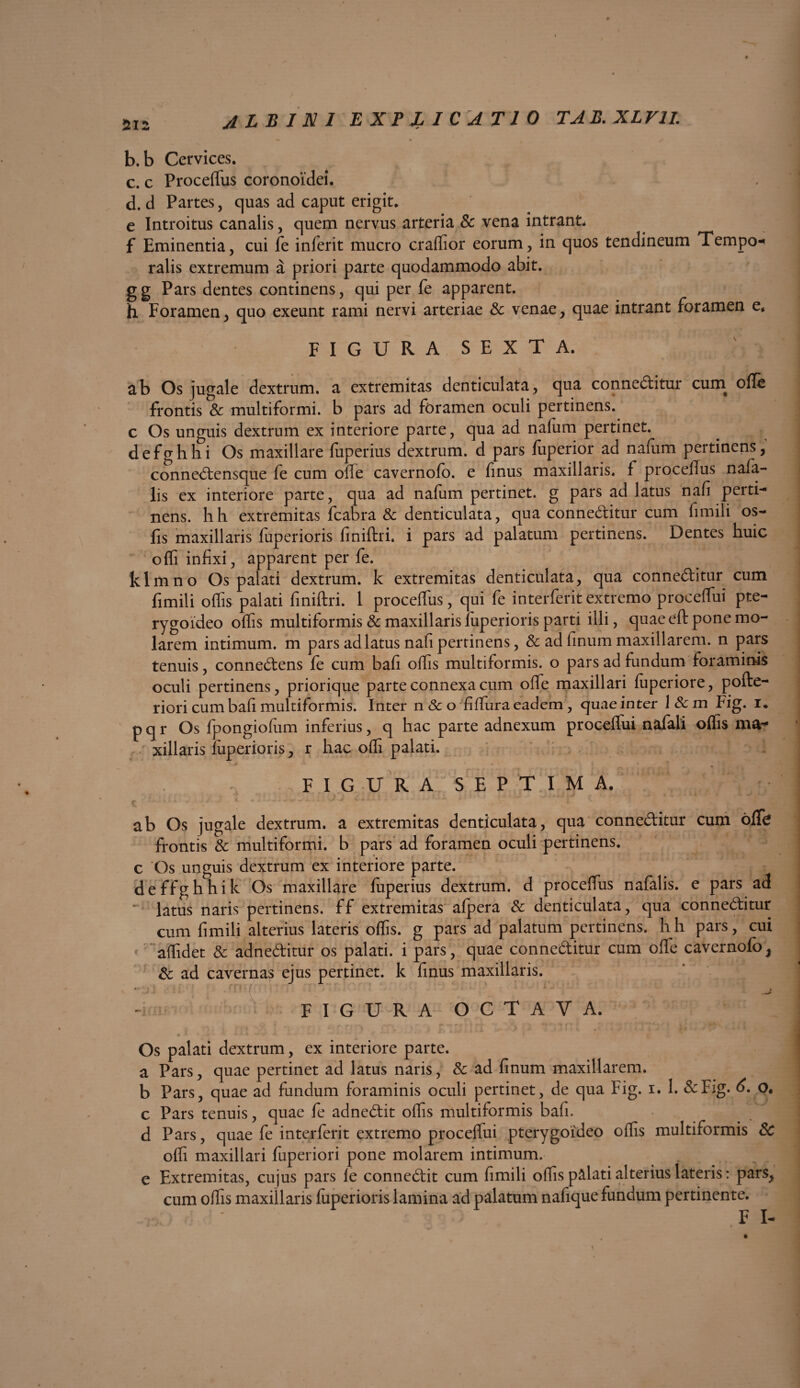 512 b. b Cervices. c. c ProcefTus coronoidei. d. d Partes, quas ad caput erigit. e Introitus canalis, quem nervus arteria & vena intrant, f Eminentia, cui fe inierit mucro craffior eorum, in quos tendineum Tempo* ralis extremum a priori parte quodammodo abit, gg Pars dentes continens, qui per fe apparent. h Foramen, quo exeunt rami nervi arteriae & venae, quae intrant foramen e. FIGURASEXTA. ab Os jugale dextrum, a extremitas denticulata, qua conneditur cum offe frontis & multiformi, b pars ad foramen oculi pertinens, c Os unguis dextrum ex interiore parte, qua ad nafum pertinet, defghhi Os maxillare fuperius dextrum, d pars fuperior ad nafum pertinens, connedensque fe cum olfe cavernofo. e finus maxillaris, f procefTus nafa- lis ex interiore parte, qua ad nafum pertinet, g pars ad latus nafi perti¬ nens. hh extremitas fcabra & denticulata, qua conneditur cum fnnili os- fis maxillaris fuperioris finiftri. i pars ad palatum pertinens. Dentes huic offi infixi, apparent per fe. klmno Os palati dextrum, k extremitas denticulata, qua conneditur cum fimili offis palati finiftri. 1 procefTus, qui fe interferit extremo proceffui pte¬ rygoideo offis multiformis & maxillaris fuperioris parti illi, quae eft pone mo¬ larem intimum, m pars ad latus nafi pertinens, & ad finum maxillarem, n pars tenuis, connedens fe cum bafi offis multiformis, o pars ad fundum foraminis oculi pertinens, priorique parte connexa cum offe maxillari fuperiore, pofte- riori cum bafi multiformis. Inter n 8c o fiffiura eadem , quaeinter l&m Fi g. i. p q r Os fpongiofum inferius, q hac parte adnexum proceffui nafali offis ma¬ xillaris fuperioris, r hac offi palati. FIGURA SEPTIMA. c. ab Os jugale dextrum, a extremitas denticulata, qua conneditur cum ofife frontis & multiformi, b pars ad foramen oculi pertinens, c Os unguis dextrum ex interiore parte. deffghhik Os maxillare fuperius dextrum, d procefTus nafalis. e pars ad ~ latus naris pertinens, ff extremitas afpera & denticulata, qua conneditur cum fimili alterius lateris offis, g pars ad palatum pertinens, hh pars, cui affidet & adneditur os palati, i pars, quae conneditur cum offe cavernofo, & ad cavernas ejus pertinet, k finus maxillaris. FIGURA OCTAVA. Os palati dextrum, ex interiore parte. a Pars, quae pertinet ad latus naris, & ad finum maxillarem, b Pars, quae ad fundum foraminis oculi pertinet, de qua Fig. i. 1. &Fig. 6. o. c Pars tenuis, quae fe adnedit offis multiformis bafi. d Pars, quae fe interferit extremo proceffui pterygoideo offis multiformis 3c offi maxillari fuperiori pone molarem intimum, e Extremitas, cujus pars le connedit cum fimili offis palati alterius lateris: pars, cum offis maxillaris fuperioris lamina ad palatum nafique fundum pertinente.
