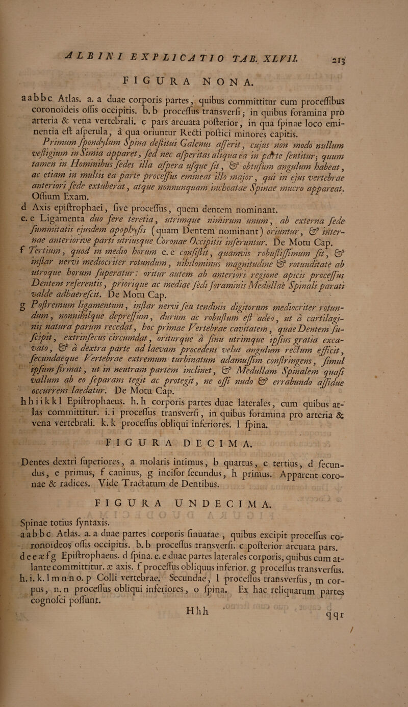 213 figura nona. aabbc Atlas, a. a duae corporis partes, quibus committitur cum proceffibus coronoideis offis occipitis, b. b proceffus transverfi * in quibus foramina pro aiteiia & vena vertebrali, c pars arcuata pofterior, in qua fpinae loco emi¬ nentia eft afperula, a qua oriuntur Re£ti poftici minores capitis. Primum fpondylum Spina dejlitm Galenus afflent, cujus non modo nullum veftigium m Simia apparety fed nec afperitas aliqua ea m pchte fentitur, quum tamen in Hominibus fedes illa afper a ufque Jit, obtufum angulum habeat , ac etiam * m multis ea parte proceffus emineat illo major, qui m ejus vertebrae anteriori fede extuberat , atque nonnunquam inchoatae Spinae mucro appareat. Offium Exam. d Axis epiftrophaei, fi ve proceffus, quem dentem nominant. e. e Ligamenta duo fere teretia, utrimque nimirum unum, ab externa f ede- fummitatis ejusdem apophyfis [quam Dentem nominant) oriuntur, gf inter¬ nae anteriorive parti utnusque Coronae Occipitii inferuntur. De Motu Gap. f Tertium, quod m medio horum e. e confiflit, quamvis robufi(fimum fit, g? mflar nervi mediocriter rotundum, nihilominus magnitudine & rotunditate ab utroque horum fuperatur: oritur autem ab anteriori regione apicis proceffus Dentem referentis, priori que ac mediae fedi foraminis Medullae Spinali parati valde adhaerefeit. De Motu Cap. g Poflremum ligamentum, mflar nervi feu tendinis digitorum mediocriter rotun¬ dum , nonmhilque depreffum, durum ac robuflum efl adeo, ut a cartilagi¬ nis. natura parum recedat, hoc primae Vertebrae cavitatem, quae Dentem flu- fcipit , extnnfecus circumdat ^ oritur que d fnu utrimque ipflius gratia exca¬ vato, gf a dextra parte ad laevam procedens velut angulum retium efflat , fecundaeque Vertebrae extremum turbinatum adamufflm conflringens, flmul ipfum flrmat, ut in neutram partem inclinet, gf Medullam Spinalem quafi vallum ab eo feparans tegit ac protegit, ne offl nudo gf errabundo affldue occurrens laedatur. De Motu Cap. hhiikkl Epiftrophaeus. h.h corporis partes duae laterales, cum quibus at¬ las committitur, i. i proceffus transverfi , in quibus foramina pro arteria & vena vertebrali, k. k proceffus obliqui inferiores. 1 fpina. FIGURA DECIMA. *V * * 1 Dentes dextri fuperiores, a molaris intimus, b quartus, c tertius, d fecun¬ dus, e primus, f caninus, g incifor fecundus, h primus. Apparent coro¬ nae & radices. Vide Tractatum de Dentibus. ' FIGURA UNDECIMA. Spinae totius fyntaxis. aabbe Atlas, a. a duae partes corporis finuatae , quibus excipit proceffus co¬ ronoideos offis occipitis, b. b proceflus transverfi. c pofterior arcuata pars, d e e a: f g Epiftrophaeus. d fpina. e. e duae partes laterales corporis, quibus cum at¬ lante committitur, x axis, f proceffus obliquus inferior, g proceflus transverfus. h.i. k. lmnno.p Colli vertebrae. Secundae, 1 proceftus transverfus, m cor¬ pus, n.n proceflus obliqui inferiores, o fpina. Ex hac reliquarum partes cognofci poffunt. EI h h q q r \ \ / . /