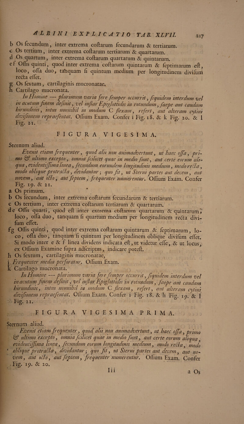 b Os fecundum, inter extrema, coftarum fecundarum 3c tertiarum, c Os tertium, inter extrema coftarum tertiarum & quartarum, d Os quartum, inter extrema coftarum quartarum & quintarum, ef Oflis quinti, quod inter extrema coftarum quintarum & feptimarum eft, loco, ofta duo, tahquam fi quintum medium per longitudinem divifum reda eftet. g Os fextum, cartilaginis mucronatae, h Cartilago mucronata. In Homine plurimum vana fere femper occurrit, fiquidem interdum vel in acutum finem definit, vel mflar Epiglottidis in rotundum, faepe aut caudam hirundinis, intus nonnihil in modum C flexam, refert, aut alteram catini diviflonem repraefentat. Oflium Exam. Confer i Fig. 18. & k Fig. 20. & 1 Fig. 21. FIGURA VIGESI M A. Sternum aliud. Evenit etiam frequenter, quod alu non animadvertunt, ut haec offa, pri¬ mo & ultimo excepto, omnia Jcihcet quae m medio funt, aut certe eorum ah- qua ,evidentiffima linea, fecundum eorundem longitudinis medium, modo recia, oblique protracta, dividantur • quo fit, 0/ Sterni partes aut decem, ^ novem, aut 0B0 ^ aut fleptem, frequenter numerentur* Oflium Exam. Confer Fig. 19. & 21. a Os primum. b Os fecundum, inter extrema coftarum fecundarum & tertiarum, c Os tertium, inter extrema coftarum tertiarum & quartarum, de Offis quarti, quod eft inter extrema cbftarum quartarum & quintarum* loco, ofta duo, tanquam fi quartum medium per longitudinem reda divi¬ fum eftet. fg Oftis quinti, quod inter extrema coftarum quintarum & feptimarum, lo¬ co, ofta duo, tanquam fi quintum per longitudinem oblique divifum eftet. Si modo inter e & f linea dividens indicata eft,ut videtur efte, & ut locus, ex Oflium Examine fupra adferiptus, indicare poteft. h Os fextum, cartilaginis mucronatae, i Frequenter media perforatur, Oflium Exam. k Cartilago mucronata. In Homine —plurimum varia fere femper occurrit, fi qui dem interdum vel in acutum finem definit, vel mflar Epiglottidis in rotundum, faepe aut caudam hirundinis, intus nonnihil m modum C flexam, refert, aut alteram cytini divifionem repraefentat, Oflium Exam. Confer i Fig. 18. & b Fio\ ioe & 1 rig, 21. FIGURA VIGESIMA PRIMA. Sternum aliud. Evenit etiam frequenter, #/// z?#;? animadvertunt, /// offa, primo ultimo excepto, omnia ficilicet quae m medio fiunt, aut certe eorum aliqua, evidentiffima linea, fecundum eorum longitudinis medium, modo recia, ‘ oblique protracla, dividantur; ft, z// Sterni partes aut decem, 2;*/», ocio, aut fieptem, frequenter numerentur, Oflium Exam. Confer • Fig. 19. & 20. I a Os