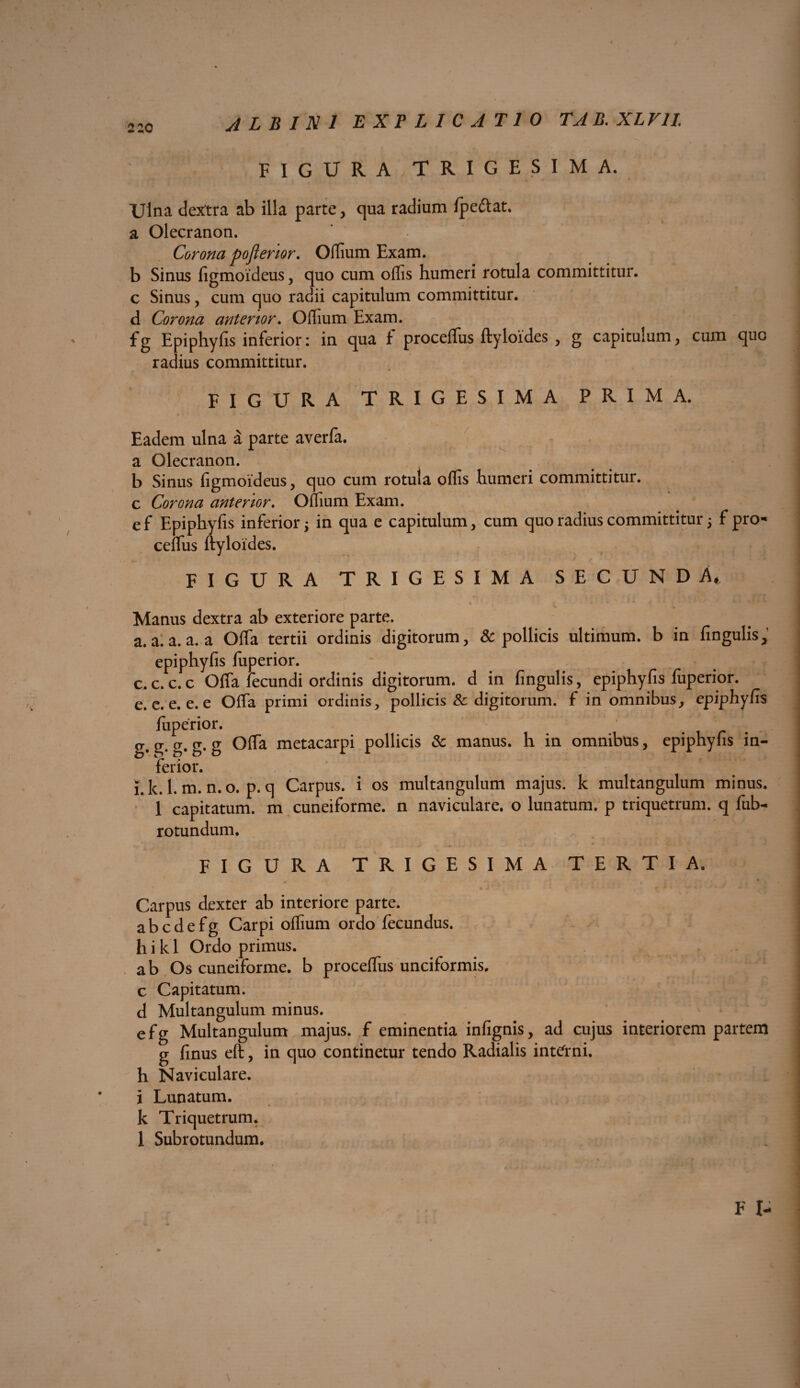 FIGURA,TRIGESIMA. Ulna dextra ab illa parte, qua radium fpeftat. a Olecranon. Corona pofterior. Offium Exam. b Sinus figmoideus , quo cum offis humeri rotula committitur, c Sinus, cum quo radii capitulum committitur, d Corona anterior. Offium Exam. fg Epiphyfis inferior: in qua f proceffius ftyloides , g capitulum, cum que radius committitur. FIGURA TRIGESIMA PRIMA. Eadem ulna a parte averfa. a Olecranon. b Sinus figmoideus, quo cum rotula offis humeri committitur, c Corona anterior. Ornum Exam. ef Epiphyfis inferior \ in qua e capitulum, cum quo radius committitur ; f pro- ceffius ftyloides. FIGURA TRIGESIMA SECUNDA# Manus dextra ab exteriore parte. a. a. a. a. a Offa tertii ordinis digitorum, & pollicis ultimum, b in fingulis, epiphyfis fuperior. c. c. c. c Offa fecundi ordinis digitorum, d in fingulis, epiphyfis fuperior. e. e. e. e. e Offa primi ordinis, pollicis & digitorum, f in omnibus, epiphyfis fuperior. g* g- g* g- g Gffa metacarpi pollicis & manus, h in omnibus, epiphyfis in¬ ferior. j k. 1. m. n.o. p. q Carpus, i os multangulum majus, k multangulum minus. 1 capitatum, m cuneiforme, n naviculare, o lunatum, p triquetrum, q fub- rotundum. FIGURA TRIGESIMA TERTIA. Carpus dexter ab interiore parte, a b c d e f g Carpi offium ordo fecundus, h i k 1 Ordo primus. a b Os cuneiforme, b proceffus unciformis. c Capitatum, d Multangulum minus. efg Multangulum majus, f eminentia infignis, ad cujus interiorem partem g finus eft, in quo continetur tendo Radialis interni, h Naviculare, i Lunatum, k Triquetrum.