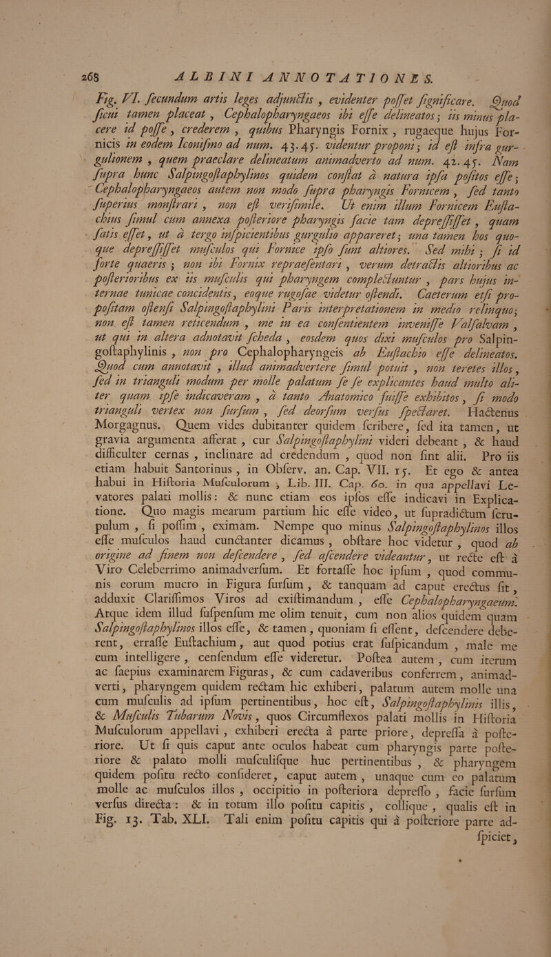 Fig. VI. fecundum artis leges adjunBis , evidenter poffiet fgnificare. fhiod ficui tamen placeat , Cephalopharyngaeos ibi ejje delineatos; iis minus pla¬ cere id pojfe, crederem , quibus Pharyngis Fornix , rugaeque hujus For¬ nicis in eodem Iconifmo ad num. 43.45. videntur proponi ; id efi infra gur¬ gulionem , quem praeclare deline at um animadverto ad num. 42.45. Nam fupra hunc Salpingofiaphylinos quidem confiat a natura ipfa pofitos effe- Cephalopharyngaeos autem non modo fupra pharyngis Fornicem , fed tanto fuperius monflrari , non efi verifmile. Ut enim illum Fornicem Eufla- chius fmul cum annexa pofieriore pharyngis facie tam deprejfffet, quam fatis effiet, a tergo infpicientibus gurgulio appareret • deprejfififet mufculos qui Fornice ipfo funt altiores. Sed mihi ; fi id forte quaeris ; non ibi Fornix repraefentari , verum detraBis altioribus ac poflerioribus ex iis mufculis qui pharyngem compleBuntur , pars hujus in¬ ternae tunicae concidentis, eoque rugofae videtur oflendi. Caeterum etfi pro- poftam ofilenf Salpingofiaphylmi Paris interpretationem in medio relinquo; non efi tamen reticendum , me in ea confentientem invenififie Valfalvam , ut qui in altera adnotavit fcheda , eosdem quos dixi mufculos pro Salpin- goftaphy linis , non pro Cephalopharyngeis ah Euftachio effe delineatos. Quod cum annotavit , illud animadvertere fmul potuit , non teretes illos, fed in trianguli modum per molle palatum fe fe explicantes haud multo ali¬ ter quam ipfe indicaveram , d tanto Anatomico fuiffie exhibitos, fi modo trianguli vertex non furfum , fed deorfum verfus fpeBaret. Hadenus Morgagnus. Quem vicies dubitanter quidem fcribere, fed ita tamen, ut gravia argumenta afferat , cur Salpingofiaphylmi videri debeant , & haud difficulter cernas , inclinare ad credendum , quod non fint alii. Pro iis etiam habuit Santorinus , in Obferv. an. Cap. VII. 15. Et ego & antea habui in Hiftoria IVIuiculorurn , Lib. III. Cap. 60. in qua appellavi Le¬ vatores palati mollis: & nunc etiam eos ipfos effe indicavi in Explica¬ tione. Quo magis mearum partium hic effe video, ut fupradidum feru- pulum , fi poflim , eximam. Nempe quo minus Salpingoftaphylinos illos effe mufculos haud cundanter dicamus , obftare hoc videtur , quod ab origine ad finem non deficendere , fed afeendere videantur, ut rede eft a Viro Celeberrimo animadverfum. Et fortaffe hoc ipfum , quod commu¬ nis eorum mucro in Figura furfum , & tanquam ad caput eredus fit, adduxit Clariflimos Viros ad exiftimandum , effe Cephalopharyngaeum. Atque idem illud fufpenfum me olim tenuit, cum non alios quidem quam Salpingofiaphylinos illos effe, & tamen, quoniam fi effient, defeendere debe¬ rent , erraffie Euftachium, aut quod potius erat fufpicandum , male me eum intelligere , cenfendum effe videretur. ' Poftea autem , cum iterum ac faepius examinarem Figuras, & cum cadaveribus conferrem, animad¬ verti, pharyngem quidem redam hic exhiberi, palatum autem molle una cum mufculis ad ipfum pertinentibus, hoc eft, Salpmgoftaphy linis illis, & Mufculis Tubarum Novis, quos Circumflexos palati niollis in Hiftoria Mufculorum appellavi , exhiberi ereda a parte priore, depreffa a pofte- riore. Ut fi quis caput ante oculos habeat cum pharyngis parte pofte- riore & palato molli mufculifque huc pertinentibus , & pharyngem quidem pofitu redo confideret, caput autem , unaque cum eo palatum molle ac mufculos illos , occipitio in pofteriora depreffio , facie furfum verfus direda : & in totum illo pofitu capitis , collique , qualis eft in Fig. 13. Tab. XLI. Tali enim pofitu capitis qui a pofteriore parte ad- fpiciet