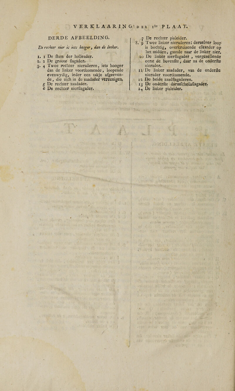\ % VERKLAARING’dek. i*' PLAAT. derde afbeelding. De rechter nier i: tets hooger, dan de linker. 1. i De ftam der holleader. 2. 2 De groote flagader. 3. 4 Twee rechter nieraderen, iets hooger dan de linker voortkomende, loopende evenwydig, ieder een takje afgeeven- de, die zich in de zaadader vereenigen. 5 De rechter zaadader. 6 De rechter nierilagader. 7 De rechter pisleider. 8. 9 Twee linker nieraderen: derzelver loop is bochtig, overkruizende elkander op het midden, gaande naar de linker nier. 10 De linker nierilagader , vergezellende eerst de bovenfte, daar na de onderlte nierader. 11 De linker zaadader, van de onderlte nierader voortkomende. 11 De beide zaadflagaderen. 13 De onderlte darmfcheüsflagader. De linker pisleider. W . sr* * ’i