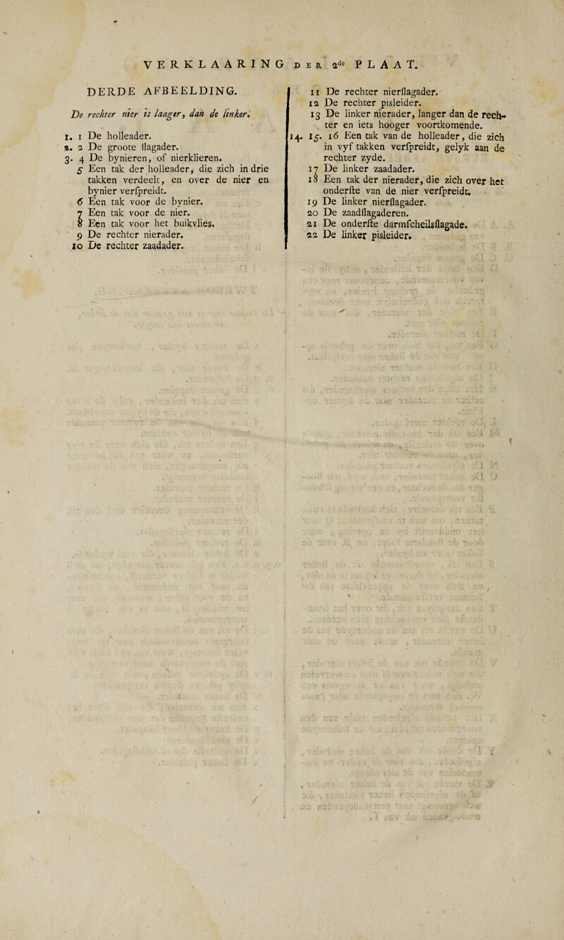 DERDE AFBEELDING. De rechter nier ts laager, dan de imker* I. i De holleader. s. 2 De groote llagader. 3. 4 De bynieren, of nierklieren. 5 Een tak der holleader,- die zich in drie takken verdeelt, en over de nier en bynier verfpreidt. 6 Een tak voor de bynier. Een tak voor de nier. Een tak voor het buikvlies. 9 De rechter nierader. zo De rechter zaadader. ii De rechter nierflagader. 12, De rechter pisleider. 13 De linker nierader, langer dan de rech¬ ter en iets hooger voortkomende. 14. 15. 16 Een tak van de holleader, die zich in vyf takken verfpreidt, gelyk aan de rechter zyde. 17 De linker zaadader. 18 Een tak der nierader, die zich over het onderfte van de nier verfpreidt. 19 De linker nierflagader. 20 De zaadflagaderen. 21 De onderfte darmfcheilsflagade. 22 De linker pisleider.
