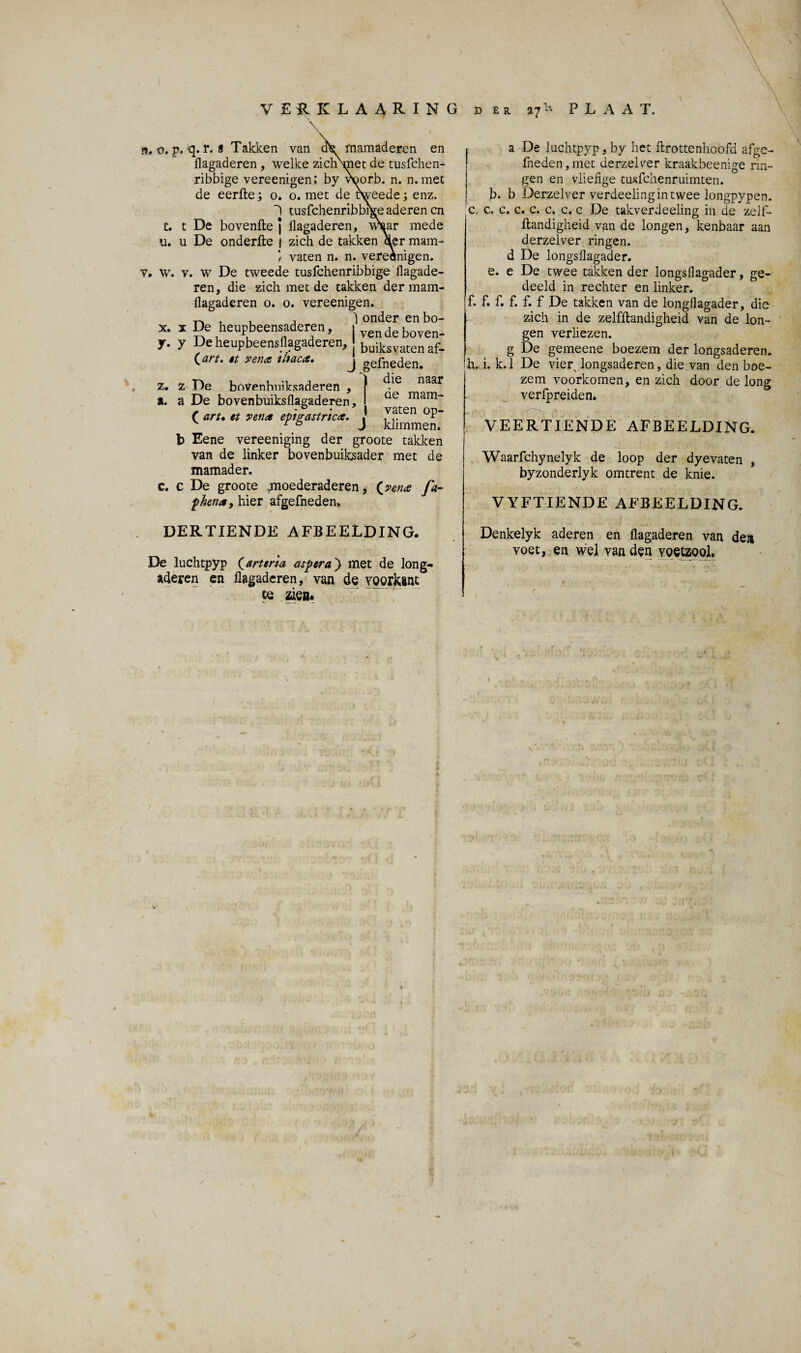 a. o. p. q. r. * Takken van dte mamaderen en flagaderen, welke ziclrmet de tusfchen- ribbige vereenigen: by voorb. n. n.met de eerile; o. o. met de tweede; enz. 1 tusfchenribbige aderen cn t. t De bovenfte ] flagaderen, waar mede u. u De onderfle j zich de takken cier mam- vaten n. n. vereènigen. v. w. v. w De tweede tusfchenribbige flagade¬ ren, die zich met de takken der mam- flagaderen o. o. vereenigen. ~ , , 1 onder en bo- x. x De heupbeensaderen, y. y Deheupbeensflagaderen, (art. et ven* iltac*. z. z De bovenbuiksaderen , ' n3ar — - - - - ? ae mam- vaten op¬ klimmen. ven de boven- buiksvaten af- gefneden. a. a De bovenbuiksflagaderen, ( art» et ven* epigastric*. b Eene vereeniging der groote takken van de linker bovenbuiksader met de mamader. c. c De groote moederaderen, (ven* fa- phena, hier afgefneden. DERTIENDE AFBEELDING. De luchtpyp (art er ia aspera') met de long- aderen en flagaderen, van de vóórkant te zien* a De luchtpyp, by het ftrottenhoofd afge¬ fneden, met derzelver kraakbeenige rin¬ gen en vliefige tusfchenruimten. b. b Derzelver verdeeling in twee longpypen. c, c. c. c. c. c. c. c De takverdeeling in de zelf- ftandigheid van de longen, kenbaar aan derzelver ringen. d De longsflagader. e. e De twee takken der longsflagader, ge¬ deeld in rechter en linker, f. f. f. f. f. f De takken van de longflagader, die zich in de zelfflandigheid van de lon¬ gen verliezen. g De gemeene boezem der longsaderen. h. i. k.1 De vierv longsaderen, die van den boe¬ zem voorkomen, en zich door de long verfpreiden. VEERTIENDE AFBEELDING. Waarfchynelyk de loop der dyevaten , byzonderlyk omtrent de knie. VYFTIENDE AFBEELDING. Denkelyk aderen en flagaderen van den voet, en wel van den voetzool. j