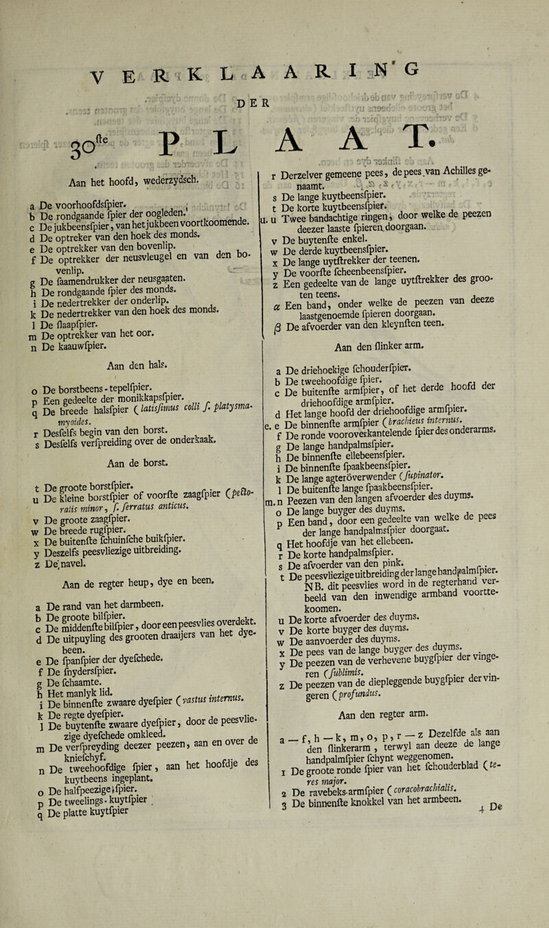 DER ril 'i. .fte p ' .böbofiV r-»' ■ ‘ m A ■ ,'ïj 2f!9ed: \'A l(iÓib 'j ■'«Ja” 1 30 t . ■ r „b . Aan het hoofd, wederzydsch. a De voorhoofdsfpier. • b De rondgaande fpier der oogleden. c De jukbeensfpier, van het jukbeen voortkoomende. d De optreker van den hoek des monds. e De optrekker van den bovenlip. f De optrekker der neusvleugel en van den bo- venlip. g De faamendrukker der neusgatten, h De rondgaande fpier des monds. i De nedertrekker der onderlip, k De nedertrekker van den hoek des monds. 1 De flaapfpier. m De optrekker van het oor. n De kaauwfpier. A A T. Aan den hals. 1 o De borstbeens - tepel fpier. . d Een gedeelte der monikkapsfpier. q De breede halsfpier (latisftmus colli f. platysma- myoides, r Desfelfs begin van den borst, s Desfelfs verfpreiding over de onderkaak. Aan de borst. U De kleine bomfrferof voorfte zaagfpier (petto- ralis minor, f. ferraius anticus. v De groote zaagfpier. w De breede rugfpier. x De buitenfte fchuinfche buikfpier. y Deszelfs peesvliezige uitbreiding, z De',navel. Aan de regter heup, dye en been. a De rand van het darmbeen. C De middenfte bilfpier, door een peesvlies overdekt. d De uitpuyling des grooten draaijers van het dye- been. e De fpanfpier der dyefchede. f De fnydersfpier. g Defchaamte. \ D^binnenfte zwaare dyefpier (vastus intemus. kl De hiiytenfte^zwaare dyefpier, door de peesvlie¬ zige dyefchede omkleed. , m De verfpreyding deezer peezen, aan en o kniefchyf. CA. 1 n De tweehoofdige fpier, aan het hoofdje de kuytbeens ingeplant, o De halfpeezige rfpier. p De tweelings • kuytfpier ; q De platte kuytfpier ,r; 9vb iO^aifl cb ;:.i * r Derzelver gemeene pees, de pees van Achilles ge- naamt. s De lange kuytbeensfpier. t De korte kuytbeensfpier. u. u Twee bandachtige ringen, door welke de peezen deezer laaste fpieren doorgaan, v De buytenfte enkel, w De derde kuytbeensfpier. x De lange uytftrekker der teenen. v De voorfte fcheenbeensfpier. z Een gedeelte van de lange uytftrekker des groo¬ ct Een band, onder welke de peezen van deeze laastgenoemde fpieren doorgaan. |3 De afvoerder van den kleynften teen. Aan den flinker arm. a De driehoekige fchouderfpier. .f driehoofdige armfpier. d Het lange hoofd der driehoofdige armfpier. e. e De binnenfte armfpier f De ronde vooroverkantelende fpier des onderarm . g De lange handpalmsfpier. h De binnenfte ellebeensfpier. i De binnenfte fpaakbeensfpier. k De lange agteroverwender (fupinator. 1 De buitenfte lange fpaakbeensfpier. m n Peezen van den langen afvoerder des duyms. °p r de - der lange handpalmsfpier doorgaat, q Het hoofdje van het ellebeen. r De korte handpalmsfpier. <? De afvoerder van den pink. , r . t De peesvliezige uitbreiding der lange handpalm fpier. N B dit peesvlies woïd in de regterhand ver- beeld van den inwendige armband voortte- koomen. u De korte afvoerder des duyms. v De korte buyger des duyms. w De aanvoerder des duyms. x De pees van de lange buyger des duyms. y De peezen van de verhevene buygfpier der ving - z De peezCTvan dé diepleggende buygfpier dervin- geren (profundus. Aan den regter arm. r i- _ir tri o« Pit —■ Z Dezelfde cuS aan 3 den (linkerarm , terwyl aan deeze de lange handpalmfpier fchynt weggenomen. 1 De groote ronde fpier van het fchouderblad ( res major. 2 De ravebeks-armfpier ( coracóbraclnahs. 3 De binnenfte knokkel van het armbeen. ^
