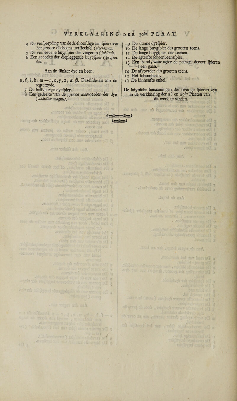VERKLAARING DER 30*» PLAAT. 4 De verfpreyding van de driehoofdige armfpierover het groote ellebeens uytfteekfel (olecramm. 5 De verheevene buygfpier der vingeren (fublimis. 6 Een gedeelte der diepleggende buygfpier ( profun■ dus. i-, / Aan de flinker dye en been. G » ^ • rv . ■ f _ „ ■ a. x 1 {** , . . i ** ■ e, f, i, k, m — r,x,y, z, ct. Dezelfde als aan de regterzyde. 7 De halfvliezige dyefpier. 8 Een gedeelte van de groote aanvoerder der dye (adductor magnus. 9 De dunne dyefpier. 10 De lange buygfpier des grooten teens. 11 De lange buygfpier der teenen. 12 De agterfte fcheenbeensfpier. 13 Een band, waar agter de peezen deezer {pieren heen gaan. 14 De afvoerder des grooten teens. 15 Het fcheenbeen. 16 De binnenfte enkel. De latynfche benaamingen der overige fpieren zyn in de verklaaring der 28 en 29fte Plaaten van dit werk te vinden. • * . n' vy - T - • ) . • ’<