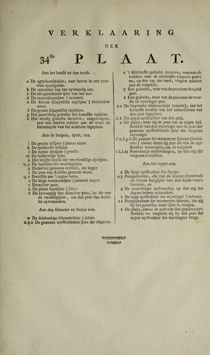 VERKLAARING * DER 34fc PLAAT. Aan het hoofd en den tronk. t a De agterhoofdsfpier, naar boven in een pees- vlies eyndigende. b De optrekker van het uytwendig oor. c De terugtrekkende fpier van het oor. d De munnikkapsfpier (cucullaris. e De kleyne fchuynfche ruytfpier ( rhoniboideus minor. f De groote fchuynfche ruytfpier. g Het peesvlielig gedeelte der breedfte rugfpier. h Het vleefig gedeelte derzelve , omgeboogen, met een fmallen trekker aan de voor- en binnenzyde van het armbeen ingeplant. i Aan de heupen, dyen, enz. i De groote bilfpier Qgluteus major. k De middenfte bilfpier. 1 De dunne dyefpier (gracilis. m De halfpeezige fpier. n Het langde hoofd der tweehoofdige dyefpier. o. p De hoofden der tweelingfpicr. q Derzelver gemeene trekker, die laager r De pees van Achilles genaamt word. q. r Dezelfde aan ’t regter been. s De lange voetzoolsfpier (plantaris longus. t Derzelver pees. u De platte kuytfpier (foleus. v De byvoeging van derzelver pees, by die van de tweëlingfpier , om den pees van Achil¬ les uyttemaaken. Aan den fchouder en flinker arm. w De driehoekige fchouderfpier ( deltois. x.y.z De gemeene uytftrekkende fpier der vingeren. x ’t jVliddenfte gedeelte derzelve, waarvan de trekkers naar de middenfle vingeren gaan 3 en, op den rug der hand, vlegten maaken met de volgende. y Een gedeelte, waar van de pees naar den pink gaat. z Een gedeelte, waar van de pees naar de voor» fte of wysvinger gaat. a. a De buytenfte ellebeensfpier (ulnaris), aan het bovenfte hoofdje van het nahandsbeen van den pink ingeplant. b. b De eygen uytftrekker van den pink. c De plaats, waar zig de pees van de eygen uyt¬ ftrekker van den wysvinger met de pees der gemeene uytftrekkende fpier der vingeren vereenigd. d e.f.g.h De peezen derwormwyze fpieren (liimbrU eales') alwaar deeze zig met die van de uyt- ftrekker vereenigen, om de volgende i.k.l.m Peesviiezige uytbreidingen, op den rug der vingeren te maaken. Aan den regter arm. n De lange uytftrekker des duyms. o.p Peesgedeelten , die van de kleyne afvoerende en kleyne buygfpier van den duym voort- koomen, en q De peesviiezige uytbreyding op den rug des duyms helpen uytmaaken. r De eyge uytftrekker der wysvinger (indicator. s. t Peesgedeeltens der vvormwyze fpieren, die zig by het peesvlies dezer fpier u, voegen. v De plaats, alwaar de pees van den gemeene uyt¬ ftrekker der vingeren zig by den pees der eygen uytftrekker des wysvingers voegt. /