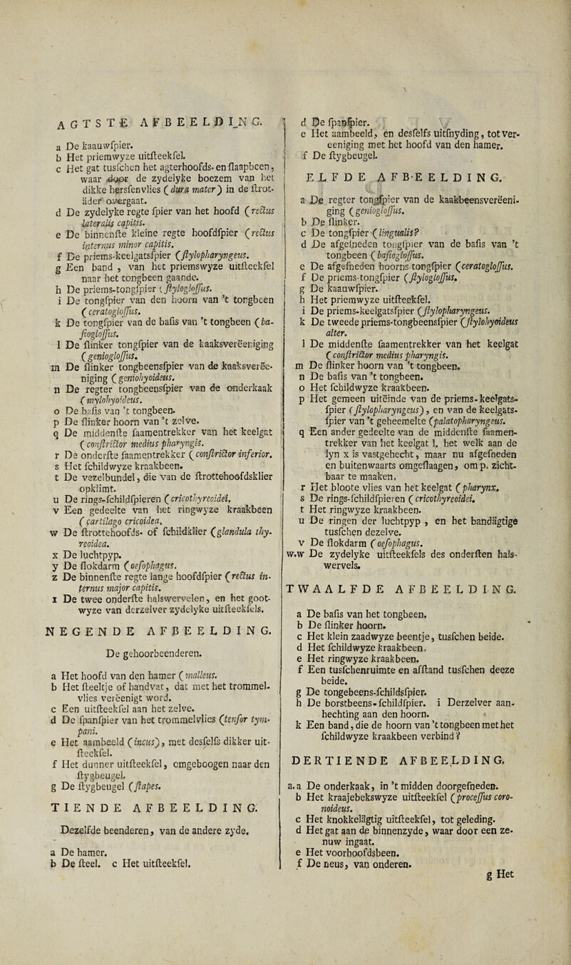 a De kaauwfpier. b Het priemwyze uitlleekfel. c Het gat tusfchen het agterhoofds- en flaapbcen, waar 4opr de zydelyke boezem van het dikke hersfenvlies ( dura mater) in de ftrot* ader o-vergaat. d De zydelyke regte fpier van het hoofd ('reEtus later aUs capitis. e De binnenfte kleine regte hoofdfpier (rettus internus minor capitis. f De priems-keelgatsfpier ('ftylopharyngeus. g Een band , van het priemswyze uitlleekfel naar bet tongbeen gaande, h De priems-tongfpjer (ftyloglojjus. i De tongfpier van den hoorn van 't tongbeen (ceratoglojjus. k De tongfpier van de bafis van ’t tongbeen ( ba- fioglojjus. 1 De flinker tongfpier van de kaaksverëeniging ( genioglojjus. m De flinker tongbeensfpier van de kaaksverëe* niging C geniohyoideus. n De regter tongbeensfpier van de onderkaak f mylohyoideus. o De bafis van ’t tongbeen, p De flinker hoorn van 5t zelve. q De middenfle faamentrekker van het keelgat ( conftriÜoï medius pharyngis. r Da on de ril e faamentrekker (confrictor inferior. s Het fchiidwyze kraakbeen, t De vezelbundel, die van de ilrottehoofdsklier opklimt. u De rings-fchildfpierën (cricothyreoidéi. v Een gedeelte van het ringwyze kraakbeen ( cartilago cricoidea, w De flrottehoofds* of fchildklier £glandula ihy- reoidea. x De luchtpyp. y De fiokdarm (oefophagus. z De binnenfte regte lange hoofdfpier (jredtus in- ternus major capitis. i De twee onderfte halswervelen, en het goot- wyze van derzelver zydelyke uitfteekfels. NEGENDE AFBEELDING. De gehoorbeenderen. a Het hoofd van den hamer ( malleus. b Het fteeltje of handvat, dat met het trommel¬ vlies verëenigt word. c Een uitlleekfel aan het zelve, d De fpanfpier van het trommelvlies ([tenfor tym- pani. e Het aambeeld (incus) , met desfelfs dikker uit- fteckfel. f Het dunner uitlleekfel, cmgeboogen naar den llygbeugel. g De llygbeugel (flapes. TIENDE AFBEELDING. Dezelfde beenderen, van de andere zyde. a De hamer. b De Heel. c Het uitlleekfel. e Het aambeeld, en desfelfs uitfnyding, tot ver- eeniging met het hoofd van den hamer, f De llygbeugel. ELFDE AFBEELDING. j xfc*. • a De regter tongfpier van de kaakbeensverè'eni- ging ( genioglojjus. b De flinker. c De tongfpier (lingualis? d De afgelneden tonglpier van de bafis van ’t tongbeen ( bafioglojjus. e De afgefhedon hoorns-tongfpier (ceratoglojjus. , f De priems-tongfpier (ftyloglojjus, | g De kaauwfpier. h Het priemwyze uitlleekfel. i De priems-keelgatsfpier (ftylopharyngeus. k De tweede priems-tongbeensfpier (Jlylohymdeus alter. 1 De middenlle faamentrekker van het keelgat f conftriSLor medius pharyngis. m De flinker hoorn van ’t tongbeen, n De bafis van ’t tongbeen, o Het fchiidwyze kraakbeen, p Het gemeen uiteinde van de priems - keelgats- fpier (ftylopharyngeus'), en van de keelgats- fpier van ’t geheemelte (palatopharyngeus. q Een ander gedeelte van de middenlle faamen¬ trekker van het keelgat 1. het welk aan de lyn x is vastgehecht, maar nu afgefneden en buitenwaarts omgeflaagen, omp, zicht¬ baar te maaken. r Het bloote vlies van het keelgat (pharynx, s De rings-fchildfpieren ( cricothyreoidéi. t Het ringwyze kraakbeen, u De ringen der luchtpyp , en het bandagtige tusfchen dezelve, v De flokdarm (oefophagus. w.w De zydelyke uitfteekfels des onderften hals¬ wervels. TWAALFDE AFBEELDING. a De bafis van het tongbeen, b De flinker hoorn. c Het klein zaadwyze beentje, tusfchen beide, d Het fchiidwyze kraakbeen, e Het ringwyze kraakbeen, f Een tusfchenruimte en afftand tusfchen deeze beide. g De tongebeens-fchildsfpier. h De borstbeens-fchildfpier. i Derzelver aan¬ hechting aan den hoorn. « k Een band, die de hoorn van’t tongbeen met het fchiidwyze kraakbeen verbind ? DERTIENDE AFBEELDING. a.a De onderkaak, in ’t midden doorgefneden. b Het kraajebekswyze uitlleekfel (’procejjus coro- noideus. c Het knokkelagtig uitlleekfel, tot geleding, d Het gat aan de binnenzyde, waar door een ze¬ nuw ingaat. e Het voorhoofdsbeen, f De neus, van onderen. g Het