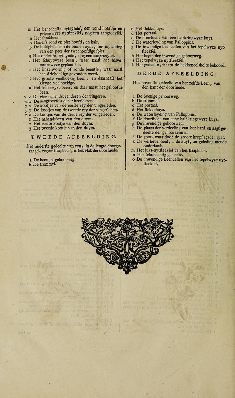 m Het benedenfte uyteytide’, een rond hoöfdje en priemswyze uytfteekfel, nog een aangroeyfel. n Het fpaakbeen. o Detfelfs rond en plat hoofd, en hals. p De bultigheid aan de binnen zyde, ter inplanting van den pees der tweehoofdige fpier. q Het onderfte uyteynde, nog een aangroeyfel. r Het fcbuytwyze been , waar naaft het halve, maanswyze geplaatft is. s Het linzen vormig of ronde beentje, waar naaft het driehoekige gevonden werd. t Het groote veelhoekig been, en daarnaaft het kleyne veelhoekige. u Het haakswyze been, en daar naast het gehoofde been. v. v De vier nahandsbeenderen der vingeren. w. w De aangroeyfels dezer beenderen. x. x De kootjes van de eerfte rey der vingerleden. y. y De kootjes van de tweede rey der vingerleden. z. z De kootjes van de derde rey der vingerleden. 1 Het nahandsbeen van den duym. 2 Het eerfte kootje van den duym. 3 Het tweede kootje van den duym. TWEEDE AFBEELDING. Het onderfte gedeelte van een, in de lengte doorge¬ zaagd, regter flaapbeen, in het vlak der doorfnede. a De beenige gehoorweg. fe De trommel. c Het flekkehuys. d Het portaal. e De doorfnede van een halfkringwyze buys. f De waterleyding van Falloppius. g De inwendige beencellen van het tepelwyze uyt- fteekfel. h Het begin der inwendige gehoorweg. i Het tepelwyze uytfteekfel. k Het gedeelte, dat tot de bekkeneelsholte behoord. DERDE AFBEELDING. Het bovenfte gedeelte van het zelfde been, van den kant der doorfnede. a De beenige gehoorweg. b De trommel, c Het portaal, d Het flekkehuys. e De waterleyding van Falloppius. f De doorfnede van eene halfkringswyze buys. g De inwendige gehoorweg. h De plaats der verdeeling van het hard en zagt ge¬ deelte der gehoorzenuw. i De goot, waar door de groote kropflagader gaat. k De verhevenheid, 1 de kuyl, ter geleding met de onderkaak. m Het juks-uytfteekfel van het flaapbeen. n Het fchubachtig gedeelte, o De inwendige beencellen van het tepelwyze uyt¬ fteekfel. ✓