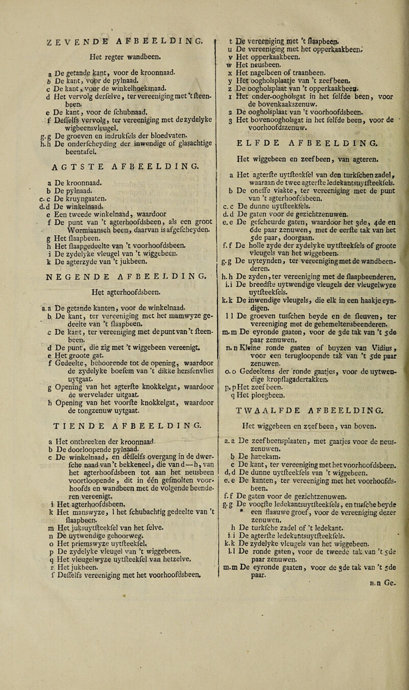 ZEVENDE AFBEELDING. Het regter wandbeen. a De getande kant, voor de kroonnaad» b De kant, vo’pr de pylnaad. c De kant * voor de winkelhpeksnaad. d Het vervolg derfelve, ter vereenigingmet’tfteen- been» e De kant, voor de fchubnaad. f Deffefts vervolg, ter vereeniging met dezydelyke wigbeensvleugel. g. g De groeven en indrukfels der bloedvaten. h. h De onderfcheyding der inwendige of glasachtige beentafel. AGTSTE AFBEELDING. a De kroonnaad. b De pylnaad. c. c De kruyngaaten. d. d De winkelnaad. e Een tweede winkelnaad, waardoor f De punt van ’t agterhoofdsbeen, als een groot Wormiaansch been, daarvan isafgefcheyden. g Het flaapbeen. h Het flaapgedeelte van ’t voorhoofdsbeen, i De zydelyke vleugel van ’t wiggebeen. k De agterzyde van ’t jukbeen. NEGENDE AFBEELDING. Het agterhoofdsbeen. a.a De getande kanten, voor de winkelnaad. b De kant, ter vereeniging met het mamwyze ge¬ deelte van ’t flaapbeen. c De kant, ter vereeniging met de punt van’t fteen- been. d De punt , die zig met ’t wiggebeen vereenigt. e Het groote gat. f Gedeelte, beboorende tot de opening, waardoor de zydelyke boefem van ’c dikke hersfenvlies uytgaat. g Opening van het agterfte knokkelgat, waardoor de wervelader uitgaat. h Opening van het voorfte knokkelgat, waardoor de tongzenuw uytgaat. TIENDE AFBEELDING. a Het ontbreeken der kroonnaad- b De doorloopende pylnaad. c De winkelnaad, en dèflëlfs overgang in de dwer- fche naad van’t bekkeneel, die vand—h,van het agterhoofdsbeen tot aan het neusbeen voortloopende, dit in één gefmolten voor- hoofds en wandbeen met de volgende beende¬ ren vereenigt. i Het agterhoofdsbeen. k Het manswyze, 1 het fchubachfig gedeelte van ’t flaapbeen. m Het juksuytfteekfel van het felve. n De uytwendige gehoorweg. o Het priemswyze uytfteekfel. p De zydelyke vleugel van ’t wiggebeen. q Het vleugelwyze uytfteekfel van hetzelve, r Het jukbeen. f Deflelfs vereeniging met het voorhoofdsbeen. t J)e vereeniging n?et ’t flaapbeen. u De vereeniging met het opperkaakbeen* v Het opperkaakbeen. w Het neusbeen, x Het nagelbeen of traanbeen, y Het oogholsplaatje van ’c zeef been. z De oogholsplaat van ’t opperkaakbeen. 1 Het onder-oogholsgat in het felfde been, voor de bovenkaakszenuw. 2 De oogholsplaat van ’t voorhoofdsbeen. 3 Het bovenoogholsgat in het felfde been, voor de voorhoofdszenuw. ELFDE AFBEELDING. Het wiggebeen en zeef been, van agteren. a Het agterfte uytfteekfel van den turkfchen zadel, waaraan de twee agterfte ledekantsuy tfteekfels. b De oneffe vlakte, ter vereeniging met de punt van ’t agterhoofdsbeen. c. c De dunne uytfteekfels. d. d De gaten voor de gezichtzenuwen. e. e De gefcheurde gaten, waardoor het 3de, 4de en 6de paar zenuwen, met de eerfte tak van het 5de paar, doorgaan. f. f De holle zyde der zydelyke uytfteekfels of groote vleugels van het wiggebeen. g. g De uyteynden, ter vereeniging met de wandbeen- deren. h. h De zyden, ter vereeniging met de flaapbeenderen. i.i De breedfte uytwendige vleugels der vleugelwyze uytfteekfels. k.k De inwendige vleugels, die elk in een haakje eyn- digen. 11 De groeven tusfchen beyde en de fleuven, ter vereeniging met de gehemeltensbeenderen. m.m De eyronde gaaten, voor de 3 de tak van ’t 5 de paar zenuwen. n, n Kleine ronde gaaten of buyzen van Vidius, voor een terugloopende tak van ’t 5de paar zenuwen. 0.0 Gedeeltens der'ronde gaatjes, voor de uytwen¬ dige kropflagadertakken. p.pHet zeef been. q Het ploegbeen. TWAALFDE AFBEELDING. Het wiggebeen en zeef been, van boven. a.a De zeefbeensplaaten, met gaatjes voor de neus- zenuwen. b De hanekam. c De kant, ter vereeniging met het voorhoofdsbeen. d. d De dunne uytfteekfels van ’t wiggebeen. e. e De kanten, ter vereeniging met het voorhoofds¬ been. f. f De gaten voor de gezichtzenuwen. g. g De voorfte ledekantsuytfteekfels, en tusfche beyde * een flaauwe groef, voor de vereeniging dezer zenuwen. h De turkfche zadel of ’t ledekant. i. i De agterfte iedekafitsuytfteekfels. k.k De zydelyke vleugels van het wiggebeen. 1.1 De ronde gaten, voor de tweede tak van ’t 5de paar zenuwen. m.m De eyronde gaaten, voor de 3de tak van ’t 5de paar. n.n Ge-
