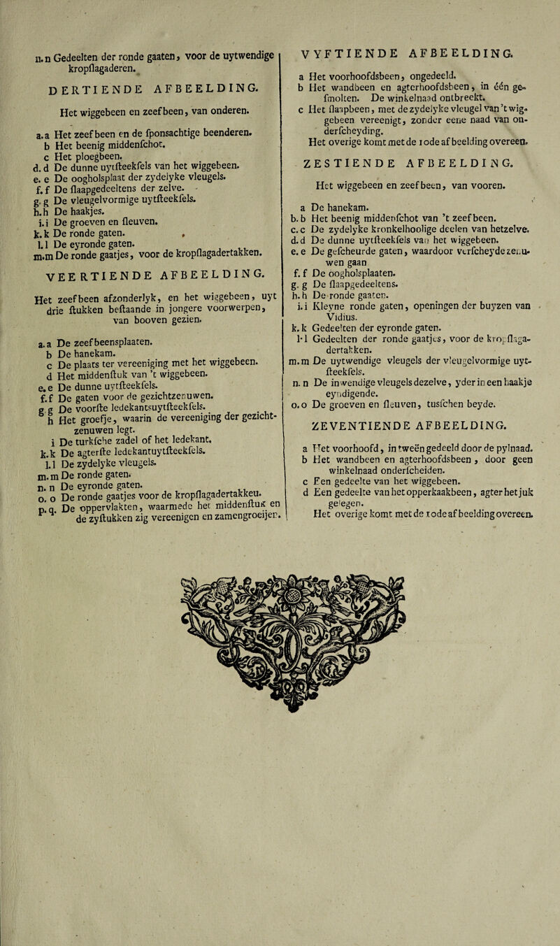 AFBEELDING. ii. n Gedeelten der ronde gaaten, voor de uytwendige kropflagaderen. dertiende afbeelding. Het wiggebeen en zeef been, van onderen. a.a Het zeef been en de fponsachtige beenderen, b Het beenig middenfchot. c Het ploegbeen. d. d De dunne uytfteekfels van het wiggebeen. e. e De oogholsplaat der zydelyke vleugels. f. f De flaapgedeeltens der zelve. <■ g. g De vleugelvormige uytfteekfels. h. h De haakjes. 1.1 De groeven en fleuven. k. k De ronde gaten. . 1.1 De eyronde gaten. m.mDe ronde gaatjes, voor de kropflagadertakken. VEERTIENDE AFBEELDING. Het zeef been afzonderlyk, en het wiggebeen, uyt drie Rukken beftaande in jongere voorwerpen, van booven gezien. a.a De zeefbeensplaaten. b De hanekam. c De plaats ter vereeniging met het wiggebeen. d Het middenftuk van ’t wiggebeen. e. e De dunne uytfteekfels. f. f De gaten voor de gezichtzenuwen. g a De voorde ledekantsuytfteekfels. h Het groefje, waarin de vereeniging der gezicht¬ zenuwen legt. i De turkfcbe zadel of het ledekant. k.k De agterfte ledekantuytfteekfels. i.1 De zydelyke vleugels. m. m De ronde gaten. n. n De eyronde gaten. o. o De ronde gaatjes voor de kropflagadertakkeu. n.q De oppervlakten, waarmede het middenftuK en * de zyftukken zig vereenigen en zamengroeijer. V YFTIENDE a Het voorhoofdsbeen, ongedeeld, b Het wandbeen en agtcrhoofdsbeen, in één ge® fmolten. De winkelnaad ontbreekt, c Het flaapbeen, met de zydelyke vleugel van’t wig. gebeen vereenigt, zonder eene naad van on- derfcheyding. Het overige komt met de iode af bedding overeen. ZESTIENDE AFBEELDING. Het wiggebeen en zeef been, van vooren. ) a De hanekam. b. b Het beenig middenfchot van ’t zeef been. c. c De zydelyke kronkelhoolige deden van hetzelve. d. d De dunne uytfteekfels van het wiggebeen. e. e De gefcheurde gaten, waardoor vtrfcheydezenu¬ wen gaan f. f De oogholsplaaten. g. g De flaapgedeeltens. h. h De ronde gaaten. i. i Kleyne ronde gaten, openingen der buyzen van Vidius. k.k Gedeelten der eyronde gaten. 1*1 Gedeelten der ronde gaatjes, voor de kro, (hga- dertalrken. m.m De uytwendige vleugels der vleugel vormige uyt- fteekfels. n. n De inwendige vleugels dezelve, yder in een haakje eyndigende. o. o De groeven en fleuven, tusfchen beyde. ZEVENTIENDE AFBEELDING. a TTet voorhoofd, in tweën gedeeld door de pylnaad. b Het wandbeen en agterhoofdsbeen , door geen winkelnaad onderlcheiden. c Fen gedeelte van het wiggebeen. d Een gedeelte vanhetopperkaakbeen, agterhetjuk ge'egen. Het overige komt met de t ode afbeelding overeen.
