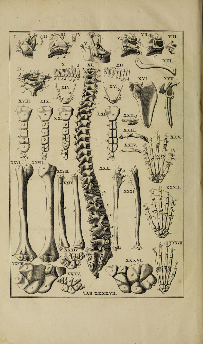 XVIII. XIX V' O XXXVII