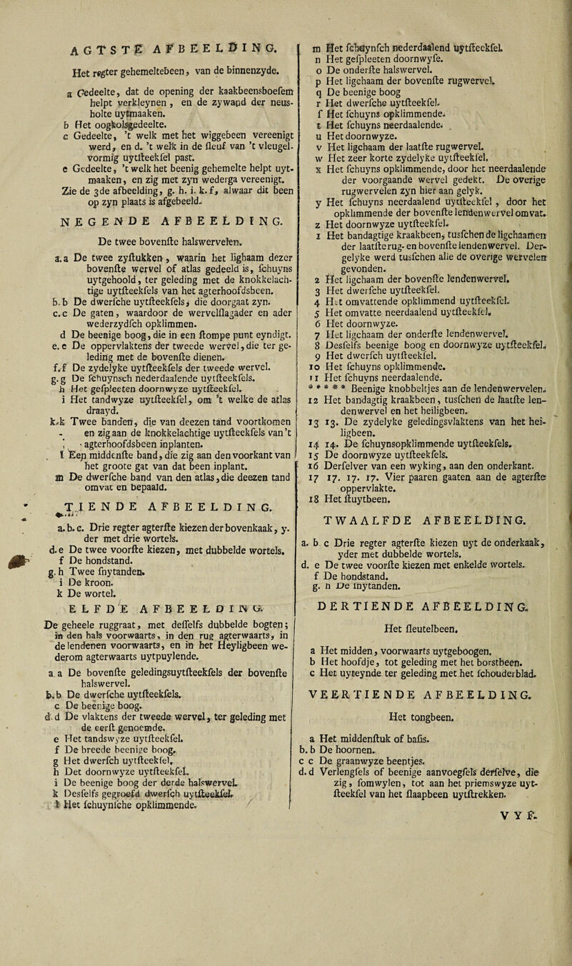 Het regter gehemeltebeen, van de binnenzyde. a Gedeelte, dat de opening der kaakbeensboefem helpt verkleynen , en de zywapd der neus¬ holte uyfmaaken. b Het oog&olsgedeelte. c Gedeelte, ’t welk met het wiggebeen vereenigt werd, en d. ’t welk in de fleuf van ’t vleugel¬ vormig uytfteekfel past. e Gedeelte, ’t welk het beenig gehemelte helpt uyt- roaaken, en zig met zyn wederga vereenigt. Zie de 3de afbeelding, g. h. i. k.f, alwaar dit been op zyn plaats is afgebeeld, NEGENDE AFBEELDING. De twee bovenfte halswervefen. a. a De twee zyftukken , waarin het ligbaam dezer bovenfte wervel óf atlas gedeeld is, fchuyns uytgehoold, ter geleding met de knokkelach- tige uytfteekfels van het agterhoofdsbeen. I b. b De dwerfche uytfteekfels* die doorgaat zyn. i c. c De gaten, waardoor de wervelflagader en ader wederzydfch opklimmen. d De beenige boog, die in een ftompe punt eyndigt. e. e De oppervlaktens der tweede wervel, die ter ge¬ leding met de bovenfte dienen. f. f De zydelyke uytfteekfels der tweede wervel. g. g De fehuynseh nederdaalende uytfteekfels. h Het gefpleeten doornwyze uytfteekfel. i Het tandwyze uytfteekfel, om ’t welke de aflas draayd. k*k Twee Banden, die van deezen tand voortkomen en zig aan de knokkelachtige uytfteekfels van ’t 1 • agterhoofdsbeen inplanten. I Eep middenfte band, die zig aan den voorkant van het groote gat van dat been inplant. m De dwerfche band van den atlas,die deezen tand omvat en bepaald. TIENDE AFBEELDING. . i J . a. b. c. Drie regter agterfte kiezen der bovenkaak, y. der met drie wortels. d.e De twee voorfte kiezen, met dubbelde wortels. f De hondstand, g. h Twee fnytanden, i De kroon, k De wortel. ELFDE AFBEELDING. De geheele ruggraat, met delfelfs dubbelde bogten; in den hals voorwaarts, in den rug agterwaarts, in de lendenen voorwaarts , en in het Heyligbeen we¬ derom agterwaarts uytpuylende. a. a De bovenfte geledingsuytfteekfels der bovenfte halswervel. b. b De dwerfche uytfteekfels. c De beenige boog. d. d De vlaktens der tweede wervel, ter geleding met de eerft genoemde, e Het tandswyze uytfteekfel. f De breede beenige boog, g Het dwerfch uytfteekfel. h Det doornwyze uytfteekfel. i De beenige boog der derde halswervel, k Desfelfs gegroefd dwerfch uytfteekfel, l Het fchuynlche opklimmende. n Het gefpleeten doornwyfe. o De onderfte halswervel, p Het ligchaam der bovenfte fugwervei q De beenige boog r Het dwerfche uytfteekfel. f Het fchuyns opklimmende, t Het fchuyns neerdaalende. u Het doornwyze. v Het ligchaam der laatfte rugwervel. w Het zeer korte zydelyke uytfteekfel. x Het fchuyns opklimmende, door het neerdaalende der voorgaande wervel gedekt. De overige rug wervelen zyn hier aan gelyk. y Het fchuyns neerdaalend uytfteekfel , door het opklimmende der bovenfte lendenwervel omvat, z Het doornwyze uytfteekfek 1 Het bandagtige kraakbeen, tusfchen de ligchaamen der laatfte rug-en bovenfte lenden wervel. Der- gelyke werd tusfchen alle de overige wervelen gevonden. 2 Het ligchaam der bovenfte lenden wervel. 3 Het dwerfche uytfteekfel. 4 Het omvattende opklimmend uytfteekfel. 5 Het omvatte neerdaalend uytfteekfel. 6 Het doornwyze. 7 Het ligchaam der onderfte lendenwervel. 8 Desfelfs beenige boog en doornwyze uytfteekfeL 9 Het dwerfch uytfteekfel. 10 Het fchuyns opklimmende. Ti Het fchuvns neerdaalende. * * * * * Beenjge knobbeltjes aan de lendehwervelen» 12 Het bandagtig kraakbeen, tusfchen de laatfte len¬ denwervel en het heiligbeen. 13 13. De zydelyke geledingsvlaktens van het hei¬ ligbeen. 14 14, De fchuynsopklimmende uytfteekfels. 15 De doornwyze uytfteekfels. 16 Derfelver van een wyking, aan den onderkant. 17 17. 17. r7. Vier paaren gaaten aan de agterfte oppervlakte. 18 Hetftuytbeen. TWAALFDE AFBEELDING. a. b c Drie regter agterfte kiezen uyt de onderkaak, yder met dubbelde wortels, d. e De twee voorfte kiezen met enkelde wortels, f De hondstand, g. n De mytanden. DERTIENDE AFBEELDING. Het fleutelbeen. a Het midden, voorwaarts uytgeboogen. b Het hoofdje, tot geleding met het borstbeen, c Het uyteynde ter geleding met het fchouderblad. VEERTIENDE AFBEELDING. Het tongbeen. a Het middenftuk of bafis. b. b De hoornen. c c De graanwyze beentjes. d. d Verlengfels of beenige aanvoegfels derfelve, die zig, fomwylen, tot aan het priemswyze uyt¬ fteekfel van het llaapbeen uytftrekken. v y F.