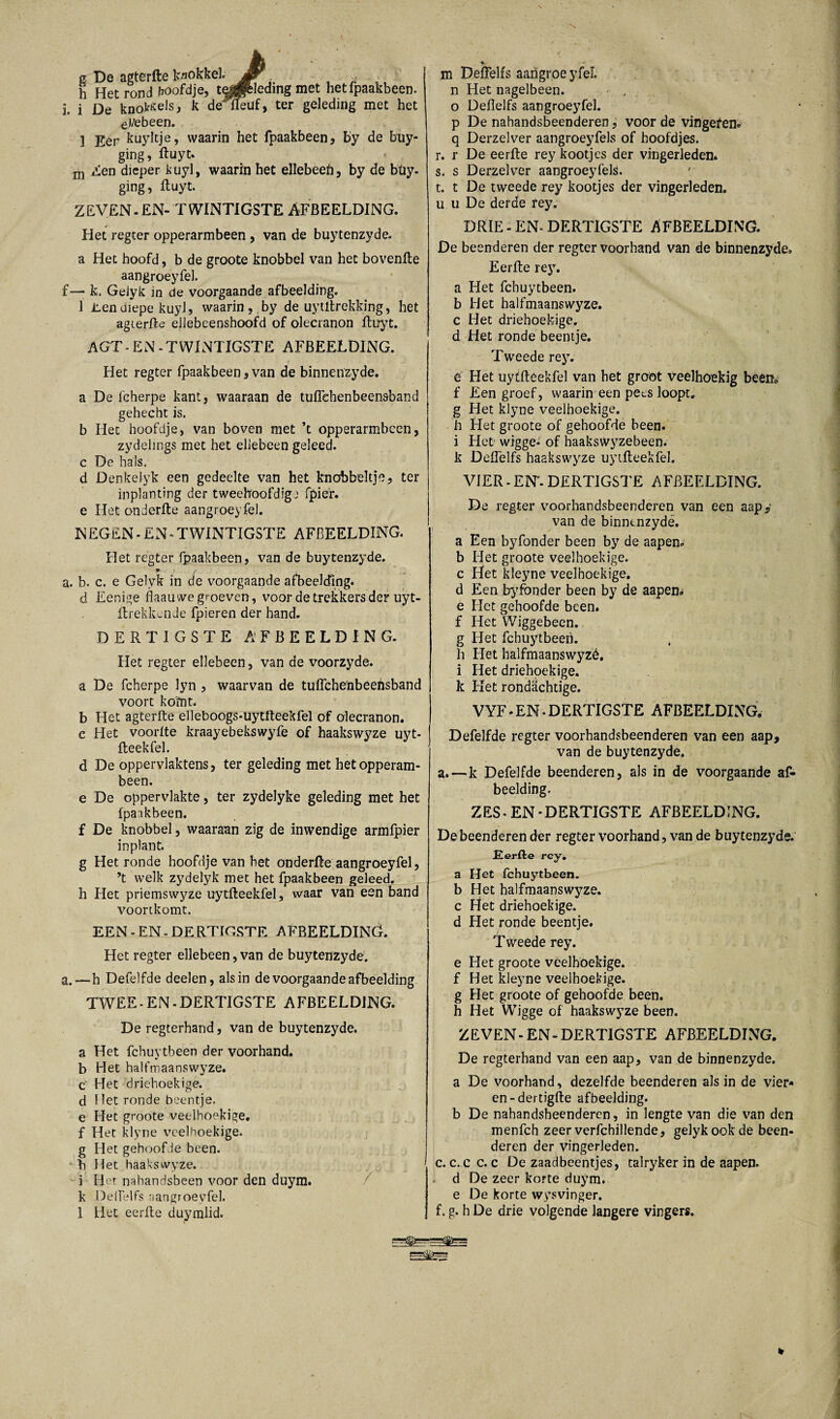 g De agterfte kokkel jsr h Het rond hoofdje, te^piedmg met hetfpaakbeen. i. i De knokkels, k de fleuf, ter geleding met het eJ/ebeen. ] Eer kuyltje, waarin het fpaakbeen, by de buy- “ging,ftuyt. xn Zen dieper kuyl, waarin het ellebeefi, by de büy- ging, ftuyt. ZEVEN.EN- TWINTIGSTE AFBEELDING. Het regeer opperarmbeen , van de buytenzyde. a Het hoofd, b de groote knobbel van het bovenfte aangroeyfel. f—■ k. Gelyk in de voorgaande afbeelding. 1 Een diepe kuyl, waarin, by de uyütrekking, het agterfte ellebeenshoofd of olecranon ftoyt. AGT-EN-TWINTIGSTE AFBEELDING. Het regter fpaakbeen , van de binnenzyde. a De fcherpe kant, waaraan de tuftehenbeensband gehecht is. b Het hoofdje, van boven met ’t opperarmbeen, zydelings met het eliebeen geleed, c De hals. d Denkelyk een gedeelte van het knobbeltje, ter inplanting der tweehoofdig) fpief. e Het onderfte aangroeyfel. NEGEN - EN - TWINTIGSTE AFBEELDING. Het regter fpaakbeen, van de buytenzyde. a. b. c. e Gelyk in de voorgaande afbeelding. d Eenige flaau we groeven, voor de trekkers der uyt- ftrekkende fpieren der hand. DERTIGSTE AFBEELDING. Het regter eliebeen, van de voorzyde. a De fcherpe lyn , waarvan de tuftehenbeensband voort koïnt. b Het agterfte elleboogs-uytfteekfel of olecranon. c Het voorlte kraayebekswyfe of haakswyze uyt- fteekfel. d De oppervlaktens, ter geleding met hetopperam- been. e De oppervlakte, ter zydelyke geleding met het fpaakbeen. f De knobbel, waaraan zig de inwendige armfpier inplant. g Het ronde hoofdje van het onderfte aangroeyfel, ’t welk zydelyk met het fpaakbeen geleed, h Het priemswyze uytfteekfel, waar van een band voortkomt. EEN-EN-DERTIGSTE AFBEELDING. Het regter eliebeen, van de buytenzyde. a.—h Defelfde deelen, als in de voorgaande afbeelding TWEE-EN-DERTIGSTE AFBEELDING. De regterhand, van de buytenzyde. a Het fchuytbeen der voorhand, b Het halfmaanswyze. c Het driehoekige, d Het ronde beentje, e Het groote veelhoekige, f Het klyne veelhoekige, g Het gehoofde been. h Het haakswyze. i Het nahandsbeen voor den duym. k Deftelfs aangroeyfel. 1 Het eerfte duymlid. m Deftelfs aangroeyfel. n Het nagelbeen. o Deftelfs aangroeyfel. p De nahandsbeenderen, voor de vingeren* q Derzelver aangroeyfels of hoofdjes. r. r De eerfte rey kootjes der vingerleden. s. s Derzelver aangroeyfels. t. t De tweede rey kootjes der vingerleden, u u De derde rey. DRIE - EN-DERTIGSTE AFBEELDING. De beenderen der regter voorhand van de binnenzyde» Eerfte rey. a Het fchuytbeen. b Het halfmaanswyze. c Het driehoekige, d Het ronde beentje. Tweede rey. ë Het uytftêekfel van het groot veelhoekig been* f Een groef, waarin een pees loopt, g Het klyne veelhoekige, h Het groote of gehoofde been. i Het wigge- of haakswyzebeen. k Deftelfs haakswyze uytfteekfel. VIER-EN*.DERTIGSTE AFBEELDING. De regter voorbandsbeenderen van een aap,- van de binntnzydë. a Een byfonder been by de aapen» b Het groote veelhoekige, c Het kleyne veelhoekige, d Een byfonder been by de aapem» e Het gehoofde been. f Het Wiggebeen. g Het fchuytbeen. h Het halfmaanswyzé. i Het driehoekige, k Het rondachtige. VYF-EN-DERTIGSTE AFBEELDING. Defelfde regter voorhandsbeenderen van een aap, van de buytenzyde. a.—k Defelfde beenderen, als in de voorgaande af¬ beelding. ZES - EN - DERTIGSTE AFBEELDING. Debeenderen der regter voorhand, van de buytenzyde. Eerfte rey. a Het fchuytbeen. b Het halfmaanswyze. c Het driehoekige, d Het ronde beentje. Tweede rey. e Het groote veelhoekige, f Het kleyne veelhoekige, g Het groote of gehoofde been. h Het Wigge of haakswyze been. ZEVEN-EN-DERTIGSTE AFBEELDING. De regterhand van een aap, van de binnenzyde. a De voorhand, dezelfde beenderen als in de vier¬ en - dertigfte afbeelding. b De nahandsheenderen, in lengte van die van den menfeh zeer verfchillende, gelyk ook de been¬ deren der vingerleden. c. c. c c. c De zaadbeentjes, talryker in de aapen. d De zeer korte duym. e De korte wysvinger. f. g. h De drie volgende langere vingers.