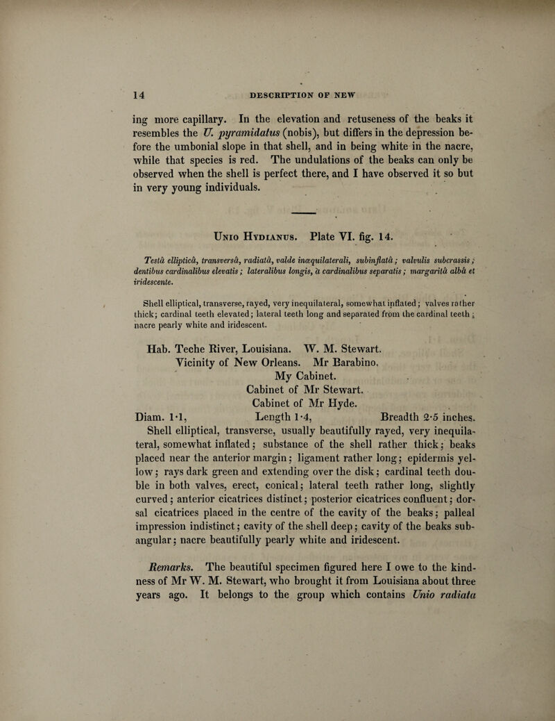 ing more capillary. In the elevation and retuseness of the beaks it resembles the U. pyramidatus (nobis), but differs in the depression be¬ fore the umbonial slope in that shell, and in being white in the nacre, while that species is red. The undulations of the beaks can only be observed when the shell is perfect there, and I have observed it so but in very young individuals. Unio Hydianus. Plate VI. fig. 14. Testa elliptic^, transversa, radiata, valde inxquilaterali, subinjlata; valvulis subcrassis ; dentibus cardinalibus elevatis; lateralibus longis, h cardinalibus separatis; margarita alba et iridescente. Shell elliptical, transverse, rayed, very inequilateral, somewhat inflated; valves rather thick; cardinal teeth elevated; lateral teeth long and separated from the cardinal teeth ; nacre pearly white and iridescent. Hab. Teche River, Louisiana. W. M. Stewart Vicinity of New Orleans. Mr Barabino, My Cabinet. Cabinet of Mr Stewart. Cabinet of Mr Hyde. Diam. 1*1, Length 1*4, Breadth 2*5 inches. Shell elliptical, transverse, usually beautifully rayed, very inequila¬ teral, somewhat inflated; substance of the shell rather thick ; beaks placed near the anterior margin; ligament rather long; epidermis yel¬ low; rays dark green and extending over the disk; cardinal teeth dou¬ ble in both valves, erect, conical; lateral teeth rather long, slightly curved; anterior cicatrices distinct; posterior cicatrices confluent; dor¬ sal cicatrices placed in the centre of the cavity of the beaks; palleal impression indistinct; cavity of the shell deep; cavity of the beaks sub- angular; nacre beautifully pearly white and iridescent. Remarks. The beautiful specimen figured here I owe to the kind¬ ness of Mr W. M. Stewart, who brought it from Louisiana about three years ago. It belongs to the group which contains Unio radiata