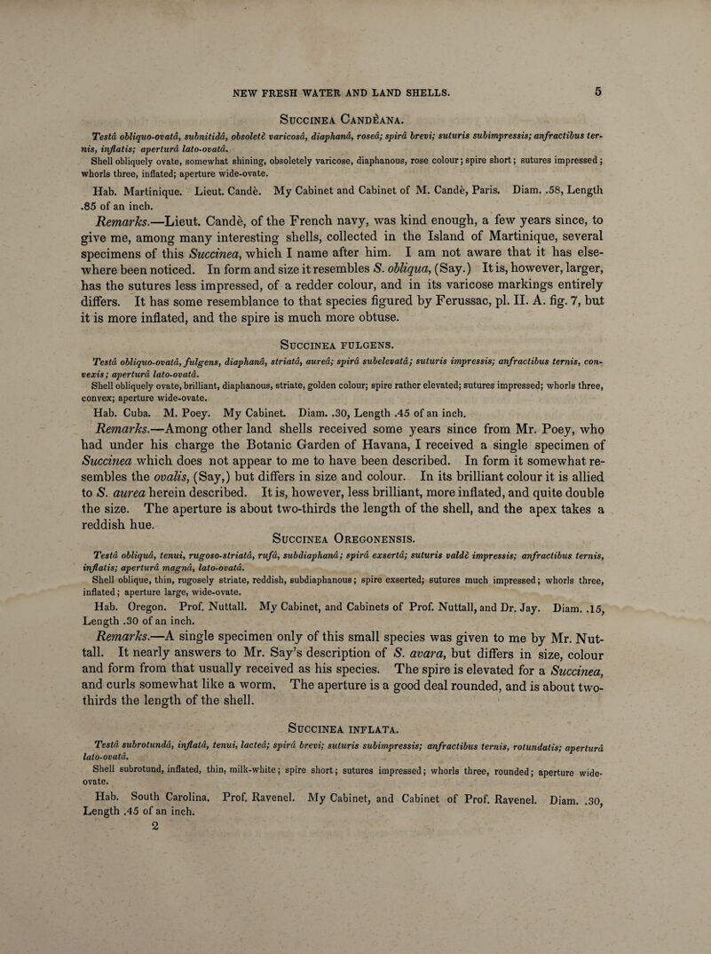 SUCCINEA CAND^ANA. Testa obliquo-ovata, subnitidd, obsolete varicosa, diaphand, rosed; spird brevi; suturis subimpressis; anfractibus ter- nis, inflatis; aperturd lato-ovata. Shell obliquely ovate, somewhat shining-, obsoletely varicose, diaphanous, rose colour; spire short; sutures impressed; whorls three, inflated; aperture wide-ovate. Hab. Martinique. Lieut. Cande. My Cabinet and Cabinet of M. Cande, Paris. Diam. .58, Length .85 of an inch. Remarks.—Lieut. Cande, of the French navy, was kind enough, a few years since, to give me, among many interesting shells, collected in the Island of Martinique, several specimens of this Succinea, which I name after him. I am not aware that it has else¬ where been noticed. In form and size it resembles S. obliqua, (Say.) It is, however, larger, has the sutures less impressed, of a redder colour, and in its varicose markings entirely differs. It has some resemblance to that species figured by Ferussac, pi. II. A. fig. 7, bul it is more inflated, and the spire is much more obtuse. Succinea fulgens. Testa obliquo-ovata, fulgens, diaphand, striata, aurea; spird subelevatd; suturis impressis; anfractibus ternis, con¬ texts; aperturd lato-ovata. Shell obliquely ovate, brilliant, diaphanous, striate, golden colour; spire rather elevated; sutures impressed; whorls three, convex; aperture wide-ovate. Hab. Cuba. M. Poey. My Cabinet. Diam. .30, Length .45 of an inch. Remarks.—Among other land shells received some years since from Mr. Poey, who had under his charge the Botanic Garden of Havana, I received a single specimen of Succinea which does not appear to me to have been described. In form it somewhat re¬ sembles the ovalis, (Say,) but differs in size and colour. In its brilliant colour it is allied to S. aurea herein described. It is, however, less brilliant, more inflated, and quite double the size. The aperture is about two-thirds the length of the shell, and the apex takes a reddish hue. Succinea Oregonensis. Testa obliqua, tenui, rugoso-striata, rufd, subdiaphand; spird exsertd; suturis valde impressis; anfractibus ternis, inflatis; aperturd magna, lato-ovata. Shell oblique, thin, rugosely striate, reddish, subdiaphanous; spire exserted; sutures much impressed; whorls three, inflated; aperture large, wide-ovate. Hab. Oregon. Prof. Nuttall. My Cabinet, and Cabinets of Prof. Nuttall, and Dr. Jay. Diam. .15, Length .30 of an inch. Remarks.—A single specimen only of this small species was given to me by Mr. Nut¬ tall. It nearly answers to Mr. Say’s description of S. avara, but differs in size, colour and form from that usually received as his species. The spire is elevated for a Succinea, and curls somewhat like a worm. The aperture is a good deal rounded, and is about two- thirds the length of the shell. Succinea inflata. Testa subrotundd, inflata, tenui, lactea; spird brevi; suturis subimpressis; anfractibus tertiis, rotundatis; aperturd lato-ovata. Shell subrotund, inflated, thin, milk-white; spire short; sutures impressed; whorls three, rounded; aperture wide- ovate. Hab. South Carolina. Prof. Ravenel. My Cabinet, and Cabinet of Prof. Ravenel. Diam. .30, Length .45 of an inch. 2