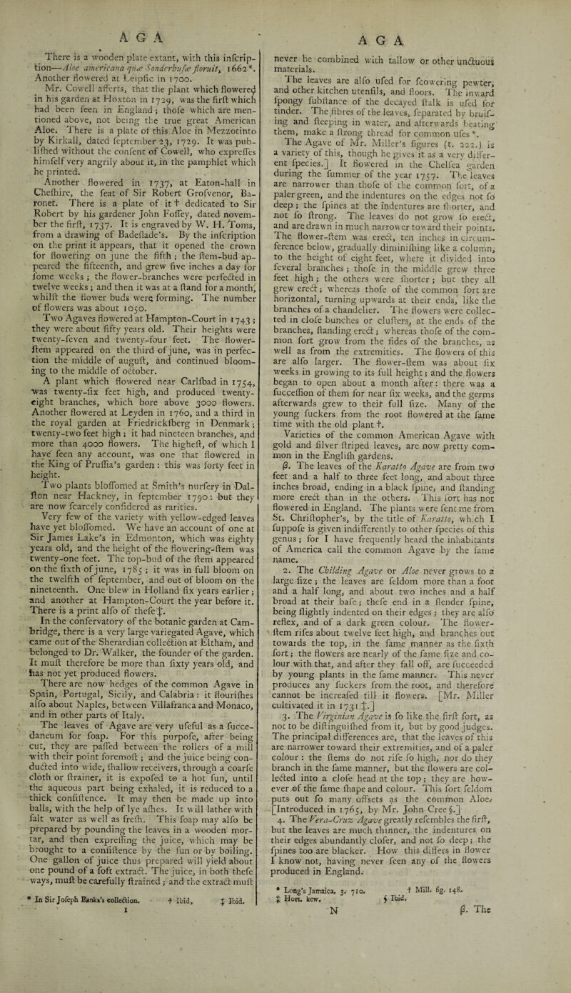 % Ihere is a wooden plate extant, with this infcrip- tion—Aloe americana qxite Sonderhu fa floruit^ 1662*. Another iioM^ered at Leiplic in 170Q. Mr. Cow ell alferts, that the plant which flowered in his garden at Hoxton in 1729, was the firft which had been feen in England ;■ thofe which are men¬ tioned above, not being the true great American Aloe. There is a plate ot this Aloe in Mezzotinto by Kirkall, dated feptember 23, 1729. It was pub- lifhed without the confent of Cowell, who exprelTes himfelf very angrily about it, in the pamphlet which he printed. Another flowered in 1737, Eaton-hall in Chefhire, the feat of Sir Robert Grofvenor, Ba¬ ronet. There is a plate of it t dedicated to Sir Robert by his gardener John FolTey, dated novem- ber the firfl, 1737. It is engraved by W. El. Toms, from a drawing of Badeflade’s. By the infeription on the print it appears, that it opened the crown for flowering on june the fifth ; the ftem-bud ap¬ peared the fifteenth, and grew five inches a day for fome weeks ; the flower-branches were perfedled in twelve weeks ; and then it was at a ftand for a month, whillf the flower buds were; forming. The number of flowers was about 1050. Two Agaves flowered at Hampton-Court in 1743 ; they were about fifty years old. Their heights were twenty-feven and twenty-four feet. The flower- ftem appeared on the third of june, was in perfec¬ tion the middle of auguft, and continued bloom¬ ing to the middle of odober. A plant which flowered near Carlfbad in 1754, was twenty-fix feet high, and produced twenty- eight branches, which bore above 3000 flowers. Another flowered at Leyden in 1760, and a third in the royal garden at Friedrickfberg in Denmark; twenty-two feet high ; it had nineteen branches, and more than 4000 flowers. The highefl, of which I have feen any account, was one that flowered in the King of Pruflia’s garden : this was forty feet in height. Two plants bldflbmed at Smith’s nurfery in Dal- Hon near Hackney, in feptember 1790: but they are now fcarcely confldered as rarities. Very few of the variety with yellow-edged leaves have yet blolTomed. We have an account of one at Sir James Lake’s in Edmonton, which was eighty years old, and the height of the flowering-ftem was twenty-one feet. The top-bud of the ftem appeared on the fixth of june, 1785 ; it was in full bloom on the twelfth of feptember, and out of bloom on the nineteenth. One blew in Holland fix years earlier; and another at Hampton-Court the year before it. There is a print alfo of thefe J'. In the confervatory of the botanic garden at Cam¬ bridge, there is a very large variegated Agave, which came out of the Sherardian collection at Eltham, and belonged to Dr. Walker, the founder of the garden. It muft therefore be more than fixty years old, and has not yet produced flowers. There are now hedges of the common Agave in Spain, Portugal, Sicily, and Calabria: it flourifhes alfo about Naples, between Villafranca and Monaco, and in other parts of Italy. The leaves of Agave are very ufeful as a fucce- daneum for foap. For this purpofe, after being cut, they are pafTed between the rollers of a mill wdth their point foremoft; and the juice being con¬ duced into wide, fhallow receivers, through a coarfe cloth or ftrainer, it is expofed to a hot fun, until the aqueous part being exhaled, it is reduced to a thick confiflence. it may then be made up into balls, with the help of lye afhes. It will lather with fait w^ater as well as frefh. This foap may alfo be prepared by pounding the leaves in a wooden mor¬ tar, and then exp re fling the juice, which may be brought to a confiflence by the fun or by boiling. One gallon of juice thus prepared will yield about one pound of a foft extraC. The juice, in both thefe w^ays, muft be carefully ftrained j and the extraC muft * Li Sir Jofeph Banks’s colleftion. + Ibid, + Ibid, I A G A never be combined with tallow or other uilCuoUS tnaterials. The leaves are alfo ufed for fcowering pewterj and other kitchen utenlils, and floors. The invard fpongy fubftance of the decayed ftalk is ufed for tinder. The fibres of the leaves, feparated by bruif- ing and fteeping in water, and aftcrw'ards beating' them, make a ftrong thread for common ufes *. The Agave of Mr. Miller’s figures (t. 222.) is a variety of this, though he gives it as a very differ¬ ent fpecies.J It flowered in the Chelfea garden during the fummer of the year 1757. The'leaves are narrower than thofe ot the common fort, of a paler green, and the indentures on the edges not fo deep ; the fpines at the indentures are fliorter, and not fo ftrong. The leaves do not grow' lb ereC, and are draw'll in much narrow er toward their points. The flower-ftem was erect, ten inches in circum¬ ference below, gradually diminifhing like a column, to the height of eight feet, where it divided into feveral branches ; thofe in the middle grew three feet high ; the others were Ihorter ; but they all grew ereC; whereas thofe of the common fort are horizontal, turning upwards at their ends,' like the branches of a chandelier. The flowers were collec¬ ted in clofe bunches or clufters, at the ends of the branches, ftanding eredt; whereas thofe of the com¬ mon fort grow from the tides of the branches, as well as from the extremities. The flowers of this are alfo larger. The flow'er-ftem was about fix weeks in growing to its full height; and the flowers began to open about a month after; there was a fucceflion of them for near fix weeks, and the germs afterwards grew to theit full fize. Many of the young fuckers from the root flowered at the fame time with the old plant t. Varieties of the common American Agave with gold and filver ftriped leaves, are now pretty com¬ mon in the Englilh gardens. (3. The leaves of the Karatto Agave are from tw'o feet and a half to three feet long, and about three inches broad, ending in a black fpine^ and ftanding more eredl than in the others. This fort has not flow'ered in England. The plants were fent me from St. Chriftopher’s, by the title of Karatto, which I fuppofe is given indifferently to other fpecies of this genus; for I have frequently heard the inhabitants of America call the common Agave by the fame name. 2. The Childing Agave or Aloe never grows to a large fize ; the leaves are feldom more than a foot and a half long, and about two inches and a half broad at their bafe; thefe end in a flender fpine, being flightly indented on their edges j they are alfo' reflex, and of a dark green colour. The flower- ftem rifes about tv'elve feet high, and branches out towards the top, in the fame manner as the fixth fort; the flowers are nearly of the fame fize and co¬ lour with that, and after they fall off, are fucceeded by young plants in the fame manner. This never produces any fuckers from the root, and therefore cannot be increafed till it flowers. [Mr. Miller cultivated it in 1731 J.j 3. The Virginian Agave fo like the firft fort, as not to be diftinguiihed from it, but by good judges. The principal differences are, that the leaves of this are narrower toward their extremities, and of a paler colour : the ftems do not ifife fo high, nor do they branch in the fame manner, but the flowers are col- leeffed into a clofe head at the top; they are how¬ ever,of the fame fhapeand colour. This fort feldom puts out fo many offsets as the common Aloe^ [Introduced in 1765, by Mr. John Cree§.J 4. The Emi-Cr/fx: ^^a'Ud-greatlyrefembles the firft, but the leaves are much thinner, the indentures, on their edges abundantly clofer, and not fo deep; the fpines too are blacker. Flow' this differs in llow'er I know not, having never feen any of the flowers produced in England. * Long’s Jamaica, 3,- 710. f Mill. fig. 148. J Hon, kew, plbid, ■N p. The