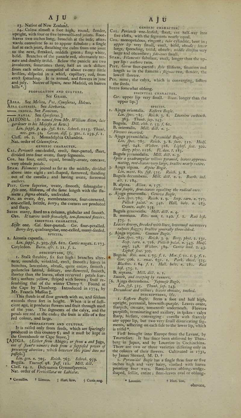 13. Native of New Zealand. , 14. Culms almoft a foot high, round, flender. Upright, with four or five brownifh'-red joints. Root- leaves two inches long, broadilh at the bafe, after¬ wards convolute fo as to appear fubulate ; a fingle leaf at each joint, fheathing the culm from one joint to the next, ftreaked, reddilh green; ftrap white, bifid. Branches of the panicle red, alternately ter- nate and doubly trifid. Below the panicle are two involucres, fometimes three, half an inch diftant Jrom each other, compofed of about twenty little briftlcs, difpofed in a ,whirl, capillary, red, from eredt fprcading. It is annual, and flowers in june ^nd july. Native of Spain, near Madrid, on barren hills *.] PROPAGATION AND CULTURE. See Grass. (jAiRA. See Melica, Poa, Cynofurus^ Holcus. Aira capensis. See Ebrharta. - ■ '■ IN Die A. See Panicum. — -varia.' S&t Cynofuri{s.~\ [AITONixA.. {So named from Mr. JVilliam Aiton, late gardener to his Majejly at Kew.) Lin. fuppl. p. 49. fyji. 612. Schreb. 1113, Phunh. nov. gen. 52., Cavan, dijj. 5. 301. t. i. ClaflT. 16.2. Monadelphia Odandria. Nat. order of Columnifene. GENERIC CHARACTER. Cal. Perianth one-Ieafed, ered, four-parted, Ihort, divided into four ovate, fliarp fegments. CoR. has four, ered, equal, broadly-ovate, concave, very obtufe petals. St AM. Filaments joined as far as the middle, divided above into eight; awl-fhaped, furrowed, {landing out of the corolla; and having ovate, furrowed anthers. Fist. Germ fuperior, ovate, fmooth, fubangular ; Jlyle one, filiform, of the fame length with the fta- mens ; ftigma obtufe, undivided. Per. an ovate, dry, membranaceous, four-cornered, one-celled, brittle, berry; the corners are produced and lharp. Seeds many, fixed to a column, globular and fmooth, Obs. It. varies with five-clefty ten-flamened flowers. essential character. S'tyle one. Cal. four-parted. Cor. four-petalled. Berry dry, quadrangular, one-celled, many-feeded. I species. I. Aitonia capenfis. Ltn. fuppl. p. 303.612. Curtis magaz. t. 173. Cotyledon. Burm. afr. t. 11. f 2. description, &c. ^ i. Stalk fhrubby, fix feet high: branches alter¬ nate, roundifli, wrinkled, ered, fmooth; leaves in bunches, lanceolate, obtufe, quite entire, fmooth; peduncles lateral, folitary, one-flowered, fmooth, Ihorter than the leaves, often recurved : petals fcar- let L anthers yellow, ftriped with brown; fruit re- fembling that of the winter Cherry t. Found at the Cape by Thunberg. Introduced in 1774, by Mr. Francis Malfonif. This fhrub is .of flow growth with us, and feldom exceeds three feet in height. When it is of fuffi- cient age, it produces flowers and fruit through moft of the year. The fegments of the calyx, and the petals are red at the ends; the fruit is alfo of a fine red colour, and large. propagation and culture. It is raifed only from feeds, which are fparingly produced in this country § ; and it muft be kept in the Greenhoufe or Cape Stove.J l]AJuGA. {Either from Abigo; or from a and Juga., one of ylino's names; both from a fuppofed power of procuring abortion % zvhich however this plant does not Lin. gen. n. 705. Reich. 763. Schreb. 959. Bugiila. Fournef. Juff. 112. Mill, diIt. • ClaflT. 14. i. Didynamia Gymnofpermia. Nat. order of Virtidllata or Labiatce, + LinneHs. | Hort, kew. § Curtis mag. , ' generic character.' Cal. Permnth one-Ieafcd, Ihort, cut half-way into five clefts, with the fegments nearly equal. Cor. monopetalous, ringent; tube cylindric, bent in ; upper Up very fmall, ered, bifid, obtufe; lower large, fprcading, trifid, obtufe; 7ntddle divijion very large and obcordare; fide-ones fmall. Stam. Filaments fubulate, ered, longer than the up¬ per lip : anthers twin. PisT. Germ four-parted ; Jlyle filiform, fituation and length as in the ftamens ; ftigmas two, flender, the loweft fhorter. Per. none; the calyx, which is converging, foflers the feeds. Seeds fomewhat oblong. essential character. Cor. upper lip very fmall. Stam. longer than the upper lip.] species. orientalis. Eafiern Bugle. Lin. fpec. 785. Reich. 3. 8. Loiireiro cochinch. 363. Fhunb. jap. 243. Bugula. mu. elth. 7. 53./. 61. ^ B. orientalis. Mill. did. «. 5. Flowers inverted. pyramidalis. Pyramidal Bugle. Lin. fpec. 785. Reich. 3. %. fue'e. 512. Fdiidf angl. 248. JVither. 588. lAghtf. fcot. 302. Berg. pbyt. 1126. FI. dan. t. 185! Bugula pyramidalis. Mill. did. n. 3. Spike a quadrangular villous pyramid^ leaves approxi¬ mating, root-leaves very large, brades nearly entire, 3. Ajuga alpma. Alpine Bugle. Lin. mant. 8b. fyfl. 525. Reich. 3. 8. Bugula decumbens. Mill. did. n. 2. Boerh. ind. alt. I. 184. B. alpina. Allion. n. 157. Stem fmple, ftem-leaves equalling the radical ones. 4. Ajuga genevenfis. i Geneva Bugle. Lin.fpec. 785. Reich, i. 9. Scop. earn. n. qiyi Pollicb pal at f n. 542. Hall. helv. n. 283. Crantz. auftr. 25$. Bugula genevenfis. Mill. did. n. y. B. monta,na. Riv. mon. t. 140. f. 2. Raii hifli 575- 2. Leaves downy, freaked with lines, lowermoft narrower i calyxes Jhaggy I brades generally three-lobed. 5. Ajuga reptans. Common Bugle. Lin.fpec. 785. Reich. 3. 9. Berg. phyt. 2. 131. Scop. earn. n. 716. Pollich palat. n. 543. Hudf. angl. 248. Wither. 589. Curtis land. 2. 43. Lightf fcot. 202. ^ Bugula. Riv. mon. t.qc,.f. i. Mor.f. w. t. ^.f.j. Ger. 506. I. emac. 631. i. Park, theat. 525, Blackw. t. 64. f. I. Hall. helv. n. 282. Raii hifl. 575. I. B. reptans. Mill. did. n. i. Smooth, and creeping by runners. [6. Muga decumbens. Japonefe Bugle. Lin. fyfl. 525. Fhunb. jap. 243. Tdecumbent and villous ; leaves obovate, toothed. DESCRIPTIONS, iAc. 1. Eaflern Bugle. Stem a foot and half high, upright, perennial, brownifh-purple. Leaves ovate, fliarpifh, crenate, tomentofe underneath. Flowers purplifh, terminating and axillary, in fpikes : calyx fharp, hirfute, converging: corolla with fcarcely any upper lip, but two very fmall divaricating feg¬ ments, adhering on each fide to the lower lip, which is trifid *. Firfl: brought into Europe from the Levant, by Tournefort. It has fince been obferved by Thun¬ berg in Japan, and by Loureiro in Cochinchina. There are two or three varieties differing only in the colours of their flowers. Cultivated m 1732, by James Sherard, M. D. t 2. Pyramidal Bugle has a fingle flem four or five inches high and very hairy, clothed with leaves pointing four w^ays. Root-leaves oblong-wedge- ihaped, fefllle, entire ; flem-leaves oval or oblong- * Loureiro. -f Hort. kew. .* Cavamlles. obovate.