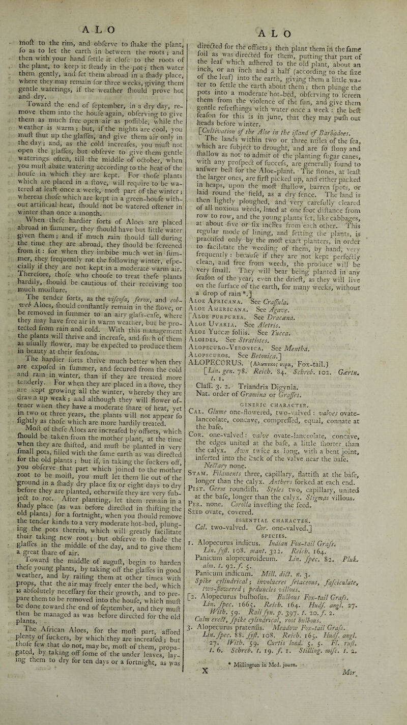 hioft to the rirrij and obferve to fhake the plant, fo as to let the earth in between the roots ; and then with your hand fettle it clofe to the roots of the plant, to keep it heady in the pot; then water them gently, and fet them abroad in a fhady place, where they may remain for three weeks, giving them gentle waterings, if the weather hiould prove hot and dry. Toward the end of feptembcr, in a dry day, re¬ move them into the houfe again, obferving to give • them as much free open air as poffible, while the weather is warm ; but, if the nights are cool, you muft Ihut up the glalfes, and give them air only in the day; and, as the cold increafes, you muft not open the glall'es, but obferve to give them gentle waterings often, till the middle of odtober, when you muft abate watering according to the heat of the houfe in which they are kept. For thofe plants which are placed in a ftove, will require to be wa¬ tered at leaff once a week, moft part of the winter; whereas thofe which are kept in a green-houfe with-, out artificial heat, fhould not be watered oftener in winter than once a month. When thefe hardier forts of Aloes are placed abroad in fummer, they fiiould have but little water given them; and if much rain fhould fall during the time they are abroad, they fhould be, fcreened from it: for when they imbibe much wet in fum- rner, they frequently rot the following winter, efpe- mally if they are not kept in a moderate warm air. Therefore, thofe who choofe to treat thefe plants hardily, fiiould be cautious of their receiving too much moifcure. The tender forts, as the vifcofay feroxy and cob¬ web Aloes, ^ouid conftantly remain in the ftove, or be removed in fummer to an airy glafs-cafe, where they may have free air in warm weather, but be pro- tedted from rain and cold. With this management the plants will thrive and increafe, and fuc h of them as ulually flower, may be expedled to produce them in beauty at their feafons. The hardier forts thrive much better when they are expofed in fummer, and fecured from the cold and ram in winter, than if they are treated more tenderly. For wTen they are placed in a ftove, they aie kept growing all the winter, whereby they are drawn up weak; and although they wfill flower of¬ tener when they have a moderate fhare of heat, yet m two or three years, the plants wfill not appear fo lightly as thofe which are more hardily treated. Mo^ft of thefe Aloes are increafed by offsets, wFich fhould be taken from the mother plant, at the time when they are fhifted, and muft be planted in very Imall pots, filled with the fame earth as was directed for the old plants; but if, in taking the fuckers off, you obferve that part which joined to the mother root to be moift, you muft let them lie out of the ground in a fhady dry place fix or eight days to dry ■ ^hey are planted, otherwife they are very fub- jedt to rot. After planting, let them remain in a Inady place (as was before diredled in fhifting the Old plants] for a fortnight, when you fhould remove the tender kinds to a very moderate hot-bed, plung- ing the pots therein, which will greatly facilitate their taking new root; but obferve to fhade the glalles in the middle of the day, and to give them a great fhare of air. Fow'ard the middle of auguft, begin to harden thefe young plants, by taking off the glaffes in good weather, and by railing them at other times with props, that the air may freely enter the bed, which abfolutely neceffary for their growth, .and to pre¬ pare them to be removed into the houfe, which muft be done toward the end of feptember, and they muft then be managed as was before direded for the old plants. The African Aloes, ’for the moft part, afford plenty of fuckers, by which they are increafed ; but thole few that do not, may be, moft of them, propa¬ gated, by taking off fome of the under leaves, lay¬ ing them to dry for ten days or a fortnight, as vvas A L O direded for the offsets ; then plant them irl the fame foil as was direded for them, putting that part of the leaf which adhered to the old plant, about an inch, or an inch and a half (according to the fize ot the leaf] into the earth, giving them a little wa¬ ter to fettle the earth about them; then plunge the pots into a moderate hot-bed, obferving to fefeen them from the violence of the furl, and give them gentle refrefliings with water once a week : the befh mafon for this :s in June, that they may pufli out heads before winter. \_C^tivation of the Aloe in the ifand of Bafbadoes. The lands within two or three miles of the fea, which are fubjed to drought, and are fo ftony and fiiallow as not to admit ot the planting fugar canes, ■with any profped of fuccefs, are generally found to anfwer beft for the Aloe-plant. The ftones, at leaft the larger ones, are firft picked up, and either packed in heaps, upon the moft fnallow, barren fpots. Or laid round the field, as a dry fence. The land is ploughed, and very carefully cleared of all noxious weeds, lined at one foot diftance from row to row, and the young plants fet, like cabbages, at about -five or fix inches from each other. This regular mooe of lining, and fetting the plants, is pradifed only by the moft exaCt planters, in order to facilitate the weeding of them, by hand, very frequently : becaufe if they are not kept perfe.diy clean, and free from weeds, the produce will be very fmalL They will bear being planted in any leafon of the year, even the drieft, as they wfill live on tne furface of the earth, for many weeks, without a drop of rain *. J Aloe African a. See Crafulai Aloe Americana. See Agave. I^Aloe purpurea. See Dracaena. Aloe Uvaria. See Aletris. Aloe Yuccte foliis. See Yucca. ' ‘ Aloides. See Stratiotes. ' Alopecuro-Veronica. See Mentha. Alopecuros. See Betonica.'] ALOPECuRUS. (AAM7r£!t(3f ou^£6, Fox-tall.) {Lin. gen. 78. Reich. 84. Schreh. 102. Gartn. t. i. Clair. 3. 2. Triandria Digynia. Nat. order of Gramina or Graffes. GENERIC character. Cal. Glume one-flowered, two-valved : valves ovate- lanceolate, concave, comprelfed, equal, connate at the bafe. Cor. one-valved: valve ovate-lanceolate, concave, the edges united at the bafe, a little Ihorter than the calyx. Awn twfice as long, wfith a bent joint, inferted into the back of the valve near the oafe. Neblary none. Stam. Filaments three, capillaty, flattifii at the bafe, longer than the calyx. Anthers forked at each end. PisT. Germ roundilh. Styles two, capillary, united at the bafe, longer than the calyx. Stigmas villous. Per. none. Corolla invefting the feed. Seed ovate, covered. essential character. Cal. tw'o-valved. Cor. one-valved.j] SPECIES. I. Alopecurus indicus. Indian Fox-tail Grafs. Lin.fyji. 108. mant. 322. Reich. 164. Panicum alopecuroideum. Lin. fpec. 82. PluL aim. t. ^2. f. 3. Panicum indicum. Mill. did}, n. 3. Spike cylindricalinvolucres fetaceous, fafciculatCf two-flowered; peduncles villous. [2. Alopecurus bulbofus. Bulbous Fox-tail Grafs. Lin. fpec. 1665. Reich. 164. Hudf angl. 27. With. 59. Raiifyn.p. 397. t. 2a. f. 2. Culm eredly fpike cylindricaly root bulbous. 3. Alopecurus pratenfis. 'Meadow Fox-tail Grafs. Lin. fpec. fyft. 108. Reich. 165. Hudf angl. 27. With. 59. Curtis land. 5. 5. FI. rufl. t. 6. Schreh. t. i<). f. i. Stilling, mife, t. 2, Mor^ X * Pdihington in Med. journ.