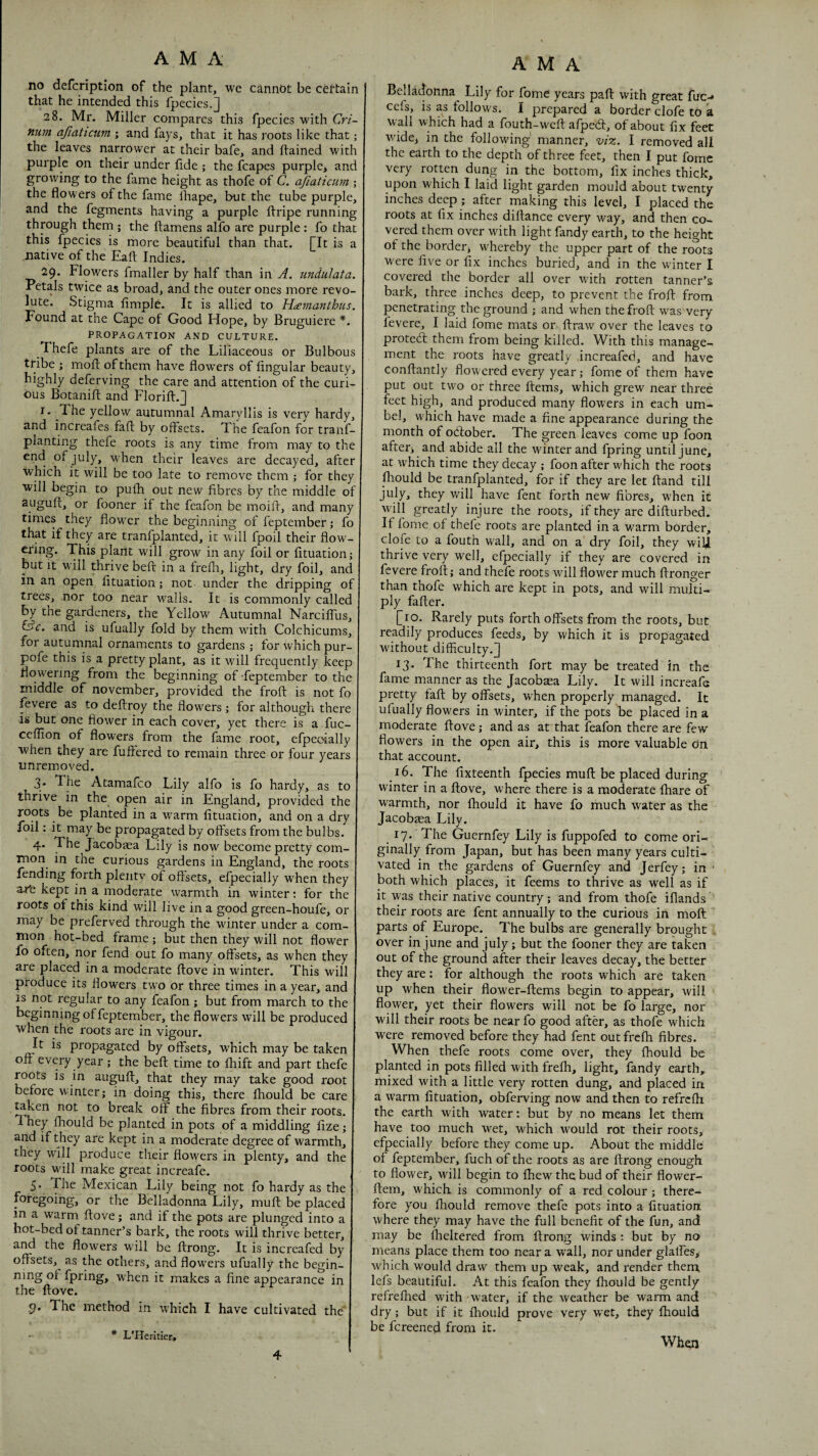 no defcriptlon of the plant, we cannot be cettain that he intended this fpecies.] 28. Mr. Miller compares this fpecies with Cri- num ajiaticiim ; and fays, that it has roots like that; the leaves narrower at their bafe, and ftained with purple on their under fide ; the fcapes purple, anc growing to the fame height as thofe of C. afiaticmn ; the flowers of the fame lhape, but the tube purple, and the fegments having a purple ftripe running through them ; the ftamens alfo are purple : fo that this fpecies is more beautiful than that. [It is a .native of the Eaft Indies. 29. Flowers fmaller by half than in A. undulata. Petals twice as broad, and the outer ones more revo¬ lute. Stigma Ample. It is allied to Htemanthus, Found at the Cape of Good Hope, by Bruguiere PROPAGATION AND CULTURE. Thefe plants are of the Liliaceous or Bulbous tribe ; mofl of them have flowers of Angular beauty, highly deferving the care and attention of the curi¬ ous BotaniA and Florifl:.] I. The yellow autumnal Amaryllis is very hardy, and increafes fafl by offsets. The fcafon for tranf- planting thefe roots is any time from may to the end of July, when their leaves are decayed, after which it will be too late to remove them ; for they will begin to pufh out new Abres by the middle of auguft, or fooner if the feafon be moiA, and many times they flow'cr the beginning of feptember; fo that if they are tranfplanted, it will fpoil their flow- ering. This plant will grow in any foil or Atuation; but It W’ill thrive beA in a frefli, light, dry foil, and in an open Atuation; not under the dripping of trees, nor too near walls. It is commonly called by the gardeners, the Yellow Autumnal NarciAus, fd’e. and is ufually fold by them with Colchicums, for autumnal ornaments to gardens ; for which pur- pofe this is a pretty plant, as it will frequently keep flowering from the beginning of -feptember to the middle of november, provided the fro A is not fo fevere as to deAroy the flow^ers ,* for although there is but one flower in each cover, yet there is a fuc- ceflion of flowers from the fame root, efpeoially when they are fuftered to remain three or four years nnremoved. 3* The Atamafeo Lily alfo is fo hardy, as to thrive in the open air in England, provided the roots be planted in a w^arm Atuation, and on a dry foil: it may be propagated by oAsets from the bulbs. 4. The Jacobiea Lily is now become pretty com¬ mon in the curious gardens in England, the roots fending forth plentv of oAsets, efpecially when they a-fe kept in a moderate warmth in winter: for the roots of this kind will live in a good green-houfe, or may be preferved through the winter under a com¬ mon hot-bed frame ; but then they will not flower fo often, nor fend out fo many oAsets, as when they are placed in a moderate Aove in winter. This will produce its flowers two or three times in a year, and IS not regular to any feafon; but from march to the beginning of feptember, the flowers will be produced when the roots are in vigour. It is propagated by oAsets, which may be taken oA every year; the beA time to fhift and part thefe roots is in auguA, that they may take good root before winter; in doing this, there Aiould be care ^ken not to break oA the fibres from their roots. They fhould be planted in pots of a middling Aze; and if they are kept in a moderate degree of warmth, they will produce their flowers in plenty, and the roots will make great increafe. 5. The Mexican Lily being not fo hardy as the foregoing, or the Belladonna Lily, muA be placed in a warm Aove; and if the pots are plunged into a hot-bed of tanner’s bark, the roots will thrive better, and the flowers will be Arong. It is increafed by oAsets,^ as the others, and flowers ufually the begin¬ ning of fpring, when it makes a Ane appearance in the Aove. ,9. The method in which I have cultivated the * L'HerItier» A M A Belladonna Lily for fome years pa A with great fuc-* cefs, is as follows. I prepared a border clofe to k wall which had a fouth-wcA afpedt, of about Ax feet wide, in the following manner, viz. I removed all the earth to the depth of three feet, then I put fome very rotten dung in the bottom. Ax inches thick, upon which I laid light garden mould about twenty inches deep ; after making this level, I placed the roots at Ax inches diAance every way, and then co¬ vered them over with light fandy earth, to the height of the border, whereby the upper part of the roots were Ave or Ax inches buried, and in the winter I covered the border all over with rotten tanner’s bark, three inches deep, to prevent the froA from penetrating the ground ; and when thefroA was very fevere, I laid fome mats or Araw over the leaves to protedl them from being killed. With this manage¬ ment the roots have greatly .increafed, and have conAantly flowered every year; fome of them have put out two or three Aems, which grew near three feet high, and produced many flowers in each um¬ bel, which have made a Ane appearance during the month of ocAober. The green leaves come up foon after, and abide all the winter and fpring until June, at which time they decay ; foon after which the roots fhould be tranfplanted, for if they are let Aand till July, they will have fent forth new fibres, when it will greatly injure the roots, if they are diAurbed. If fome of thele roots are planted in a warm border, clofe to a fouth wall, and on a dry foil, they wiy. thrive very well, efpecially if they are covered in fevere froA; and thefe roots will flower much Aronger than thofe which are kept in pots, and will multi¬ ply faAer. [10. Rarely puts forth oAsets from the roots, but readily produces feeds, by which it is propagated without difficulty.] 13. The thirteenth fort may be treated in the fame manner as the Jacobasa Lily. It will increafe pretty faA by oAsets, W'hen properly managed. It ufually flowers in winter, if the pots be placed in a moderate Aove; and as at that feafon there are few flowers in the open air, this is more valuable on that account. 16. The Axteenth fpecies muA be placed during winter in a Aove, where there is a moderate fhare of warmth, nor fhould it have fo much water as the Jacobasa Lily. 17. The Guernfey Lily is fuppofed to come ori¬ ginally from Japan, but has been many years culti¬ vated in the gardens of Guernfey and Jerfey; in • both which places, it feems to thrive as well as if it was their native country; and from thofe iflands their roots are fent annually to the curious in moA parts of Europe. The bulbs are generally brought , over in June and July; but the fooner they are taken out of the ground after their leaves decay, the better they are: for although the roots which are taken up when their flower-Aems begin to appear, will flower, yet their flowers will not be fo large, nor will their roots be near fo good after, as thofe which were removed before they had fent outfrefh Abres. When thefe roots come over, they fhould be planted in pots Ailed with frefh, light, fandy earth, mixed with a little very rotten dung, and placed in a warm Atuation, obferving now and then to refrefh the earth with water: but by no means let them have too much wet, which would rot their roots, efpecially before they come up. About the middle of feptember, fuch of the roots as are Arong enough to flower, will begin to Ihewthebud of their flower- Aem, which is commonly of a red colour; there¬ fore you fhould remove thefe pots into a Atuation where they may have the full beneflt of the fun, and may be Iheltered from Arong winds : but by no means place them too near a wall, nor under glaAes, which would draw them up weak, and render them, lefs beautiful. At this feafon they fhould be gently refreAied with water, if the weather be warm and dry; but if it fhould prove very wet, they fhould be fereened from it. Whefl