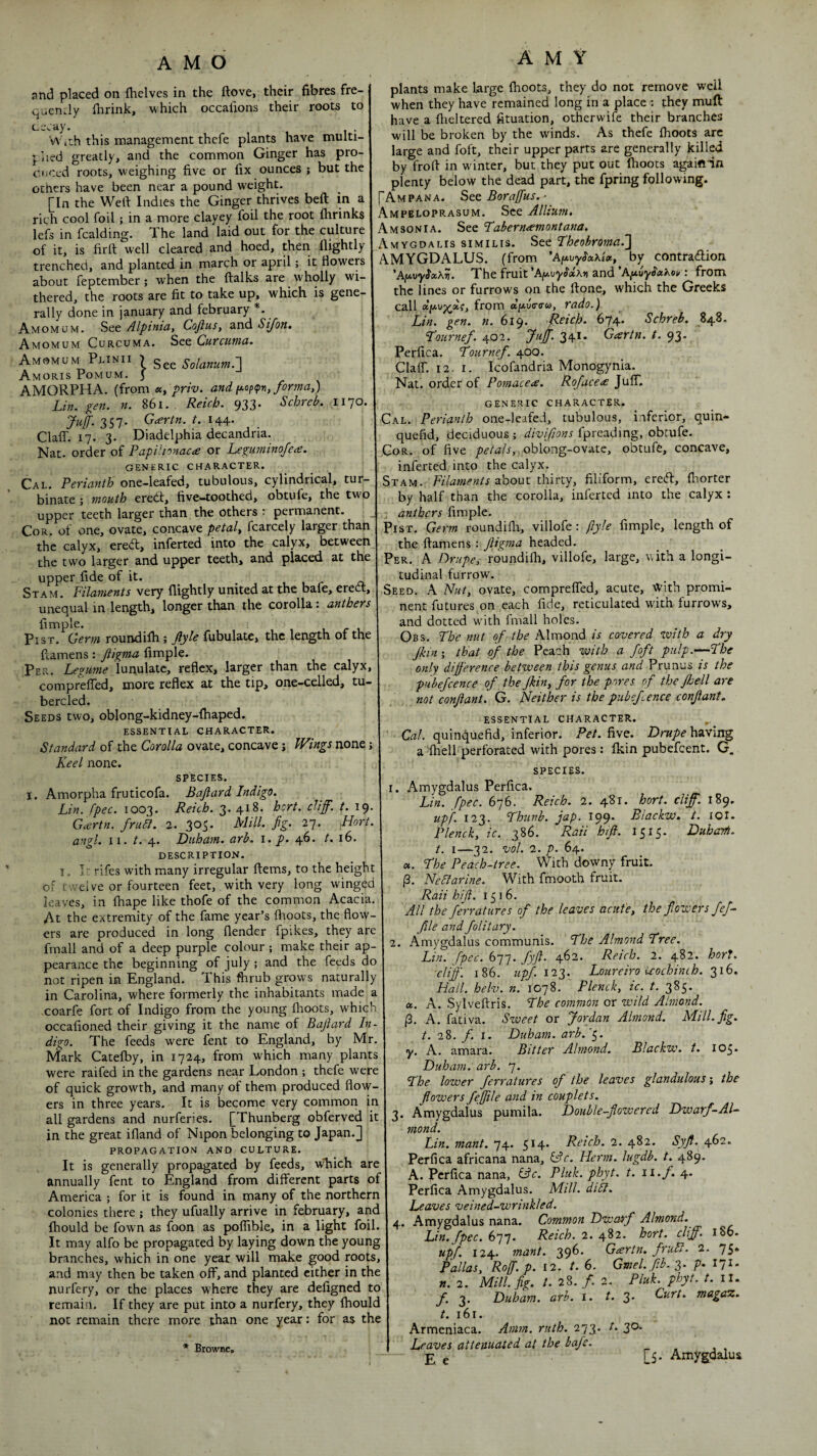 and placed on {helves in the ftove, their fibres fre- quendy {brink, which occalions their roots to c-e^ay. ‘A ich this management thefe plants have multi¬ plied greatly, and the common Ginger has pro- c.i/ced roots, weighing five or fix ounces ; but the ocners have been near a pound weight. [In the Weft Indies the Ginger thrives beft in a rich cool foil; in a more clayey foil the root {brinks lefs in fcalding. The land laid out for the culture of it, is firft well cleared and hoed, then llightly trenched, and planted in march or april; it flowers about feptember; when the ftalks are wholly wi¬ thered, the roots are fit to take up, which is gene¬ rally done in january and February Amomum. Alptmat Cojlus, Sifon, Amomum Curcuma. See Cuvcuma. Amomum Plinii ^ Solanum.'] Amoris Pomum. 3 AMORPHA. (from priv. andit.of(pn, forma,) Lin. gen. n. 861. Reich. 933. Scbreb. 1170. 357* Gartn. t. 144. Clair. 17. 3. Diadelphia decandria. Nat. order of Papi'.tonac<e or Leguminofea. GENERIC CHARACTER. Cal. Perianth one-leafed, tubulous, cylindrical, tur¬ binate ; mouth eredt, five—toothed, obtufe, the tw'o upper teeth larger than the others : permanent. Cor. of one, ovate, concave petal, fcarcely larger than the calyx, eredt, inferted into the calyx, between the two larger and upper teeth, and placed at the upper fide of it. Stam. Filaments very flightly united at the bafe, eredt, unequal in length, longer than the corolla: anthers fimple. PisT. Germ roundilh; Jlyle fubulate, the length of the ftamens: Jligma fimple. Per. Legume lunulatc, reflex, larger than the calyx, compreffed, more reflex at the tip, one-celled, tu- bercled. Seeds two, oblong-kidney-fhaped. ESSENTIAL CHARACTER. Standard of the Corolla ovate, concave 5 Wings none; Keel none. SPECIES. I. Amorpha fruticofa. Bajiard Indigo. Lin. fpec. 1003. Reich. 3. 418. hert. cliff, t. 19. Gcertn. frubt. 2. 3^5* Mill. jig. 27. Hort. angl. II. /. 4. Diiham. arb. i. p. 46. t. 16. DESCRIPTION. I. 1' rifes with many irregular ftems, to the height of twelve or fourteen feet, with very long winged leaves, in fhape like thofe of the common Acacia. At the extremity of the fame year’s ftioots, the flow¬ ers are produced in long {lender fpikes, they are fmall and of a deep purple colour; make their ap¬ pearance the beginning of july; and the feeds do not ripen in England. This fhrub grows naturally in Carolina, where formerly the inhabitants made a coarfe fort of Indigo from the young ftioots, which occafioned their giving it the name of Bajiard In¬ digo. The feeds were fent to England, by Mr. Mark Catelby, in 1724, from which many plants were raifed in the gardens near London ; thefe were of quick growth, and many of them produced flow¬ ers in three years. It is become very common in all gardens and nurferies. [Thunberg obferved it in the great ifland of Nipon belonging to Japan.] PROPAGATION AND CULTURE. It is generally propagated by feeds, wLich are annually fent to England from different parts of America ; for it is found in many of the northern colonies there ; they ufually arrive in February, and fliould be fown as foon as poflible, in a light foil. It may alfo be propagated by laying down the young branches, which in one year will make good roots, and may then be taken off, and planted either in the nurfery, or the places where they are defigned to remain. If they are put into a nurfery, they fliould not remain there more than one year: for as the * Browne, AMY plants make large {hoots, they do not remove well when they have remained long in a place : they muft have a flieltered fituation, otherwife their branches will be broken by the winds. As thefe {hoots arc large and foft, their upper parts are generally killed by froft in winter, but they put out {hoots agaiftin plenty below the dead part, the fpring following. [Ampana. SceBorajus.- Ampeloprasum. See Allium. Amsonia. See Faberneemontana. Amygdalis similis. See Fheobroma.'] AMYGDALUS. (from 'Ag.uySxKix, by contraeftion 'Ag.\>ySxM. The fruit ’AjwuyiJ'aA^ and 'A{f.\iySxKoy: from the lines or furrows on the ftone, which the Greeks call from a/iAuWw, rado.) Lin. gen. n. 619. Reich. 674. Schreb. 848. Fournef. 402. Juff 341. Gartn. t. 93- Perfica. Fournef. 400. Clair. 12. i. Icofandria Monogynia. Nat. order of Pomacea. Rofac€<e JulT. generic CHARACTER. Cal. Perianth one-leafed, tubulous, inferior, quin- quefid, deciduous ; divifions fpreadmg, obtufe. Gor. of five oblong-ovate, obtufe, concave, inferted into the calyx. Stam. about thirty, filiform, ered, fliorter by half than the corolla, inferted into the calyx : anthers fimple. PisT. Germ roundifli, villofe : fiyle fimple, length of the ftamens : Jligma headed. Per. A Drupe, roundifli, villofe, large, with a longi¬ tudinal furrow. Seed. A Nut, ovate, comprelTed, acute, With promi¬ nent futures on each fide, reticulated wdth furrows, and dotted wnth fmall holes. Obs. Fhe nut of the Almond is covered tvith a dry Jkin ; that cf the Peach with a foft pulp.—Fhe only difference between this genus and Prunes is the pubefcence of the jkin, for the pnres of the ell are not conjiant. G. Neither is the pubefence conjiant. ESSENTIAL CHARACTER. ^ Cal. quinduefid, inferior. Pet. five. Drupe having a ihell perforated with pores: fkin pubefeent, G. SPECIES. 1. Amygdalus Perfica. Lin. fpec. 676. Reich. 2. 481. hort. cliff. 189. upj. 123. Fhunb. jap. 199. Biackw. t. lOl. Plenck, ic. 386. Raii hff. 1515. Duhani. t. I—32. vol. 2. p. 64. «. Fhe Peach-tree. With downy fruit. j3. NeSlarine. With fmooth fruit. Raii hiji. 1516. All the ferratures of the leaves acute, the flowers fef- file and folitary. 2. Amygdalus communis. Fhe Almond Free. Lin. fpec. h’j‘1. fyjl. 462. Reich. 2. 482. hort. cliff 186. Mp/. 123. Loureiro Uochinch. 2^6, Hall. helv. n. 1078. Plenck, ic. t. 385. a. A. Sylveftris. Fhe common or wild Almond. (3. A. fativa. Sweet or Jordan Almond. Mill. Jig. t. 28. f. I. Duham. arb.'^. y. A. amara. Bitter Almond. Biackw. t. 105. Duham. arb. 7. Fhe lower ferratures of the leaves glandulous j the flowers feffile and in couplets. 3. Amygdalus pumila. Double-flowered Dwarf-Al¬ mond. Lin. mant. 74. 514. Reich. 2. 482. Syfl. 462. Perfica africana nana, iAc. Plerm. lugdb. t. 489. A. Perfica nana, ^c. Pluk. phyt. t. ii./i 4. Perfica Amygdalus. Mill. dibt. Leaves veined-wrinkled. 4. Amygdalus nana. Common Dwcucf Almond. Lin. fpec. Reich. 2. ^^2. hort. cliff. 186. upf. 124. mant. 396. Gartn. fruB. 2. 75. Pallas, Ro[f. p. 12. t. 6. Gmel.flb.^. />. 171- n. 2. Mill. Jig. t. 28. f. 2. Pluk. phyt. t. il. f. 3. Duham. arb. i. 3- Curt, magaz. t. 161. Armeniaca. Amm. ruth. 273. t. 30. Leaves attenuated at the hafe. - « 1 , E e [5' Amygdalus