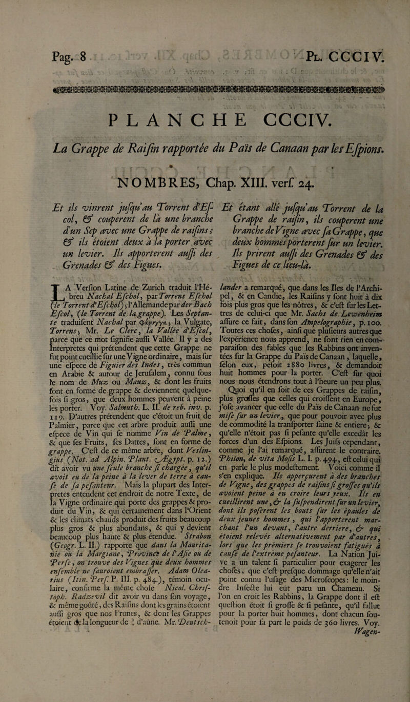 Pag. 8. .1 ’ - Pl. CCCIV. PLANCHE CCCIV. La Grappe de Raijîn rapportée du Païs de Canaan par les Efpions. ,-Vf--., r-N *• r| , ■ r-'j A T.:- N O MB R ES, Chap. XIII. ver£ 24. Et ils tinrent jujquau Torrent dEf col, &amp; confèrent de la une branche d’un Sep aruec une Grappe de raifms s Çtf ils étoient deux à la porter avec un levier. Ils apportèrent aujji des Grenades Çf des Figues. LA Verfion Latine de Zurich traduit l’Hé¬ breu Nachal Efcbol, par Torrens Efchol (,le Torrent d'Efchol) j l’Allemande par der Bach Efcoly (le Torrent de la grappe'). Les Septan¬ te traduifent Nachal par &lt;pdpvyyct-, la Vulgate, TorrensMr. Le Clerc, la Vallée d'Efcof Î&gt;arce que ce mot fignifie aufli Vallée. 11 y a des nterpretes qui prétendent que cette Grappe ne fut point cueillie fur une Vigné ordinaire, mais fur une efpece de Figuier des Indes, très commun en Arabie 6c autour dejerufalem, connu fous le nom de Muz, ou Mauz, 6c dont les fruits font en forme de grappe 6c deviennent quelque¬ fois fi gros, que deux hommes peuvent à peine les porter. Voy. Salmuth. L. II. de reb. inv. p. 119. D’autres prétendent que c’étoit un fruit de Palmier, parce que cet arbre produit aufli une efpece de Vin qui fe nomme Vin de CPaime, 6c que fes Fruits, fes Dattes, font en forme de grappe. C’eft de ce même arbre, dont Veslin- gins (Not. ad Alpin. Fiant. &lt;fÆgypt. p. 12.) dit avoir vu une feule branche fi chargée, qu'il avoit eu de la peine à la lever de terre à eau- fe de fa pefantenr. Mais la plupart des Inter¬ pretes entendent cet endroit de notre Texte, de la Vigne ordinaire qui porte des grappes 6c pro¬ duit du Vin, 6c qui certamement dans Pürient 6c les climats chauds produit des fruits beaucoup plus gros 6c plus abondans, 6c qui y devient beaucoup plus haute 6c plus étendue. Strabon ( Geogr. L. II.J rapporte que dans la Maurita¬ nie ou la Margiane, Frovinc'S de I' Afie ou de Ferfe, on trouve des Vignes que deux hommes enfemble ne fauroient embrajjer. Adam Olea¬ rius (Itin. Ferf P. III. p. 484.), témoin ocu¬ laire, confirme la même chofe. Nicol. Chrif- toph. Radzevil dit avoir vu dans fon voyage, 6c même goûté, des Raifins dont les grains étoicnt aufli gros que nos Prunes, 6c dont les Grappes étoient delà longueur de ’ d’aune. Mr.Deutsch- Et étant allé jufquau Torrent de la Grappe de raijîn, ils coupèrent une branche de Vigne avec fa Grappe, que deux hommes portèrent fur un levier. , Us prirent aujji des Grenades &amp; des Figues de ce lieu-la. lander a remarqué, que dans les Iles de l’Archi¬ pel , 6c en Candie, les Raifins y font fiuit à dix fois plus gros que les nôtres, 6c c’efl: fur les Let¬ tres de celui-ci que Mr. Sachs de Lewenheim aflure ce fait, dans fon Ampelographte, p. 100. Toutes ces chofes, ainfique plufieurs autres que l’expérience nous apprend, ne font rien encom- paraifon des fables que les Rabbins ont inven¬ tées fur la Grappe du Païs de Canaan, laquelle, félon eux, pefoit 2880 livres, 6c demandoit huit hommes pour la porter. C’efl: fur quoi nous nous étendrons tout à l’heure un peu plus. Quoi qu’il en foit de ces Grappes de raifin, plus graflês que celles qui croifiént en Europe, j’ofe avancer que celle du Païs de Canaan ne fut mife fur un levier, que pour pouvoir avec plus de commodité la tranfporter faine 6c entière * 6c qu’elle n’étoit pas fi pefante qu’elle excédât les forces d’un des Efpions. Les Juifs cependant, comme je l’ai remarqué, aflùrent le contraire. Fhilon, de vit a Mofis L. I. p.494, eft celui qui en parle le plus modeftement. Voici comme il s’en explique. Ils apperpurent à des branches de Vigne, des grappes de raifins fi groffes qu'ils avoient peine à en croire leurs yeux. Ils en cueillirent une,&amp; la fu[pendirent fur un levier, dont ils poferent les bouts fur les épaules de deux jeunes hommes , qui l'apportèrent mar¬ chant l'un devant y l'autre derrière, &amp; qui étoient relevés alternativement par d'autres, lors que les prémiers fe trouvaient fatigués à caufe de l'extrême pefanteur. La Nation Jui¬ ve a un talent fi particulier pour exagerer les chofes, que c’efl: prefque dommage qu’elle n’ait point connu l’ufage des Microfcopes: le moin¬ dre Infecte lui eût paru un Chameau. Si l’on en croit les Rabbins, la Grappe dont il efl: queftion étoit fi groflè 6c fi pefante, qu’il fallut pour la porter huit hommes, dont chacun fou- tenoit pour fa part le poids de 360 livres. Voy.