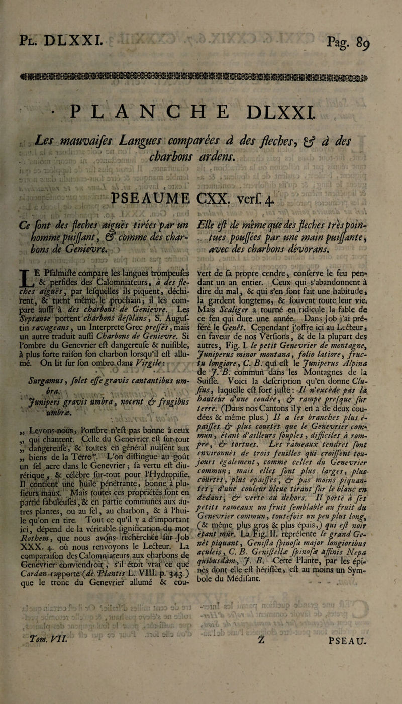 • PLANCHE DLXXI. Les maumifes Langues comparées à des fléchés, rd à des charbons PSEAUME Ce font des fléché J aiguës tirées par un homme puiflant, comme des char¬ bons de Genievre* ) LE Pfalmifté compare les langues trompeufes &amp; perfides des Calomniateurs, à des flé¬ chés aiguës, par lefqüelles ils piquent, déchi¬ rent, &amp; tueht même, lè prochain i il les com¬ pare auffi à des charbons de Genievre. Les Septante portent chârbons défôlâns\ S. Auguf- tin ravageans, un Interprete Grec prejfês, mais un autre traduit aufli Charbons de Genievre. Si Pombre du Genevrier eft dangereufe &amp; nuifible, à plus forte raifon fon charbon lorsqu’il eft allu¬ mé. On lit fur fon ombre dans Virgile : :. • \ vX. * • JL \.JL X. Surgamus, filet effe gravis cantantibus um¬ bra* . , ... 'Juniperi gravis umbra, nocent &amp; frugibus umbrx. &lt; * •** it \ îîf\ X\r\ „ Levons-nous, Pombre n’cfl: pas bonne à ceux ,, qui chantent. Celle du Genevrier efl fur-tout „ dangereufe, &amp; toutes en général nuifent aux „ biens de la Terre’’. L’on diftingue au goût un fel acre dans le Genevrier * fa vertu efl; diu¬ rétique , &amp; célèbre fur-tout pour l’Hydropifie.. Il contient une huilé pénétrante, bonne à plu- fleurs maux. Mais toutes ces propriétés font en partie fàbtfléufeS,&amp; en partie communes aux au¬ tres plantes, ou au fel, au charbon, &amp; à l’hui¬ le qu’on en tire. Tout ce qu’il y a d’important ici, dépend de la véritable iignincation du mot Rothem, que nous avons recherchée fur Job XXX. 4. où nous renvoyons le Leéleur. La comparaifon des Calomniateurs aux charbons de Genevrier cOnviendrûit, é’iï étoit vrai ce que Cardan rapporte (de Biantis L. VIII. p. 343.) que le tronc du Genevrier allumé &amp; cou- , &gt; fi y - é’j &lt; * I . i -'C 1 -V ji •• ‘ J ' f »*- i '-J - !, r-t inU ir-rr L fr\ . r - f e. Hr#in cJP «1 .LU* *•». Tant. VU. ardens. CXX. verf. 4 f * Elle efl de meme que des flèches très poin¬ tues poujjées par une main pmjjante, avec des charbons dévorans* vert de fa propre cendre &gt; conferve le feu pén- dant un an entier. Ceux qui s’abandonnent à dire du mal * &amp; qui s’en font fait une habitude * la gardent longtems, &amp; fouvent toute leur vie* Mais Scaliger a tourné en ridicule la fable de ce feu qui dure une année. Dans job j’ai pré¬ féré le Genêt. Cependant j’offre ici au Ltéleur, en faveur de nos Vêr fions, &amp; de la plupart des autres, Fig. I. le petit Genevrier de montagne, Juniperus minor montana, folio latiore, fruc¬ tu longiore, C. B. qui efl: le Juniperus Alpina de J. B. commun dans les Montagnes de la Suiflè. Voici la defeription qu’en donne Clu- fus, laquelle efl fort jufte : Il «’excède pas U hauteur d'une coudée, &amp; rampe prefque fur terre. (Dans nos Cantons il y en a de deux cou¬ dées &amp; même plus.) Il a les branches plus é- paijfes. &amp; plus courtes que le Genevrier com» mun, étant d'ailleurs fiuples , difficiles à rom¬ pre, ér tortues. Les rameaux tendres font environnés de trois feuilles qui croiffent tou¬ jours également, comme celles du Genevrier commun} mais elles font plus larges, plus courtes, plus epaiffes, &amp; pas moins piquan¬ tes i d'une couleur bleue tirant fur le blanc en dedans, &lt;&amp; verte au dehors. Il porté à fis petits rameaux un fruit femblable au fruit du Genevrier commun, toutefois un peu plus longy (&amp; même plus gros &amp; plus épais,) qui efl noir étant mût. La Fig. U. reprélènte le grand Ge¬ nêt piquant, Gentfla fpinofa major longioribus aculeis j C. B. GeniftelU fpinofig affinis Nepa quibusdam, J. B. Cette Plante, par les épi¬ nes dont elle efl: hériflee &gt; efl au moins un Sym¬ bole du Médifant.