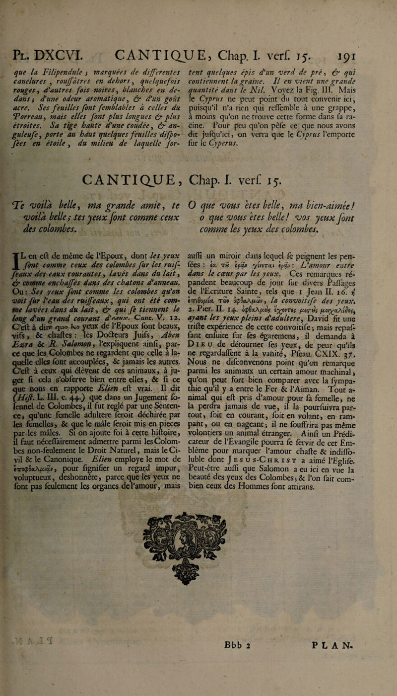 que la Filipendule j marquées de differentes canelures , rouffâtres en dehors, quelquefois rouges, d'autres fois noires, blanches en de¬ dans} d'une odeur aromatique, acre. Ses feuilles font femblables à celles du Porreau, mais elles font plus longues &amp; plus étroites. Sa tige haute d’une coudée, &amp; an- guleufe, porte au haut quelques feuilles difpo- fées en étoile, du milieu de laquelle for- CANTIQUE, Te voila belle, grande amie, te voilà belle i tes feux font comme ceux des colombes. IL en eft de même de l’Epoux, dont les yeux font comme ceux des colombes fur les ruif- feaux des eaux courantes, lavés dans du lait, &amp; comme encloajfés dans des chatons d’anneau. Ou: Ses yeux font comme les colombes qu’on voit fur l’eau des ruiffeaux, qui ont été com¬ me lavées dans du lait, &amp; qui fe tiennent le long d’un grand courant d’****#• Cant. V. 12. C’eft à dire que Ica yeux de l’Epoux font beaux, vifs j &amp; chaftes : les Doéteurs Juifs, Ab en Ezra &amp; R. Salomon, l’expliquent ainfi, par¬ ce que les Colombes ne regardent que celle à la¬ quelle elles font accouplées, &amp; jamais les autres. C’eft à ceux qui élèvent de ces animaux, à ju¬ ger fi cela s’obferve bien entre elles, &amp; fi ce que nous en rapporte Elien eft vrai. Il dit ÇHift. L. III. c. 44..) que dans un Jugement fo- lennel de Colombes, il fut réglé par une Senten¬ ce , qu’une femelle adultéré feroit déchirée par les femelles , &amp; que le mâle feroit mis en pièces par les mâles. Si on ajoute foi à cette hiftoire, il faut néceflairement admettre parmi les Colom¬ bes non-feulement le Droit Naturel, mais le Ci¬ vil &amp; le Canonique. Elien employé le mot de hroipôaAwjct», pour lignifier un regard impur, voluptueux, deshonnête, parce que les yeux ne font pas feulement les organes de l’amour, mais tent quelques épis d'un verd de pré, &amp; qui contiennent la graine. Il en vient une grande quantité dans le Ntl. Voyez la Fig. III. Mais le Cyprus ne peut point du tout convenir ici, puisqu’il n’a rien qui reiïèmble à une grappe, à moins qu’on ne trouve cette forme dans fa ra¬ cine. Pour peu qu’on pèfe ce que nous avons dit jufqu’ici, on verra que le Cyprus l’emporte fur le Cyperus. Chap. I. verf 15. O que vous et es belle, ma bien-aimée ! b que vous et es belle! vos yeux font comme les yeux des colombes. aufîl un miroir dans lequel fe peignent les pen- fees : gît xa opcLv ymrcui epdv : L’amour entre dans le cœur par les yeux. Ces remarques ré¬ pandent beaucoup de jour fur divers Pafîâges de l’Ecriture Sainte, tels que i Jean II. 16. jf louQu/xia. rav oçQaXpcav, la convoitife des yeux» 2. Pier. II. 14. è^OVTtS (JLOl'gy.XlSoç, ayant les yeux pleins d’adultéré, David fit une triftc expérience de cette convoitife -, mais repal- fant enfuite fur fes égaremens, il demanda à Die u de détourner fes yeux, de peur qu’ils ne regardaffent à la vanité, Pfeau. CXIX. 37. Nous ne difeonvenons point qu’on remarque parmi les animaux un certain amour machinal, qu’on peut fort bien comparer avec la fympa- thie qu’il y a entre le Fer &amp; l’Aiman. Tout a- nimal qui eft pris d’amour pour fa femelle, ne la perdra jamais de vue, il la pourfuivra par¬ tout, foit en courant, foit en volant, en ram¬ pant , ou en nageant ; il ne fouffrira pas même volontiers un animal étranger. Ainfi un Prédi¬ cateur de l’Evangile pourra fe fervir de cet Em¬ blème pour marquer l’amour chafte &amp; indiïïo- luble dont Jésus-Christ a aimé l’Eglife. Peut-être aufîi que Salomon a eu ici en vue la beauté des yeux des Colombes; &amp; l’on fait com¬ bien ceux des Hommes font attirans. X