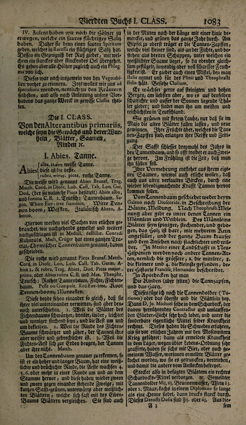 IV. 5ulet$t labert wir nod) hie Holser $u \ erwegen/ welche ein faureo fTücbttgee ©alt* haben. Söal>cc fle Denn einen fauren Spiritum geben, wdd>er in Receflu ein flüchtiges ©alfc ©cffen ein®e$eugnig Der £Kug giebet/ 'mit web ehern ein flardes aber flindenDes £>el flbergehct. €s geben aber alle £ol£er jugleicb auch ein Phieg ma non pd). tiefes war noch insgemein bon Den Vegetabi- lien borher ju erinnern. 3e^t wollen wir uns ad fpcciaüora tt>enöen/nemlich $u Den Krautern felbflen/ unD alfo nach Anleitung unferS S3or# habens Das ganheSBcrd in gewijfe Chiles th*i' len. $te I. CLASS. SSonfcenAlterantibus primariis, welche fet/n Die ©unD Demilßuvs Mn, SBlätter, ©«amen, Sftn&amp;en je. I. Abies. Sanne. A falba,g\«r>j weiflfe ^anne. Abies<! Diefe ifl Die befle. [ rubra, 7r»ruf. picea, töthe^anne. ©le weijfe witD genannt Abies Brunsf. Trag, Matth. Cord, in Diofc. Lob. Call. Tab. Lon, Ger. Dod. (Der fie nielmcbr Picea betittelt) Abies alba, imöfeminaC.B. 2.$:eutfch: ^annenbaum. Sa- pin. White Firr- tree fceminin, - Witte 3Den* inen boom/. Wijffcn. 3talianifc&amp; Abeto. a- bezzo. ^jleroon werben Diel ©ach« ton etlichen ge# brauchet/wie nachgebenDS gemelDet unD weitert nad)jufd)lag<n ifl in Medull. deftilht. Conradi ^ubnraDS. Mich.Crüger l>at einen ganzen ^:ca# ctat/ Cbpmtfcher (Eannenbaum genannt/ Dabon gefd>rieben. ©ie rotbe WirD genannt Picea Brunsf. Matth. Cord, in Diofc, Lon. Lob. Call. Tab. Germ. A- bies 1. &amp; rubra, Trag. Abies, Dod. Picea major, prima, oDer Abies rubra C. B. unD Mas. Theophr. .^eutfch: üvotber ^aitnenbaum/ gichte/ gicbten# bauttl. PefTe ou Gampolt. Red Firr- tree. KOOC 2)ennembootn/ tYJanneEen. ©iefe bepDe fel>en einanDer fo gleich / Dag fle ihrer bieluntereinanDer oerwirren/ finD aber Den# noch unterfchicDen. c 1. 2Beil Die glatter Des gicbtenbaums fcbwacber/ breiter/ UnDer; leichter unD weniger flecbenDfepn t unDDie?lefl um unD um befleißen. 2. Stßeil Die ÜUnDe Des gichten# SöaumS fchwar^er unD jäher/ Der ^annert ifete aber weiffcr unD gebrechlkber ifl. 3. 2B*il Die gichten*2lefl fid) $ur §tDen beugen/Der bannen .aber ihre nicht. Matth. Um Den (Earmenbaum genauer ju ernennen/ fo ifl er ein hob« unD langer 33aum/ hat eine wei§# lichte unb bruchichte 3vinDe/Dle 5lefle wachfen 4. 5.6. ober mehr in einer CRunDe um unD an Dem ©tamme hereor, unD Diefe haben wieber jween unD jween gegen einanDer flebenDe 3welgef mit furzen ©affhgrünen, unterwarf aber weiglicb# len flattern / welche fleh faft mit Des £iben* Sßaums flattern Dergleichen. ©te flnD auch in Der Bitten nach Der£ange mit einer Sinie be# merdet/unD grünen Das ganhe3öb* Durch- 51m ©ipfelju oberfl traget er Die ^annen*3apff« / welche Diel deiner finD/ als an Der gichtC/unDbe# fleh« aus breiten ©chuppen/ unter weldjen ein weiglicbter ©aatne lieget/ fo Da obenher gleich# fam geflügelt/ inwenDig aber doH fchar ffer geuch# tigfeit ifl. 6r giebet auch einen ^tiflel/ Den man Rehs nennet unD für Deä PHnii unD Thcophrafti ftelis halt* 33e)iehe ciufium. wdchfet gerne auf flelnigfen unD hoh^n bergen/am llebflen aber, wo eD auf Denfeiben fd)attichte unD aufferDer©onnen liegcnDe ^hd^ (er giebet; unD fiinDet man ihn am meiflen unD reichlichflen in 5;eutfchlanD. 0te grünen mit fletetnSaube/ nur Dafl fie im ^a/o Die alten glatter fallen lajfen, unD neue gewinnen. 3h** grüchte aber, welches Die ^an# nen^Sapffen finD/ erlangen ihre Dveiffe unD gung. 3)er ©ajft fchieflfet Drepmahl Des 3<*htS ln Den^annenbaum/ unD fo offt treibet er auchS^c^ ge h^Dor. 3m grühling ifl Die Seit / Da§ man ihn fdüen foll. 3bre Vermehrung entflehef aus Ihrem eige* nen @aamen; wiewol auch etliche wollen / Dag auch aus alten berfaulten ^Slrcfen / Durch eine wieDer lebenDigmachenDe ^rafft bannen h^Doc kommen follen* Vomiannenbaum gefchiehet weher bepm Galeno noch Diofcoride, in öefchretbung her 23dume/ tTJelhung« tTad) Theophrafti Vfiei* nung aber gibt ea unter henen iannen ein tllannlein unh TPeibletn. 2)ea tndnnleina glatter fepnfptQiger/ flechenher; unh gebo# gen; hao ^ol$ ifl hart/ mit mehrerm Äern angefüüet, unh her gan^e 23aum fraufer unh hem 31nfehen nad> flachlichter unh wtU her. 3n Mexico einer Hanhfcbafft in tTeu^ ^ifpamen werben noch anhere ciannen#2(r<» ten/nemlich hie grdflere, 2, hie mittlere, 3. hie kleinere unh 4. hiefletnflegefunhen/ he# rer ^iflorie Francifc, Hernandez hejchreibet. 3n 4pothecfen hat man £>ie Äinhen (aber feiten) hie (Cannjapfen/ unh hao^arg. S)iefen füge ich noch DieCannenholher ( Tu- riones) oDer Das oberfle unD Die ^(dttlein bep. ®ann D. Jo. Michael felbe in Dem©charbocf; Der Daoon h^rrührenDen Contradur unD umlauffen# Den ©lieDer#0icht fehrh^ch lobet/ unD unter Die fonDerbare eigentliche Mittel felber Ärancfhdt rechnet. ®iefes höben Die ©chweDen erfahren/ alsfieoor etlichen Sahten mit Den SRofcowiteru ^rieg geführet: Dann als ermelDete Ärancfheil in Dem £ager; wegen übler SebenS^£)rDnung fehc grafftrte/haben fie fichs mit^ier/ oDer aud) ge# meinem‘j&amp;ajfer/WorinuenermelDte glatter ge* focbet worDen/ wo fie es gewunden; betrieben/ unD Damit Die anDerebom5lnfledenbefrepef. ©tedet alfo in befagten flattern ein red)tes ©charbods^ittel Derborgen. ©emelDter ^tannenDolDer Mij. üj. Brunnen waffer, ^Eßein 5 j. oDer2.9)?aaS/loiis in einem Diplomate fo lange als eine dpenne fleDet/ Dann Druds flard Durch, ©iefes Deeodi Dofis finD i«j. oDer üj. 51us Die# ?! 3 fern