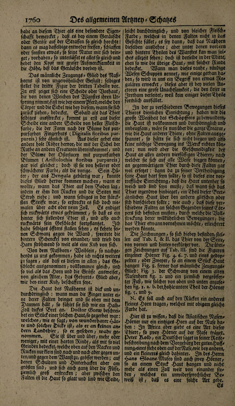 habe an biefem $(?*** als eine befonbere ©gen# fcgafTt bemerket , Dag es bep einem ©erdufcge ober ©etofe auf Der ©tragen fo gleich borgte: bann es magbaffelbigeentmebcrfreffen, fcglaffen ober fongen etmaS, fo feine Statur mit fich brin# gct, oorbaben, fo unterldgeteSalleSfogleicbunb bebet Den $opf mit grofer 2lufmerc£famfeit in Die #bbe/ big Das ©erdufcge oorbep ig. £>aS männliche ZeugungS# ©lieb beS 9taß# bornS ig oon ungemognlicher ©egalt: felbigeS gellet Die Dritte $jigur Der Driften Tabelle oor. gn erg geiget gd> eine ©cgeibe ober Vorhaut/ Die oon Denen Reichen Des langes ihren Ur# fprung nimmt,fag mie bei? einem^ferb/melcge Den (Eorper unb Die ©cbel mie bet? biefem, mann ge geh juruct fliegen, bebeefet. ©obalb als bas ^bier felbigeS au^greefet, fomrnt flu erg aus biefer ©d>eibe eine anbere ©cbeibe oon heller Jleifcb# färbe, Die Der Jorm nach Der £5lume Des pur# putfarben ^i^gerbutö (Digitalis floribus pur¬ pureis ) febr ähnlich ig» ms biefer gehet eine anbere hole 0vobre beroor,bie mit Der ©cgel Der 0vuthe an anbern Kreaturen übereintommet, unb Der £$lume Der ögetlucep mit purpurfarben Blumen ( Ariftolochia floribus purpureis) gar oiel gleichet; Doch ig ge oon hellerer ober fehmdegerer Sarbe, a($ Die oorige. ©ein £ü# tcr / Der aus £>enaala gebürtig mar, konnte biefer ©lieb geroor fotnmen machen, mann er moüte, mann Das ^bier auf Dem $8oben lag, inbem er ihm Den 0vucfen unb Die ©eiten mit ©froh riebe; unb mann felbigeS in Der garcf# gen ©teiffe mar, fo ergreefte es geh Doch nie# malen über acht ober neun Zoll. £S enbiget fich ruefmarts etmaS gefrümmet, fo Dag es ein hinter geh gellenbes ^gier ig, unb alfo auch ruefmarts fein ©efd?lecgt fortpflanfeet* 3<h habe felbigeS offterS gallen fehen , es fegrte fei# neu ©egmans gegen Die ‘äBanb, fpreitete Die hintern ©chencfel oon einanber, unb trieb Den #arn gröhmenb fo meit als eine $ug oon geh» S3on Dem 9*aghorn# ^eiblein, fo naegge# genbS flu un$ getommen, habe ich nichts meiterS in fagen, als Dag eS biefem in allen , bas ©e# fd>led5t ausgenommen, oollfommcn gleich, unb fo oicl als Das $orn anh Die ©rojfe ausmeifet, oon gleichem Filter, bas ©eburts# ©lieb aber, mic bet? einer $ug, befegaffen fepe. T)it #aut Des 9*a§horns ig bief unb un# burchbringlich: mann man Die Ringer unter ei# ne Derer Salten bringet unb ge oben mit Dem Räumen half, fo fühlet ge geh mie ein $alb# Soll DicfeS ^5ret an. Do&amp;or (Bveto befebrei* bet ein ©tuef einer folcgen #aut,fo gegerbet mar: welcfoee, mie er fagt, von wunberbarer^dr# te unb fold?er £>iefe ig, als er an feinen an# bern HanDtgier, fo er gegeben, wahr ge# nommen* ©ie ig über unb über, mehr ober meniger, mit einer harten 0vinbe, als mit fooiel ©rinben bebeefef, melcbe oben auf Den harten unb 0vucf en nur flein gnb,nad? unb nach aber gegen un# ten,unb gegen Dem SSBang flu, groffer merben; auf Denen ©cgultern unb ^?inferbacfen aber am grogen ftnb, unb geh auch ganfe über Die Söffe, itemltcb grog ergreifen ; aber jmifdjen Den Salten ig Die #aut fo glatt unb linb mie©eibe, leicht burchbringlich, unb oon bleicher Sleifch* Sarbe, melches in Denen Salten nicht in Das ©egegte fallet, es fep bann, Dag Das Sftagborn btefelben ausbehne; aber unter Denen oorbertt unb hintern ^heilen Des ^Banges fan man |ol# cgeS allejeit fegen; Doch ig berfelbe in bereifte, eben fo mie Die übrige Jpaut, mit folcger 0vinDe bebeefef» ‘äBann man btefeS rauhe, rdubige ^efen ©chuppen nennet, mie einige gethan ha* ben, fo mirb in uns ein begriff oon etmas 0Ce* guldren ermeefet, biefes aber ig bet? oielen 2lu* ctoren eine grofe Unacptfamfeit, Die ben €ejer in 3rrthum oerleitet, meil fein einiger bieferc^heile förmlich ausfdllef. 3n Der ju oerfchiebenen ^5emegungen biefes ^hiereS Dienlichen ©nrichtung, haben mir Die groffe Feigheit Des ©cfcopffero jubemunbern^ Die $aut ig oollfoinmen unb burchbringlich unö ttnbeugfam, mare ge nun über Die ganje ©reatur/ mie Die $autanberer‘Sglere, ohne Salten ausge# fpannet, fo hatte ge geh nicl?t biegen unb alfo feine notgige Q5emegung ins ^Bercf richten fon# nen; nun mirb aber Die ©efegmeibigfeit beo ^)aut an allen anbern oierfuffkjen agieren, nach melcger ge geh auf alle äBeife biegen fonnen / an gegenmdrtigem $f?ier hureg biefe Salten gar mol erfe^et:»bann Da $u feiner QJertgeibigung feine #aut hart fet?n follte, fo ig biefes eine oor* trefflidbe Einrichtung, Dag Die ^?aut untenge^ fo meid? unb linb fet?n muge, Dag mann geh Das $gier irgenbmo ginbieget, ein ^geil biefer ^ret# ähnlichen ^)auf über ben anbern glitfcgcn ober geh ginfegieben follte; mie auch, Dag biefe oer* fegiebene Salten an folcgen ©egenben feines (f or# perS fich beftnben mugen, Durch melche Die QBoll# grtefung Derer miHfugrlicgen ^emeg'ungen, Die bas $bier etmannoornehmenmod?te, erleichtert merben fonnte» 3)ic Zeichnungen, fo geh hiebe»? begnbem gel* len auf Tab. I. &amp; 11. bas ^gier oon Der ©eite/ oon oornen urtb hinten oerfur^et oor. S)teubri* gen Zeichnungen auf Tab. III. gnb Die Soweit einzelner Corner Fig. 4. s. 7. unb eines gebop# pelten, ober Z^eper, fo an einem ©tuef ^)auf gangen Fig. 8. ferner bas männliche ZeugungS# ©lieb: Fig. 3. Der ©cgman| oon einem alten ^afengorn fig. 2. unb ein jiemltcg oergroger# ter Sug, mie folcger oon oben unb unten anjufe# gen fig. 1. a. b.ber.gogle untere ^geil Der Corner fig. ^» unb 9. N. €s foll au^ auf ben Üvucfett ein anberes f (eines ^)orn tragen, meld;es mit obigem gleiche Sarbe hat. ^)ier ig $u miffen, bag Die 5lgatifcgen 9^afen# Corner nur ein einfeiges »porn auf Der 0^afe ga* ben : 3n 5lfrica aber giebt es eine 5lrt biefer agiere, fo smep »porner auf Der 9tafe traget. Peter Äolb, ein J>cutfcger faget in feiner 0vcife* befegreibung nach Dem ^orgebürg Der guten^ojf# nung,eines gehe oben auf Dcr9?afe,mie bep anberm unb ein fleinereS gleich Dahinter. 3n Des ^)errn <bane ©loane^ufeo gnb aud? jmep »phrner/ fo an einem ©tuet »paut gangen unb nicht megr als einen Zoll meit oon einanber ge* gen , melcges ein unmiberfprecglicher Q$e* meig ig, Dag es eine folcge 5lrt gebe.