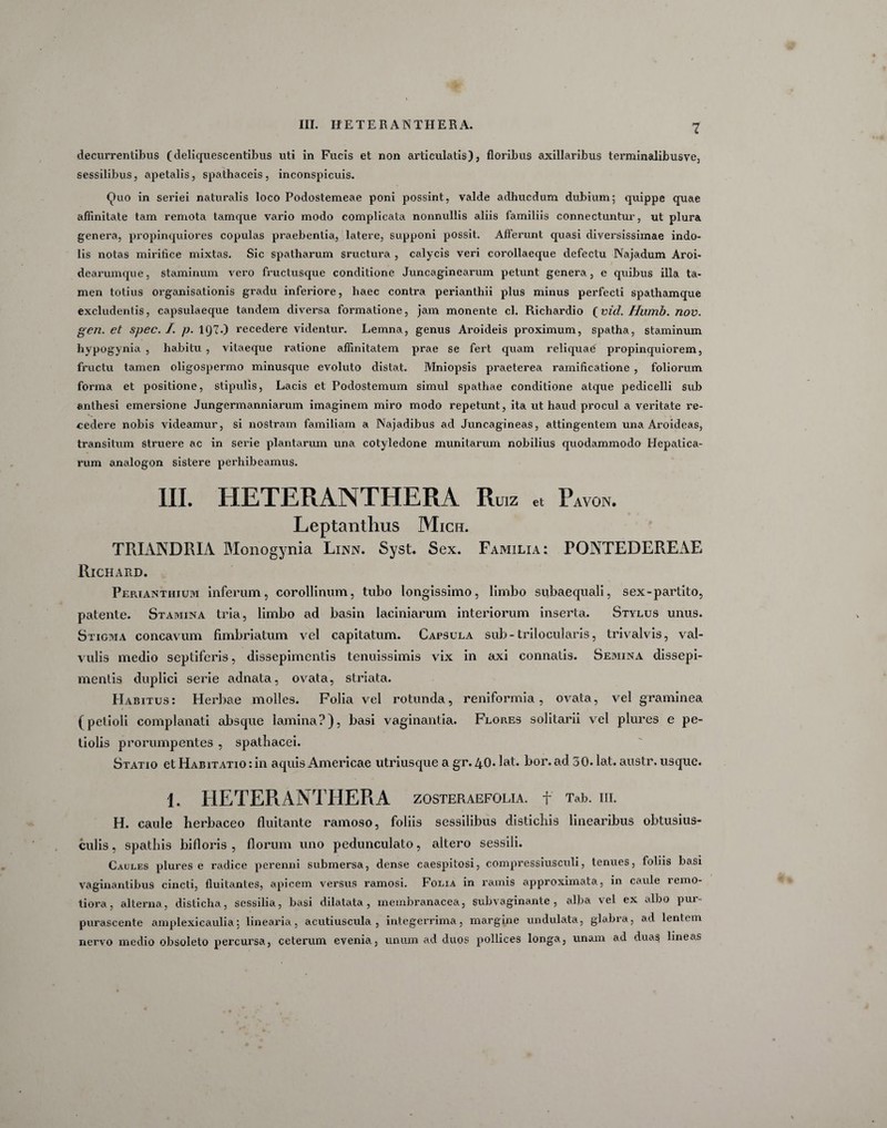 decurrentibus (deliquescentibus uti in Fucis et non articulatis), floribus axillaribus terminalibusve, sessilibus, apetalis, spathaceis , inconspicuis. Quo in seriei naturalis loco Podostemeae poni possint, valde adhucdum dubium; quippe quae affinitate tam remota tamque vario modo complicata nonnullis aliis familiis connectuntur, ut plura genera, propinquiores copulas praebentia, latere, supponi possit. Afferunt quasi diversissimae indo¬ lis notas mirifice mixtas. Sic spatharum sructura , calycis veri corollaeque defectu Najadum Aroi- dearumque, staminum vero fructusque conditione Juncaginearum petunt genera, e quibus illa ta¬ men totius organisationis gradu inferiore, haec contra perianthii plus minus perfecti spathamque excludentis, capsulaeque tandem diversa formatione, jam monente cl. Richardio (vid. Hwnb. nov. gen. et spec. /. p. 19?*) recedere videntur. Lemna, genus Aroideis proximum, spatha, staminum hypogynia , habitu , vitaeque ratione affinitatem prae se fert quam reliquae propinquiorem, fructu tamen oligospermo minusque evoluto distat. Mniopsis praeterea ramificatione , foliorum forma et positione, stipulis, Lacis et Podostemum simul spathae conditione atque pedicelli sub anthesi emersione Jungermanniarum imaginem miro modo repetunt, ita ut haud procul a veritate re¬ cedere nobis videamur, si nostram familiam a Najadibus ad Juncagineas, attingentem una Aroideas, transitum struere ac in serie plantarum una cotyledone munitarum nobilius quodammodo Hepatica¬ rum analogon sistere perhibeamus. III. HETERANTHERA Ruiz « Pavon. Leptantlius Mich. TRIANDRIA Monogynia Linn. Syst. Sex. Familia: PONTEDEREAE Richard. Perianthium inferum, corollinum, tubo longissimo, limbo subaequali, sex-partito, patente. Stamina tria, limbo ad basin laciniarum interiorum inserta. Stylus unus. Stigma concavum fimbriatum vel capitatum. Capsula sub - trilocularis, trivalvis, val¬ vulis medio septiferis, dissepimentis tenuissimis vix in axi connatis. Semina dissepi- mentis duplici serie adnata, ovata, striata. Habitus: Herbae molles. Folia vel rotunda, reniformia, ovata, vel graminea (petioli complanati absque lamina?), basi vaginantia. Flores solitarii vel plures e pe¬ tiolis prorumpentes , spatbacei. Statio et Habitatio : in aquis Americae utriusque a gr. 40- lat. bor. ad 30. lat. austr, usque. 1. HETERANTHERA ZOSTERAEFOLIA. f Tab. III. H. caule herbaceo fluitante ramoso, foliis sessilibus distichis linearibus obtusius- culis, spathis bifloris , florum uno pedunculato, altero sessili. Caules plures e radice perenni submersa, dense caespitosi, compressiusculi, tenues, foliis basi vaginantibus cincti, fluitantes, apicem versus ramosi. Folia in ramis approximata, in caule remo¬ tiora, alterna, disticha, sessilia, basi dilatata, membranacea, subvaginante , alba vel ex albo pur¬ purascente amplexicaulia; linearia, acutiuscula , integerrima, margine undulata, glabra, ad lentem nervo medio obsoleto percursa, ceterum evenia, unum ad duos pollices longa, unam ad duas lineas