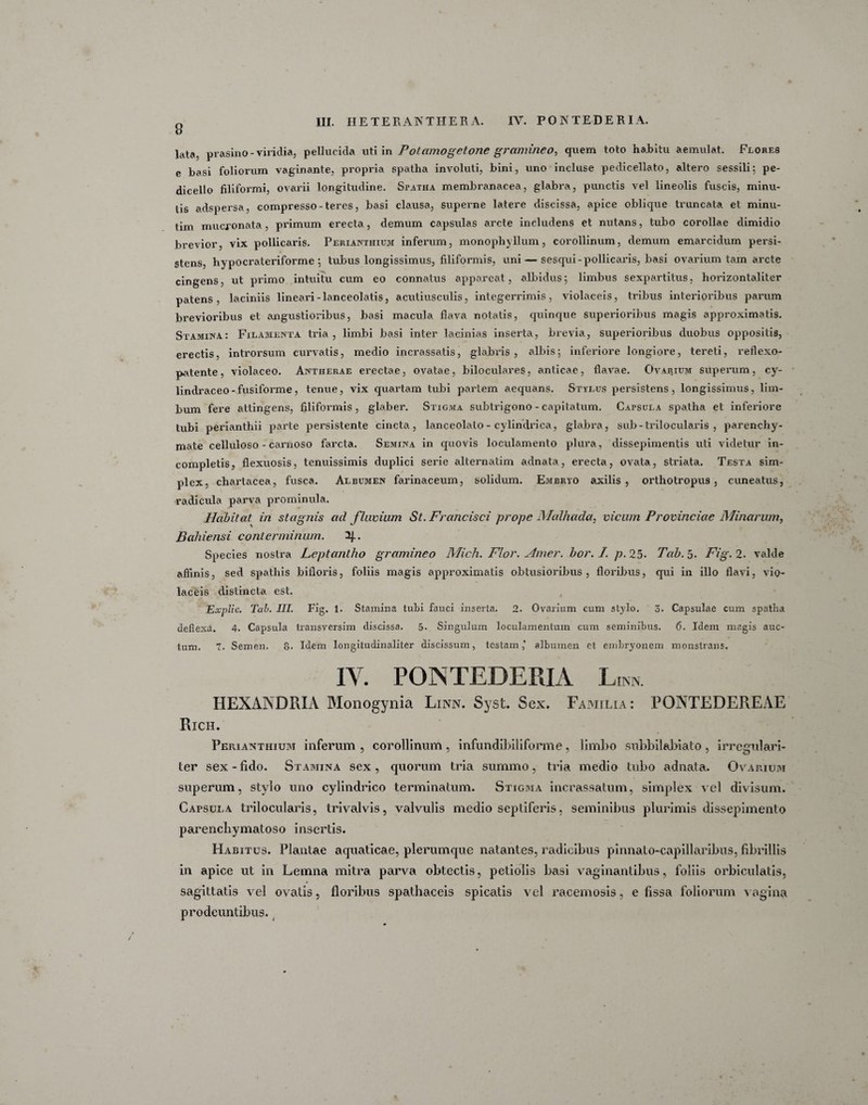 8 lata, prasino - viridia, pellucida uti in Potamogetone gramineo, quem toto habitu aemulat. Flores e basi foliorum vaginante, propria spatha involuti, bini, uno incluse pedicellato, altero sessili; pe- dicello filiformi, ovarii longitudine. Spatha membranacea, glabra, punctis vel lineolis fuscis, minu¬ tis adspersa, compresso-teres, basi clausa, superne latere discissa, apice oblique truncata et minu- tim mucronata, primum erecta, demum capsulas arcte includens et nutans, tubo corollae dimidio brevior, vix pollicaris. Perianthium inferum, monophyllum, corollinum, demum emarcidum persi¬ stens, hypocrateriforme ; tubus longissimus, filiformis, uni — sesqui-pollicaris, basi ovarium tam arcte cingens, ut primo intuitu cum eo connatus appareat, albidus; limbus sexpartitus, horizontaliter patens, laciniis lineari-lanceolatis, acutiusculis, integerrimis, violaceis, tribus interioribus parum brevioribus et angustioribus, basi macula flava notatis, quinque superioribus magis approximatis. Stamina: Filamenta tria, limbi basi inter lacinias inserta, brevia, superioribus duobus oppositis, erectis, introrsum curvatis, medio incrassatis, glabris, albis; inferiore longiore, tereti, reflexo- patente, violaceo. Antherae erectae, ovatae, biloculares, anticae, flavae. Ovarium superum, cy- lindraceo - fusiforme, tenue, vix quartam tubi partem aequans. Stylus persistens, longissimus, lim¬ bum fere attingens, filiformis, glaber. Stigma subtrigono - capitatum. Capsula spatha et inferiore tubi perianthii parte persistente cincta, lanceolato - cylindrica, glabra, sub - trilocularis , parenchy¬ mate celluloso - carnoso farcta. Semina in quovis loculamento plura, dissepimentis uti videtur in¬ completis, flexuosis, tenuissimis duplici serie alternatim adnata, erecta, ovata, striata. Testa sim¬ plex, chartacea, fusca. Albumen farinaceum, solidum. Embryo axilis , orthotropus, cuneatus, radicula parva prominula. Habitat in stagnis aci fluvium St. Francisci prope Malhada, vicum Provinciae Minarum, Bahiensi conterminum. 2J.. Species nostra Leptantho gramineo Mich. Flor. Amer. bor. /. p. 25- Tab. 5* Fig. 2. valde affinis, sed spathis bifloris, foliis magis approximatis obtusioribus, floribus, qui in illo flavi, vio¬ laceis distincta est. Explic. Tab. III. Fig. 1. Stamina tubi fauci inserta. 2. Ovarium cum stylo. 3. Capsulae cum spatha deflexa. 4. Capsula transversim discissa. 5- Singulum loculamentum cum seminibus. 6. Idem magis auc¬ tum. 1. Semen. 8. Idem longitudinaliter discissum, testam,’ albumen et embryonem monstrans. IV. PONTEDERIA L,m HEXANDRIA Monogynia Linn. Syst. Sex. Familia: PONTEDEREAE Rich. Perianthium inferum , corollinum, infundibiliforme, limbo subbilabiato, irregulari- ter sex-fido. Stamina sex, quorum tria summo, tria medio tubo adnata. Ovarium superum, stylo uno cylindrico terminatum. Stigma incrassatum, simplex vel divisum. Capsula trilocularis, trivalvis, valvulis medio septiferis, seminibus plurimis dissepimento parenchymatoso insertis. Habitus. Plantae aquaticae, plerumque natantes, radicibus pinnato-capillaribus, fibrillis in apice ut in Lemna mitra parva obtectis, petiolis basi vaginantibus, foliis orbiculatis, sagittatis vel ovatis, floribus spathaceis spicatis vel racemosis, e fissa foliorum vagina prodeuntibus.