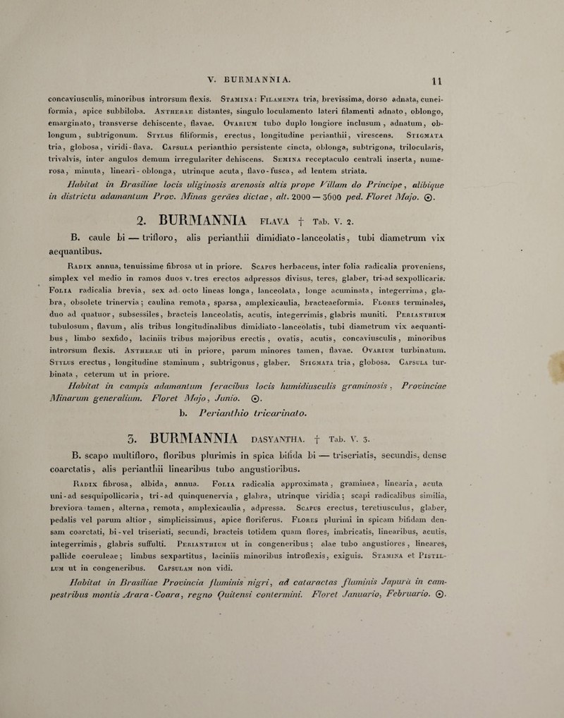 concaviusculis, minoribus introrsum flexis. Stamina : Filamenta tria, brevissima, dorso adnata, cunei¬ formia , apice subbiloba. Antherae distantes, singulo loculamento lateri filamenti adnato, oblongo, emarginato, transverse dehiscente, flavae. Ovarium tubo duplo longiore inclusum, adnatum, ob¬ longum, sublrigonum. Stylus filiformis, erectus, longitudine perianthii, virescens. Stigmata tria, globosa, viridi-flava. Capsula perianthio persistente cincta, oblonga, subtrigona, trilocularis, trivalvis, inter angulos demum irregulariter dehiscens. Semina receptaculo centrali inserta, nume¬ rosa, minuta, lineari - oblonga, utrinque acuta, flavo-fusca, ad lentem striata. Habitat in Brasiliae locis uliginosis arenosis altis prope Villam do Principe, alibique in districtu adamantum Prov. Minas gerdes dictae, ait. 2000 — 3600 ped. Floret Majo. 0. 2. BURMANNIA FLAVA f Tab. V. 2. B. caule bi— trifloro, alis perianthii dimidiato - lanceolatis, tubi diametrum vix aequantibus. Radix annua, tenuissime fibrosa ut in priore. Scapus herbaceus, inter folia radicalia proveniens, simplex vel medio in ramos duos v. tres erectos adpressos divisus, teres, glaber, tri-ad sexpollicaris. Folia radicalia brevia, sex ad octo lineas longa, lanceolata, longe acuminata, integerrima, gla¬ bra, obsolete trinervia; caulina remota, sparsa, amplexicaulia, bracteaeformia. Flores terminales, duo ad quatuor, subsessiles, bracteis lanceolatis, acutis, integerrimis, glabris muniti. Perianthium tubulosum, flavum, alis tribus longitudinalibus dimidiato-lanceolatis, tubi diametrum vix aequanti¬ bus , limbo sexfido, laciniis tribus majoribus erectis , ovatis, acutis, concaviusculis, minoribus introrsum flexis. Antherae uti in priore, paimm minores tamen, flavae. Ovarium turbinatum. Stylus erectus , longitudine staminum , subtrigonus, glaber. Stigmata tria, globosa. Capsula tur¬ binata , ceterum ut in priore. Habitat in campis adamantum feracibus locis humidiusculis graminosis, Provinciae Minarum generalium. Floret Majo, Junio. 0. b. Perianthio tricarinato. 3. BURMANNIA DASYANTHA. f Tab. V. 3. B. scapo multifloro, floribus plurimis in spica bifida bi — triseriatis, secundis, dense coarctatis, alis perianthii linearibus tubo angustioribus. Radix fibrosa, albida, annua. Folia radicalia approximata, graminea, linearia, acuta uni-ad sesquipollicaria, tri-ad quinquenervia , glabra, utrinque viridia; scapi radicalibus similia, breviora tamen, alterna, remota, amplexicaulia, adpressa. Scapus erectus, teretiusculus, glaber, pedalis vel parum altior , simplicissimus, apice floriferus. Flores plurimi in spicam bifidam den¬ sam coarctati, bi-vel triseriati, secundi, bracteis totidem quam flores, imbricatis, linearibus, acutis, integerrimis, glabris suffulti. Perianthium ut in congeneribus; alae tubo angustiores , lineares, pallide coeruleae; limbus sexpartitus, laciniis minoribus introflexis, exiguis. Stamina et Pistil¬ lum ut in congeneribus. Capsulam non vidi. Habitat in Brasiliae Provincia fluminis nigri, ad cataractas fluminis Japurii in cam¬ pestribus montis Arar a - Coara, regno Quit ensi contermini. Floret Januario, Februario. ©.