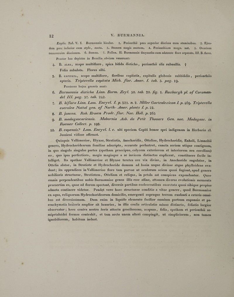Explic. Tab. V. I. Burmannia bicolor. 1. Perianthii pars superior discissa cum staminibus. 2. Ejus¬ dem pars inferior cum stylo, aucta. 3. Stamen magis auctum, 4. Perianthium magn. nat. 5. Ovarium transversim discissum. 6. Semen. 7- Pollen. II. Burmannia dasyantha cum adstante flore separato. III. B. flava. Praeter has depictas in Brasilia obviam venerunt: 4. B. alba, scapo multifloro, spica bifida disticha, perianthii alis subnullis. f Folia subulata. Flores albi. 5. B. cAriTATA, scapo multifloro, floribus capitatis, capitulis globosis subbifidis , perianthiis apteris. Tripterella capitata Midi. flor. Amer. I. tab. 3. pug. 19. Praeterea hujus generis sunt: 6. Burmannia disticha Linn. Burm. Zeyl. 50. tab. 20. fig. 1. Boxburgh pl. of Coroman- del 111. pag. 37. tab. 242. 7. B. biflora Linn. Lam. Encycl. I. p. 521. n. 2. Miller Gartenlexicon 1. p. 469. Tripterella coerulea Nultal gen. of North- Amer, piants I. p. 22. 8. B. juncea. Bob. Brown Prodr. flor. Nov. Holi. p. 265 9. B. madagascariensis. Maburnia Aub. du Petit Thouars Gen. nov. Madagasc. in Boemer Collect. p. 1Q8- 10* B. capensis? Lam. Encycl. I. c. ubi speciem Capiti bonae spei indigenam in Herbario cl. Jussieui vidisse affirmat. Quisquis Vallisncriae, Blyxae, Stratiotis, Anacharidis, Otteliae, Hydrocliaridis, Enhali, Limnobii genera, Hydrocliaridearum familiae adscripta, accurate perlustret, cuncta seriem utique contiguam, in qua singula singulas partes (spatham praecipue, calycem exteriorem et interiorem seu corollam) eo, quo ipsa perfectiora, magis magisque a se invicem distinctas explicent, constituere facile in- telliget. Ita spathae Vallisneriae et Blyxae teretes ore vix diviso, in Anacharide angulatae, in Ottelia alatae, in Stratiote et Hydrocharide demum ad basin usque divisae atque phylloidcae eva¬ dunt; ita appendices in Vallisneriae flore tam parvae ut oculorum aciem quasi fugiant, apud genera nobilioris structurae, Stratiotem, Otteliam et reliqua, in petala sat conspicua expanduntur. Quae omnia perpendentibus nobis Burmanniae genus illis esse affine, attamen diversa evolutionis momenta praesertim ea, quae ad florem spectant, diversis partibus coalescentibus coarctata quasi sibique propius admota continere videtur. Pendet vero haec structurae conditio a vitae genere, quod Burmanniae ex aqua, reliquarum Hydrocharidearum domicilio, emergenti supraque terram exulanti a ceteris omni¬ bus est diversissimum. Dum enim in liquido elemento facilior omnium partium expansio et pa¬ renchymatis laxioris amplior sit luxuries, in illis caulis articulatio minus distincta, foliatio largior observatur; haec contra nostra aeris attactu gracilescens, scapum, folia, spatham et perianthii se- mipetaloidei formas contrahit, et tam arcte unam alteri compingit, ut simpliciorem, non tamen ignobiliorem, habitum induat.