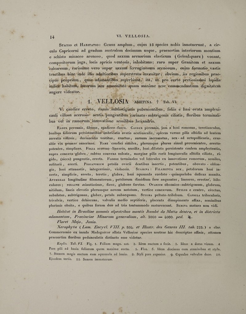 Statio et Habitatio: Genus amplum, cujus 18 species nobis innotuerunt, a cir¬ culo Capricorni ad gradum australem decimum usque, praesertim interiorum montium c schisto micaceo arenoso, quod saxum arenarium elasticum (Gelenkquarz) vocant, compositorum juga, locis apricis ventosis, inhabitans; raro super Granitem et saxum calcareum, rarissime vero super saxum ferruginosum arenosum, cujus formatio vastis tractibus hinc inde illis adultioribus superstrata invenitur, obvium, iis regionibus prae¬ cipue proprium, quae adamantibus superbiunt, ita, ut pro certo pretiosissimi lapidis indice habitum, locorum jam amoenitate quam maxime sese commendantium dignitatem augere videatur. • *- *• * * * JflP * ♦* •. # | ■* * 1. VELLOSIA ABIETINA. f Tab. VI. V. caudice erecto, ramis subfastigiatis pubescentibus, foliis e basi ovata amplexi- cauli villosa acerosis acutis pungentibus carinato - subtrigonis ciliatis, floribus terminali¬ bus vel in ramorum innovatione sessilibus hexandris. * Radix perennis, fibrosa, spadiceo - fusca. Caudex perennis, jam a basi ramosus, tereliusculus, basibus foliorum persistentibus imbricatis ovatis acutiusculis, apicem versus pilis albidis ad lentem serratis villosis, duriusculis vestitus, erectus, sursum incrassatus, sex - ad octopollicaris, cras- sitie vix pennae anserinae. Rami caudici similes, plerumque plures simul provenientes, erecto- patentes, simplices. Folia aceroso-linearia, sessilia, basi dilatata persistente caulem amplectentia, supra concava glabra, subtus convexa sulcata, margine pilis raris longiusculis albidis ciliata, ri¬ gida, (sicca) pungentia, erecta. Flores terminales vel laterales ex innovatione ramorum, sessiles, solitarii , erecti. Perianthium petalis ovarii dentibus insertis , patentibus , obovato - oblon¬ gis, basi attenuatis, integerrimis, violaceis. Stamina: Filamenta sex, petalorum basi in¬ serta, simplicia, erecta, teretia, glabra, basi squamula cordato - quinqueloba deflexa munita. Antherae longitudine filamentorum, petalorum dimidium fere aequantes, lineares, erectae', bilo- culares ; polline minutissimo, flavo, globoso farctae. Ovarium obconico-subtrigonum, glabrum, nitidum, lineis elevatis plerumque novem notatum, vertice concavum. Stylus e centro, erectus, subulatus, subtrigonus, glaber, petala subaequans. Stigma peltato-trilobum. Capsula trilocularis, trivalvis, vertice dehiscens, valvulis medio septiferis, placenta dissepimento affixa, seminibus plurimis obsita, e quibus forsan duo ad tria tantummodo maturescunt. Semina matura non vidi. Habitat in Brasiliae summis alpestribus montis Itambe do Mallo dentro, el in districtu adamantum, Provinciae Minarum generalium, ait. 3000 — 4000. ped. 2j.. Floret Majo, Junio. Xerophyta ( Lam. Encycl. VIII. p. 804. et Illustr. des Genres III. tab. 225.) a clar. Commersonio ex insula MadagaScar allata Vellosiae species nostrae hic descriptae affinis, attamen praesertim floribus pedunculatis distincta esse videtur. Explic. Tab. VI. Fig. 1. Folium magn. nat. 2. Idem auctum a facie. 3. Idem a dorso visum. 4 Pars pili ad basin foliorum quam maxime aucta. 5. Flos. 6. Idem discissus cum staminibus et stylo. 7. Stamen magis auctum cum squamula ad basin. 8. Styli pars superior, Q. Capsulae valvulae duae. 10. Ejusdem tertia. ll. Semen immaturum.