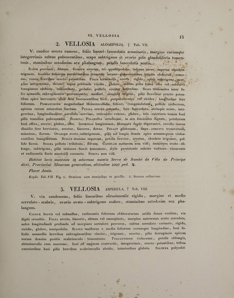 2. VELLOSIA ALOAEFOLIA. f Tab. VII. V. caudice erecto ramoso, foliis lineari-lanceolatis acuminatis, margine carinaque integerrimis subtus pubescentibus, scapo subtrigono et ovario pilis glanduliferis tomen- tosis , staminibus octodecim sex pbalangum, petalis lanceolatis acutis. Piadix perennis, fibrosa. Caudex erectus, tri - quaclripedalis, inferne teres, superne obsolete trigonus, basibus foliorum persistentibus truncatis incano - pubescentibus striatis obductus, ramo¬ sus, ramis brevibus erecto-patentibus. Folia terminalia, erecta, rigida, apice subtrigona, mar¬ gine integerrima, striata, supra profunde viridia, glabra, subtus pube tenui alba vel subfulva lanuginosa obducta, subcarinata, pedalia, pollicis circiter latitudine. Scapi terminales inter fo¬ lia nonnulla subvaginantia provenientes, unillori, obsolete trigoni, pilis brevibus erecto-paten¬ tibus apice incrassatis albis dein fuscescentibus tecti, purpurascentes vel virides, longitudine fere foliorum. Perianthium magnitudine Hemerocallidis fulvaey campanulatum 4 pallide violaceum, apicem versus saturatius tinctum. Petala erecto-patentia, lato - lanceolata, utrinque acuta, inte- gerrima, longitudinaliler parallelo - nervosa, reticulato'-venosa, glabra, tria exteriora tamen basi pilis tenuibus pubescentia. Stamina : Filamenta octodecim, in sex fasciculos digesta, petalorum basi affixa, erecta, glabra, alba. Anthef.ae longissimae, filamenta duplo superantes, corolla tamen dimidio fere breviores, erectae, lineares, flavae. Pollen globosum, linea concava transversali, minutum, flavum. Ovarium ovato-subtrigonum, pilis sat longis densis apice nonnunquam violas- centibus lanuginosum. Stylus stamina superans, petalis brevior, erectus, obsolete trigonus, pal¬ lide flavus. Stigma peltato - trilobum , flavum. Capsulam maturam non vidi; immatura ovato - ob¬ longa, subtrigona, pilis testaceo - fuscis tomentosa, stylo persistente sulcato violaceo - virescente et rudimentis floris emarcidi coronata. Semina non vidi. Habitat locis montosis in adscensu montis Serra de Itambe da I dia do Principe dicti, Provinciae Minarum generalium, altitudine 4000 ped. 2j.. Floret Junio. Exjilic. Tab. VII. Fig. 1. Ovarium cum staminibus et pistillo. 2. Stamen solitarium. 5. VELLOSIA ASPERULA. f Tab. VIII. V. vix candescens, foliis linearibus obtusiusculis rigidis , margine el medio serrulato - scabris, ovario ovato - subtrigono scabro , staminibus octodecim sex pha- langum. Caudex brevis vel subnullu-s, rudimentis foliorum obliteratorum aridis dense vestitus, vix digiti crassitie. Folia erecta, linearia, obtusa vel emarginata, margine antrorsum acute serrulata, sulco longitudinali profundo ad margines serrulato percursa, subtus serrulato - carinata, rigida, viridia, glabra, semipedalia. Scapus uniflorus e medio foliorum eorumque longitudine, basi fo¬ liolis nonnullis brevibus subvaginantibus cinctus, trigonus, erectus, pilis ferrugineis apicem versus densius positis scabriusculo - tomenlosus. Perianthium violaceum , petalis oblongis, obtusiusculis cum mucrone, basi ad unguem contractis, integerrimis, erecto - patentibus, tribus exterioribus basi pilis brevibus scabriusculis obsitis, interioribus glabris. Stamina polyadel-