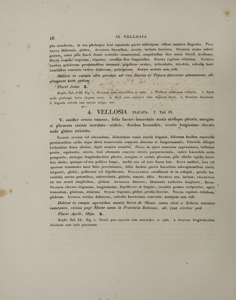 pha octodecim, in sex phalanges hasi squamula parva subtrigona villosa munitas disposita. Fila¬ menta filiformia, glabra, Antheris linearibus, erectis, inclusis breviora. OvamuM ovato- subtri- gonum, extus pilis fuscis densis scabrido - tomentosum, magnitudine fere nucis Coryli Avellanae. Stylus stamina superans, trigonus, corollae fere longitudine. Stigma capitato - trilobum. Catsula basibus petalorum persistentibus coronata, papilloso - scabra, trilocularis, trivalvis, valvulis hori¬ zontalibus concavis vertice dehiscens , polvsperma. SEMiNa matura non vidi. f * fr « * * v . 0 Habitat in campis altis petrosis ad tres Barras et Tejuco districtus adamantum, ait. ptusquam 3000 pedum. Floret Junio 2J.. Explic. Tab.. VIII. Fig. 1. Ovarium cum staminibus et stylo. 2. Phalanx staminum solitaria. 3. Squa¬ mula phalangis basin cingens aucta. 4. Styli pars superior cum stigmate aucta. 5. Ovarium discissum. 6. Capsula valvula una resecta magn. nat. . * * 4. VELLOSIA PLICATA. f Tab. IX. V. caudice erecto ramoso, foliis lineari-lanceolatis acutis utrinque plicatis, margine et plicarum carinis serrulato - scabris, floribus hexandris, ovario longissimo clavato nudo glabro striatulo. Caudex erectus vel adscendens, dichotomus ramis erectis trigonis, foliorum basibus emarcidis persistentibus aridis atque fibris transversim connexis obtectus et Jungermanniis, Cetrariis aliisque Lichenibus dense obsitus, digiti majoris crassitie. Folia in apice ramorum approximata, trifariam posita, equitantia, erecta, basi attenuata concava striata purpurascentia, antice lanceolata acuta pungentia, utrinque longitudinaliter plicata, margine et carinis plicarum pilis albidis rigidis brevi¬ bus obsita, quinque ad sex pollices longa, medio sex ad octo lineas lata. Scafi uniflori, tres vel quatuor terminales inter folia provenientes, foliis duobus parvis linearibus subvaginantibus cincti, triquetri, glabri, pollicares vel bipollicares. Perianthium eorollinum ut in reliquis, petalis lan¬ ceolatis, erecto-patentibus, subrevolutis, glabris, teneris, albis. Stamina sex, inclusa, filamentis ex ore ovarii simplicibus, glabris. Antherae lineares , filamentis multoties longiores , flavae. Ovarium clavato - trigonum, longissimum, bipollicare et longius, crassitie pennae scriptoriae, apice truncatum, glabrum, striatum. Stylus trigonus, glaber, petalis brevior. Stigma capitato - trilobum,' glabrum. Catsula vertice dehiscens , valvulis brevissimis convexis 5 maturam non vidi. Habitat in campis agrestibus montis Serra de Monte santo dicti e Schisto micaceo constantis, vicinia pagi Monte santo in Provincia Bahiensi, ait. 1500 circiter ped. Floret Aprili, Majo. 2J.. Explic. Tab. IX. Fig. 1. Ovarii pars superior cum staminibus ct stylo. 2. Ovarium longitudinaliter discissum cum stylo persistente.