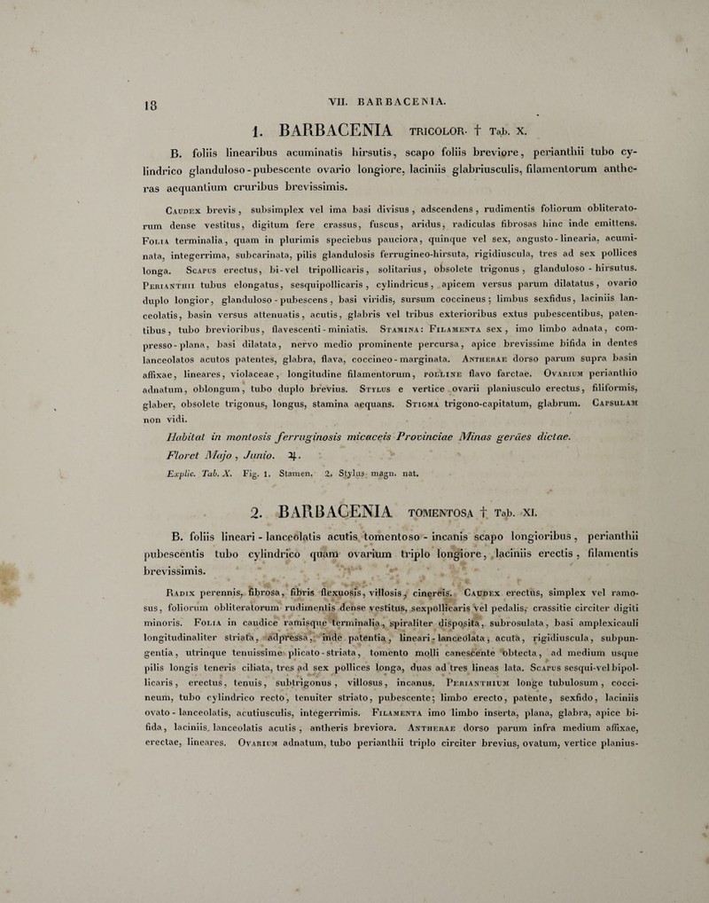 1. BARBACENIA TRICOLOR- t Tab. X. B. foliis linearibus acuminatis hirsutis, scapo foliis breviore, perianthii tubo cy¬ lindrico glanduloso - pubescente ovario longiore, laciniis glabriusculis, filamentorum anthe- ras aequantium cruribus brevissimis. Caudex brevis , subsimplex vel ima basi divisus , adscendens , rudimentis foliorum obliterato- rum dense vestitus, digitum fere crassus, fuscus, aridus, radiculas fibrosas hinc inde emittens. Folia terminalia, quam in plurimis speciebus pauciora, quinque vel sex, angusto - linearia, acumi¬ nata, integerrima, subcarinata, pilis glandulosis ferrugineo-hirsuta, rigidiuscula, tres ad sex pollices longa. Scapus erectus, bi-vel tripollicaris, solitarius, obsolete trigonus, glanduloso - hirsutus. Perianthii tubus elongatus, sesquipollicaris , cylindricus, apicem versus parum dilatatus, ovario duplo longior, glanduloso - pubescens , basi viridis, sursum coccineus; limbus sexfidus, laciniis lan- ceolatis, basin versus attenuatis, acutis, glabris vel tribus exterioribus extus pubescentibus, paten¬ tibus, tubo brevioribus, flavescenti - miniatis. Stamina: Filamenta sex, imo limbo adnata, com¬ presso-plana, basi dilatata, nervo medio prominente percursa, apice brevissime bifida in dentes lanceolatos acutos patentes, glabra, flava, coccineo - marginata. Antherae dorso parum supra basin affixae, lineares, violaceae, longitudine filamentorum, polline flavo farctae. Ovarium periantliio adnatum, oblongum, tubo duplo brevius. Stylus e vertice ovarii planiusculo erectus, filiformis, glaber, obsolete trigonus, longus, stamina aequans. Stigma trigono-capitatum, glabrum. Capsulam y non vidi. Habitat in montosis fei'ruginosis micaceis Provinciae Minas gerdes dictae. Floret Majo , Junio. 2J.. Explie. Tab. X. Fig. 1. Stamen. 2. Stylus magn. nat. 2. BARBACENIA TOMENTOSA f Tab. XI. B. foliis lineari - lanceolatis acutis tomentoso - incanis scapo longioribus, perianthii pubescentis tubo cylindrico quam ovarium triplo longiore, laciniis erectis , filamentis brevissimis. Radix perennis, fibrosa, fibris flexuosis, villosis, cinereis. Caudex erectus, simplex vel ramo¬ sus, foliorum obliteratorum rudimentis dense vestitus, sexpollicaris vel pedalis, crassitie circiter digiti minoris. Folia in caudice ramisque terminalia, spiraliter disposita, subrosulata, basi amplexicauli longi tudinaliter striata, adpressa, inde patentia, lineari - lanceolata, acuta, rigidiuscula, subpun- gentia, utrinque tenuissime plicato - striata, tomento molli canescente obtecta, ad medium usque pilis longis teneris ciliata, tres ad sex pollices longa, duas ad tres lineas lata. Scapus sesqui-velbipol- licaris, erectus, tenuis, subtrigonus , villosus, incanus. Periantiiium longe tubulosum, cocci¬ neum, tubo cylindrico recto, tenuiter striato, pubescente; limbo erecto, patente, sexfido, laciniis ovato - lanceolatis, acutiusculis, integerrimis. Filamenta imo limbo inserta, plana, glabra, apice bi¬ fida, laciniis, lanceolatis acutis, antheris breviora. Antherae dorso parum infra medium affixae, erectae, lineares. Ovarium adnatum, tubo perianthii triplo circiter brevius, ovatum, vertice planius-