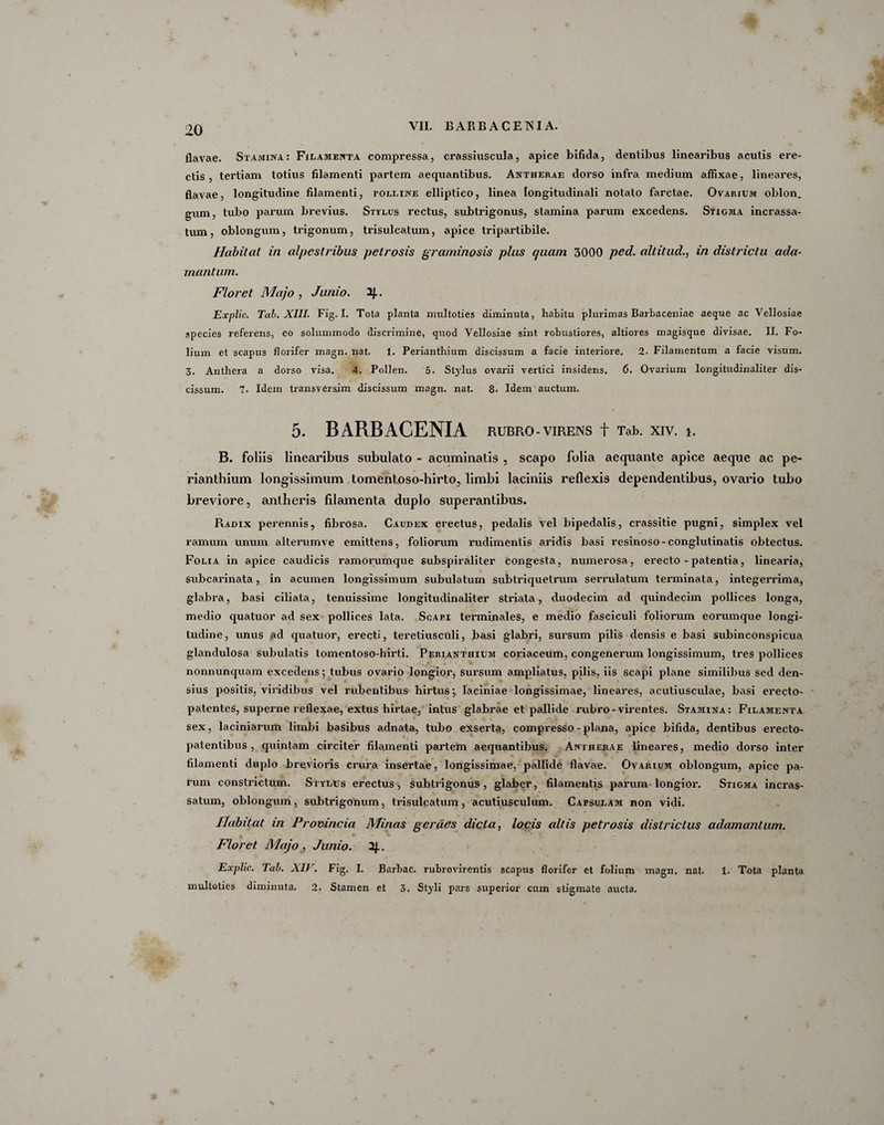 flavae. Stamina: Filamenta compressa, crassiuscula, apice bifida, dentibus linearibus acutis ere¬ ctis, tertiam totius filamenti partem aequantibus. Antherae dorso infra medium affixae, lineares, flavae, longitudine filamenti, polline elliptico, linea longitudinali notato farctae. Ovarium oblon_ gum, tubo parum brevius. Stylus rectus, subtrigonus, stamina parum excedens. Stigma incrassa¬ tum, oblongum, trigonum, trisulcatum, apice tripartibile. Habitat in alpestribus petrosis graminosis plus quam 3000 ped. altitud., in districtu ada¬ mantum. Floret Majo , Junio. 2J.. Explic. Tab. XIII. Fig. I. Tota planta multoties diminuta, habitu plurimas Barbaceniae aeque ac Vellosiae species referens, eo solummodo discrimine, quod Vellosiae sint robustiores, altiores magisque divisae. II. Fo¬ lium et scapus florifer magn. nat. 1. Perianthium discissum a facie interiore. 2. Filamentum a facie visum. 3. Anthera a dorso visa. 4. Pollen. 5. Stylus ovarii vertici insidens. 6. Ovarium longitudinaliter dis¬ cissum. 7. Idem transversim discissum magn. nat. 8- Idem auctum. 5. BARBACENIA RUBRO-VIRENS + Tab. XIV. *. B. foliis linearibus subulato - acuminatis , scapo folia aequante apice aeque ac pe- rianthium longissimum tomentoso-hirto, limbi laciniis reflexis dependentibus, ovario tubo breviore, antheris filamenta duplo superantibus. Radix perennis, fibrosa. Caudex erectus, pedalis vel bipedalis, crassitie pugni, simplex vel ramum unum alterumve emittens, foliorum rudimentis aridis basi resinoso-conglutinatis obtectus. Folia in apice caudicis ramorumque subspiraliter congesta, numerosa, erecto - patentia, linearia, subcarinata, in acumen longissimum subula tum subtriquetrum serrulatum terminata, integerrima, glabra, basi ciliata, tenuissime longitudinaliter striata, duodecim ad quindecim pollices longa, medio quatuor ad sex pollices lata. Scapi terminales, e medio fasciculi foliorum eorumque longi¬ tudine, unus ad quatuor, erecti, teretiusculi, basi glabri, sursum pilis densis e basi subinconspicua glandulosa subulatis tomentoso-hirti. Perianthium coriaceum, congenerum longissimum, tres pollices nonnunquam excedens; tubus ovario longior, sursum ampliatus, pilis, iis scapi plane similibus sed den¬ sius positis, viridibus vel rubentibus hirtus; laciniae longissimae, lineares, acutiusculae, basi erecto- patentes, superne reflexae, extus hirtae, intus glabrae et pallide rubro-virentes. Stamina: Filamenta sex, laciniarum limbi basibus adnata, tubo exserta, compresso - plana, apice bifida, dentibus erecto- patentibus , quintam circiter filamenti partem aequantibus. Antherae lineares, medio dorso inter filamenti duplo brevioris crura insertae, longissimae, pallide flavae. Ovarium oblongum, apice pa¬ rum constrictum. Stylus erectus, subtrigonus, glaber, filamentis parum longior. Stigma incras¬ satum, oblongum, subtrigonum, trisulcatum, acutiusculum. Capsulam non vidi. Habitat in Provincia Minas gerdes dicta, locis altis petrosis districtus adamantum. Floret Majo , Junio. 2f.. Explic. Tab. XIV. Fig. I. Barbae, rubrovirentis scapus florifer et folium magn. nat. 1. Tota planta multoties diminuta. 2. Stamen et 3. Styli pars superior cum stigmate aucta.