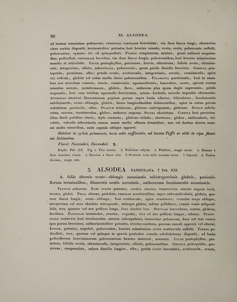 ad lentem tenuissime pubescens; pedunculi partiales brevissimi, vix duas lineas longi, alternatim circa rachin dispositi, horizontaliter patentes, basi bractea minuta, ovata, acuta, pubescente suffulti, pubescentes, cymoso - tri - ad quinqueflori. Flores congenerum minimi, grani miliacei magnitu¬ dine, pedicellati, fedicellis brevibus, vix duas lineas longis, pubescentibus, basi bractea minutissima munitis et articulatis. Calyx pentaphyllus, persistens, brevis, albovirens; foliola ovata, obtusius- cula, integerrima, ciliata, subcoriacea, pubescentia, quam petala dimidio breviora. Corolla pen- tapetala , persistens, alba; petalis ovatis , acutiusculis, integerrimis , erectis , cra6siusculis, apice vix reflexis, glabris vel extus medio dorso pubescentibus. Filamenta persistentia, basi in annu- lum seu urceolum connata, erecta, conniventia, squamaeformia, lanceolata, acuta, apicem versus minutim serrata, membranacea, glabra, flava, antheram plus quam duplo superantia, petala aequantia, basi cum totidem squamulis brevissimis, setoso - barbatis, urceolo impositis alternantia. Antherae interiori filamentorum paginae parum supra basin adnatae, biloculares , loculamentis subdisjunctis, ovato-oblongis, glabris, latere longitudinaliter dehiscentibus, apice in cornu patens subulatum productis, albis. Ovarium minimum, globoso - subtrigonum, glabrum. Stylus subcla- vatus, erectus, teretiusculus, glaber, antheras aequans. Stigma obsoletum. Capsula basi persisten¬ tibus floris partibus cincta, stylo coronata, globoso-triloba, chartacea, glabra, unilocularis, tri- valvis, valvulis subcarinatis semen unum medio affixum foventibus, una vel duabus abortu semi¬ nis multo minoribus, unde capsula obliqua apparet. Habitat in sylvis primaevis, locis udis suffocatis, ad lacum Teffe et alibi in ripa flumi¬ nis Solimoens. Floret Novembri, Decembri, . Explic. Tai. XX. Flg. 1. Flos auctus. 2. Foliolum calycis. 3. Petalum , magis aucta. 4. Stamen a facie interiore visum. 5. Stamina a dorso visa. 6. Ovarium cum stylo maxime aucta. 7. Capsula. 8. Eadem discissa, magn. nat. 3. ALSODEA PANICULATA. f Tab. XXI. A. foliis alternis ovato - oblongis acuminatis subintegerrimis glabris, paniculis florum terminalibus, filamentis acutis serrulatis, antherarum loculamentis acuminatis. Truncus arboreus. P«.ami erecto - patentes, cortice cinereo, transversim minute rugoso tecti, teretes, glabri. Folia alterna, petiolata, petiolis semiterelibus, supra subcanaliculatis, glabris, qua- tuor lineas longis, ovato - oblonga, basi acutiuscula, apice acuminata, acumine saepe obliquo, integerrima vel raro obsolete subrepanda, utrinque glabra, subtus pallidiora, venosa venis subparal- lelis, tres, quatuor vel sex pollices longa, duos circiter lata. Stipulae lanceolatae, acutae, glabrae, deciduae. Paniculae terminales, erectae, aequales, tres ad sex pollices longae, solutae. Pedun¬ culus communis basi teretiusculus, sursum subangulatus, tenuissime pubescens, duos vel tres ramos ipso parum breviores, subhorizontaliter patentes, strictos emittens, quorum ramuli oppositi vel alterni, breves, patentes, angulati, pubescentes, bractea minutissima ovata acutiuscula suffulti. Flores pe¬ dicellati, tres, quatuor vel quinque in quovis paniculae ramulo subdichotome dispositi, ad basin pedicellorum brevissimorum pubescentium bractea instructi, nutantes. Calyx pentaphyllus, per¬ sistens, foliolis ovalis, obtusiusculis, integerrimis, ciliatis, pubescentibus. Corolla pentapetala, per¬ sistens , campanulata, calyce dimidio longior, alba; petala ovato-lanceolata, acutiuscula, erecta,