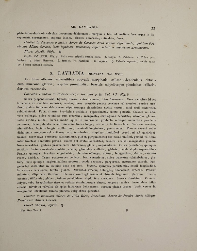 55 plete trilocularis ob valvulas introrsum dehiscentes, margine a basi ad medium fere usque in dis- sepimenta exsurgentes, superne inanes. Semina numerosa, reticulata, fusca. Habitat in descensu e monte Serra de Carassa dicto versus Inficionado, oppidum Pro¬ vinciae Minas Gerdes, locis lapidosis, umbrosis, super schislum micaceum granulosum. Floret Aprili, Majo. . Exylic. Tai). XXII. Fig. 1. Folia cum stipulis parum aucta. 2. Calyx. 3. Petalum. 4. Tubus peta- loideus. 5. Idem dissectus. 6. Stamen. 7. Pistillum. 8. Capsula. g. Valvula separata, omnia aucta. 10. Semen maxime auctum. 2. LAVRADIA MONTANA. Tab. XXIII. L. foliis alternis subsessilibus obovatis marginatis calloso - denticulatis obtusis cum mucrone glabris, stipulis pinnatifidis, bracteis calycibusque glanduloso - ciliatis, floribus racemosis. Lavradia Vandclli in Rocmer script. Ius. min. p. 88. Tab. VT. Fig. 6. PiAdix perpendicularis, lignosa, fibrosa, extus brunnea, intus flavescens. Caulis circiter bi-vel tripedalis, ab ima basi ramosus, erectus, teres, crassitie pennae corvinae vel crassior, cortice atro- fusco glabro foliorum delapsorum stipularumque cicatricibus notato tectus; rami cauli conformes, subdichotomi. Folia alterna, brevissime petiolata, approximata, erecto-patentia, obovata vel obo- vato - oblonga, apice rotundata cum mucrone, marginata, cartilagineo - serrulata , utrinque glabra, laete viridia, nitida , nervo medio apice in mucronem producto venisque numerosis parallelis percursa, firma, duodecim ad quindecim lineas longa, sex ad octo lineas lata. Stipulae erectae, pinnatifidae, laciniis longis capillaribus, terminali longissima, persistentes. Florum racemi vel e dichotomia ramorum vel axillares, raro terminales, simplices, multiflori, erecti, tri-ad quadripol- licares; pedunculus communis subangulatus, glaber, purpurascens; pedicelli uniflori, gemini vel terni inter bracteas nonnullas parvas, ovatas vel ovato-lanceolatas, sessiles, acutas, marginatas, glandu¬ loso - serrulatas, glabras provenientes, filiformes, glabri, unguiculares. Calyx persistens, quinque¬ partitus ; laciniis ovato-lanceolatis, acutis, glanduloso - ciliatis, glabris, petala duplo superantibus Petala quinque, breviter unguiculata, obovato-oblonga, obtusa, integerrima, glabra, saturate rosea, decidua. Tubus petaloideus conicus, basi constrictus, apice truncatus subfimbriatus, gla¬ ber, lineis quinque longitudinalibus notatus, petala aequans, purpureus, maturante capsula irre- gulariter dissolutus in lacinias duas vel tres. Stamina quinque, persistentia, ovarii longitudine. Filamenta brevissima, teretia, glabra. Antherae erectae, oblongae, biloculares, croceae. Pollen minutum, ellipticum, flavidum. Ovarium ovato-globosum et obsolete trigonum, glabrum. Stylus erectus , filiformis , glaber , tubum petaloideum duplo fere excedens. Stigma obsoletum. Capsula calyce, tubo irregulariter fisso et reflexo staminibusque cincta, trigono - conica, incomplete trilo¬ cularis, trivalvis; valvulae ab apice introrsum dehiscentes, sursum planae inanes, basin versus in marginibus introflexis semina plurima subglobosa gerentes. Habitat in montibus Morro de Filia Rica, Itacolumi, Serra de Itambe dictis aliisque Provinciae Minas Geraes. Floret Martio, Aprili. % .