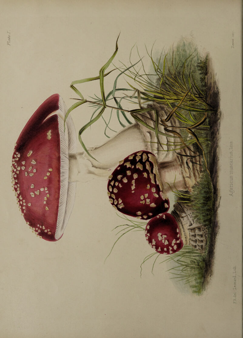 Tlate/T. .F..R.d.el. leonari.Liti'i