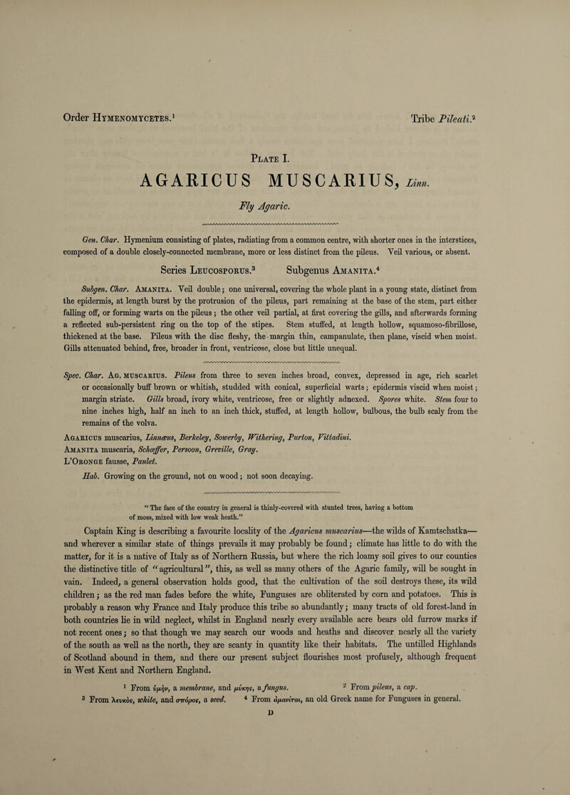 Plate I. AGARICUS MUSCARIUS, zm.. Fly Agaric. Gen. Char. Hymenium consisting of plates, radiating from a common centre, with shorter ones in the interstices, composed of a double closely-connected membrane, more or less distinct from the pileus. Veil various, or absent. Series Leucosporus.^ Subgenus Amanita.^ Subgen. Char. Amanita. Veil double; one universal, covering the whole plant in a young state, distinct from the epidermis, at length burst by the protrusion of the pileus, part remaining at the base of the stem, part either falling oif, or forming warts on the pileus; the other veil partial, at first eovering the gills, and afterwards forming a refleeted sub-persistent ring on the top of the stipes. Stem stuffed, at length hollow, squamoso-fibrillose, thiekened at the base. Pileus with the disc fleshy, the margin thin, campanulate, then plane, viscid when moist. GiUs attenuated behind, free, broader in front, ventrieose, elose but little unequal. Spec. Char. Ag. muscarius. Pileus from three to seven inehes broad, convex, depressed in age, rich scarlet or occasionally buff brown or whitish, studded with conical, superficial warts; epidermis viscid when moist; margin striate. Gills broad, ivory white, ventrieose, free or slightly adnexed. Spores white. Stem four to nine inches high, half an inch to an inch thick, stuffed, at length hollow, bulbous, the bulb scaly from the remains of the volva. Agaeicus muscarius, lAnneeus, Berkeley, Sowerby, Withering, Burton, Vittadini. Amanita muscaria, Schaeffer, Persoon, Greville, Gray. L’Oeonge fausse, Paulet. Hab. Growing on the ground, not on wood; not soon decaying. “ The face of the countiy in general is thinly-covered with stunted trees, having a bottom of moss, mixed with low weak heath.” Captain King is describing a favourite locality of the Agaricus muscarius—the wilds of Kamtschatka— and wherever a similar state of things prevails it may probably be found; climate has little to do with the matter, for it is a native of Italy as of Northern Russia, but where the rich loamy soil gives to our counties the distinctive title of agricultural this, as weU as many others of the Agaric family, will be sought in vain. Indeed, a general observation holds good, that the cultivation of the soil destroys these, its wild children; as the red man fades before the white, Kunguses are obliterated by corn and potatoes. This is probably a reason why Prance and Italy produce this tribe so abundantly; many tracts of old forest-land in both countries lie in wild neglect, whilst in England nearly every available acre bears old furrow marks if not recent ones; so that though we may search our woods and heaths and discover nearly all the variety of the south as well as the north, they are scanty in quantity like their habitats. The untiUed Highlands of Scotland abound in them, and there our present subject flourishes most profusely, although frequent in West Kent and Northern England. • Prom vfx^v, a membrane, and fivKrjs, a fungus. ^ Prom pileus, a cap. 3 Prom XevKof, white, and anopos, a seed. ^ Prom dpavirai, an old Greek name for Punguses in general. U