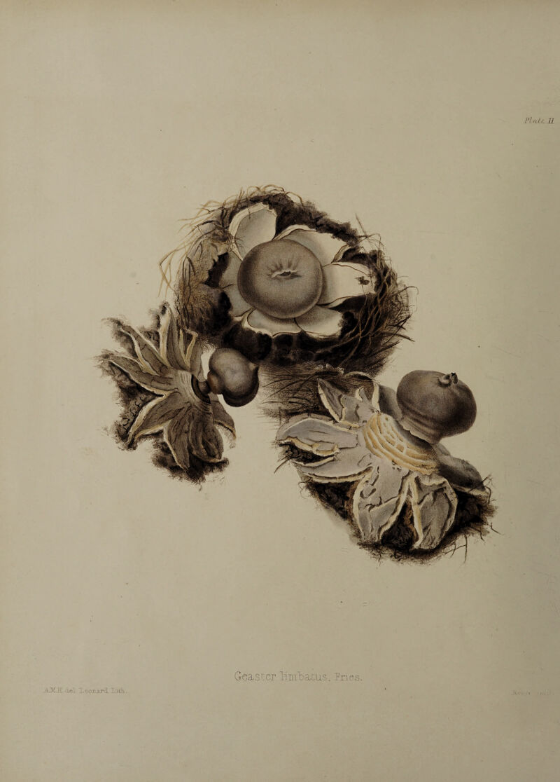 Geascer liinlDaLus, Tries. A.M.H.del Xeonard I’jQi.