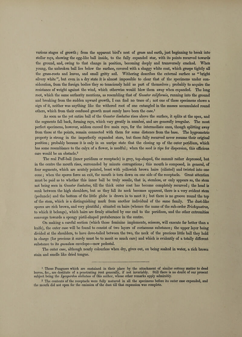 various stages of growth; from the apparent bird’s nest of grass and earth, just beginning to break into stellar rays, showing the egg-like ball inside, to the fully expanded star, with its points recurved towards the ground, and, owing to that change in position, becoming deeply and transversely cracked. When young, the unbroken ball lies below the surface, covered with a shaggy white coat, which grasps tightly all the grass-roots and leaves, and small gritty soil. Withering describes the external surface as bright silvery white ”, but even in a dry state it is almost impossible to clear that of the specimens under con¬ sideration, from the foreign bodies they so tenaciously hold as part of themselves; probably to acquire the resistance of weight against the wind, which otherwise would blow them away when expanded. The long root, which the same authority mentions, as resembling that of Geaster coUformis, running into the ground and breaking from the sudden upward growth, I can find no trace of; not one of these specimens shows a sign of it, neither was anything like the withered root of one entangled in the masses accumulated round others, which from their confused growth must surely have been the case.^ As soon as the yet entire ball of the Geaster limhatus rises above the surface, it splits at the apex, and the segments faU back, forming rays, which vary greatly in number, and are generally irregular. The most perfect specimens, however, seldom exceed five main rays, for the intermediate ones, though splitting away from these at the points, remain connected with them for some distance from the base. The hygrometric property is strong in the imperfectly expanded stars, but those fully recurved never resume their original position; probably because it is only in an unripe state that the closing up of the outer peridium, which has some resemblance to the calyx of a flower, is needful; when the seed is ripe for dispersion, this officious care would be an obstacle.^ The real Puff-ball (iuner peridium or receptacle) is grey, top-shaped, the summit rather depressed, but in the centre the mouth rises, surrounded by minute corrugations; this mouth is composed, in general, of four segments, which are acutely pointed, beset with yellowish brown hairs (ciliated) and twisted into one cone; when the spores force an exit, the mouth is torn down on one side of the receptacle. Great attention must be paid as to whether this inner ball be truly sessile, that is, stemless, or only appears so, the stem not being seen in Geaster limhatus, till the tliick outer coat has become completely recurved; the head is sunk between the liigh shoulders, but as they faU its neck becomes apparent, there is a very evident stem (peduncle) and the bottom of the little globe is drawn in to meet it; but there is no groove round the top of the stem, which is a distinguishing mark from another individual of the same family. The dust-like spores are rich brown, and very plentiful; situated on hairs (whence the name of the sub-order TricJiogastres, to which it belongs), which hairs are firmly attached by one end to the peridium, and the other extremities converge towards a spongy pistU-shaped protuberance in the centre. On making a careful section (which those feminine implements, scissors, wiU execute far better than a knife), the outer case wiU be found to consist of two layers of coriaceous substance; the upper layer being divided at the shoulders, to have dove-tailed between the two, the neck of the precious little ball they hold in charge (for precious it surely must be to merit so much care) and which is evidently of a totaUy different substance to its quondam envelope—now pedestal. The outer case, although nearly colourless when dry, gives out, on being soaked in water, a rich brown stain and smells hke dried tongue. ' Those Tunguses which are sustained in their place by the attachment of similar cottony matter to dead leaves, &c., are destitute of a penetrating root generally, if not invariably. Stdl there is no doubt of our present subject being the Lycoperdon stellatum of this author, whose other remarks apply admirably. 2 The contents of the receptacle were fuUy matui'ed in all the speeimens before its outer case expanded, and the mouth did not open for the emission of the dust tdl that expansion was complete.