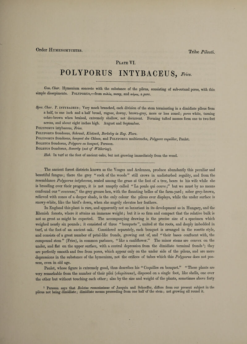 Plate VI. POLYPORUS INTYBACEUS, Frie. Gen. Char. Hymenium concrete with the substance of the pileus, consisting of sub-rotund pores, with thin simple dissepiments. Polyporus,—from mXvs, many, and iropos, a pore. Spec. Char. P. intybaceus j Very mueh branched, each division of the stem terminating in a dimidiate pileus from a half, to one inch and a half broad, rugose, downy, brown-gi'ey, more or less zoned; pores white, turning ochre-brown when bruised, extremely shallow, not decurrent. Eorming tufted masses form one to two feet across, and about eight inches high. August and September. Polyporus intybaceus. Fries. Polyporus frondosus, Schrank, Klotzsch, Ferkeley in Eng. Flora. Polyporus frondosus, bouquet des Chenes, and Polyporus multiconcha. Polypore coquiUer, Paulet. Boletus frondosus, Polypore en bouquet, Persoon. Boletus frondosus, Sowerby {not of Withering'). Hab. In turf at the foot of ancient oaks, but not grooving immediately from the wood. The ancient forest districts known as the Vosges and Ardennes, produce abundantly this peculiar and beautiful fungus; there the grey “ cock of the woods ” still crows in undisturbed regality, and from the resemblance Polyporus intyhaceus, seated among the grass at the foot of a tree, bears to his wife wliile she is brooding over their progeny, it is not unaptly called ^^La poule qui couve/^ but we must by no means confound our couveusef the grey grouse hen, with the flaunting belles of the farm-yard; sober grey-brown, relieved with zones of a deeper shade, is the only colour the pileus ever displays, wliile the mider surface is snowy-white, like the bird^s down, when she angrily elevates her feathers. In England this plant is rare, and apparently not so luxuriant in its development as in Hungary, and the Rhenish forests, where it attains an immense weight j but it is so firm and compact that the relative bulk is not as great as might be expected. The accompanying drawing is the precise size of a specimen which weighed nearly six pounds ; it consisted of three bouquets ”, united at the roots, and deeply imbedded in turf, at the foot of an ancient oak. Considered separately, each bouquet is arranged in the rosette style, and consists of a great number of petal-Hke fronds, growing out of, and ^Hheir bases confluent with, the compound stem” (Fries), in common parlance, ^Hike a cauliflower.” The minor stems are convex on the under, and flat on the upper surface, with a central depression from the dimidiate terminal fronds they are perfectly smooth and free from pores, wliich appear only on the under side of the pileus, and are mere depressions in the substance of the hymenium, not the orifices of tubes which this Polyporus does not pos¬ sess, even in old age. Paulet, whose figure is extremely good, thus describes his “ Coquilles en bouquet.” These plants are very remarkable from the number of their pilei {ehapiteaux), disposed on a single foot, like shells, one over the other but without touchmg each other j also by the size and weight of the plants, sometimes above forty ^ Persoon says that Boletus ramosissimus of Jacquin and Schoeffer, differs from our present subject in the pileus not being dimidiate; dimidiate means proceeding from one half of the stem; not growing all round it.