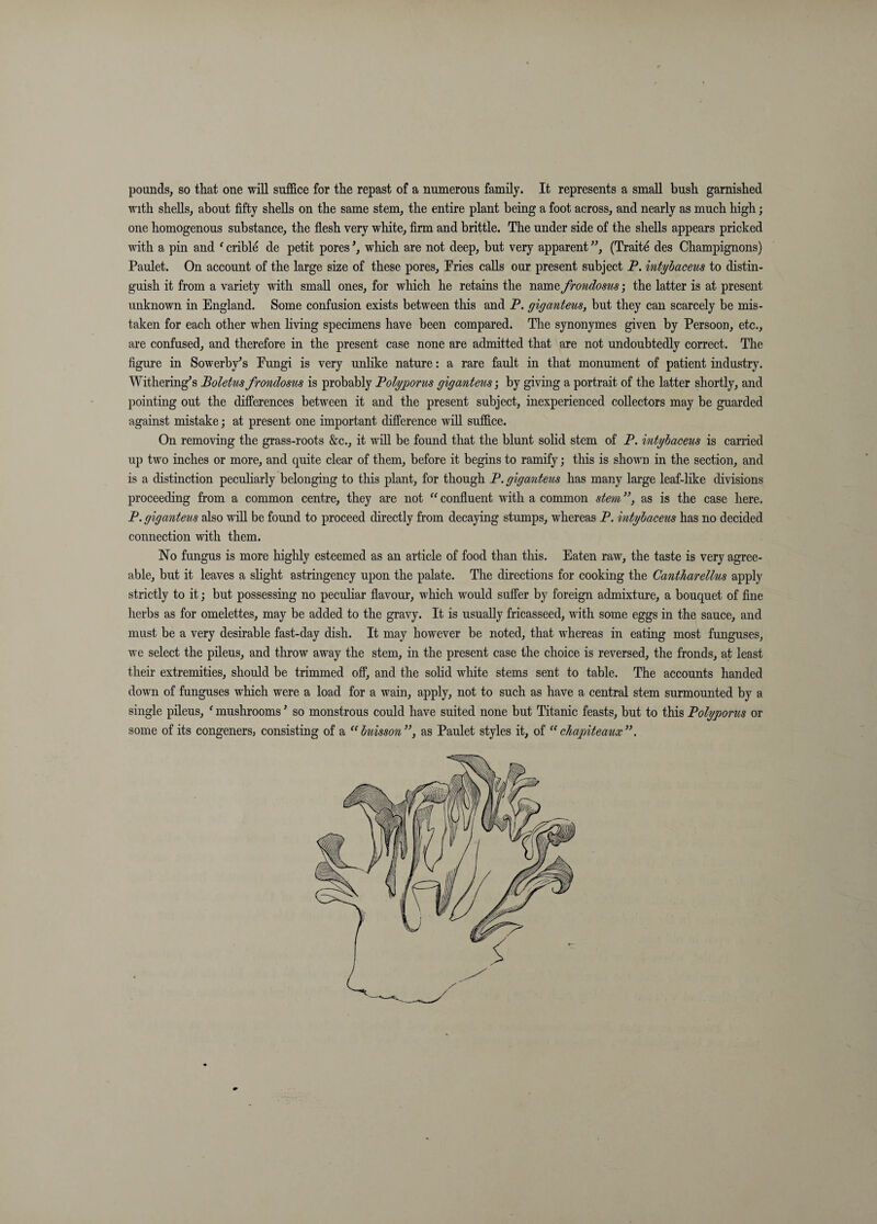 pounds, so that one will suffice for the repast of a numerous family. It represents a small bush garnished T^uth shells, about fifty shells on the same stem, the entire plant being a foot across, and nearly as much high; one homogenous substance, the flesh very white, firm and brittle. The under side of the shells appears pricked with a pin and ' crible de petit pores \ which are not deep, but very apparent ”, (Traite des Champignons) Paulet. On account of the large size of these pores, Pries calls our present subject P. intylaceus to distin¬ guish it from a variety with small ones, for which he retains the name frondosus', the latter is at present unknown in England. Some confusion exists between this and P. giganteus, but they can scarcely be mis¬ taken for each other when living specimens have been compared. The synonymes given by Persoon, etc., are confused, and therefore in the present case none are admitted that are not undoubtedly correct. The figure in Sowerby’s Eungi is very unlike nature: a rare fault in that monument of patient industry. Withering^s Boletus frondosus is probably Polgporus giganteusby giving a portrait of the latter shortly, and pointing out the differences between it and the present subject, inexperienced collectors may be guarded against mistake; at present one important difference wiU suffice. On removing the grass-roots &c., it will be found that the blunt solid stem of P. intyhaceus is carried up two inches or more, and quite clear of them, before it begins to ramify; this is show^n in the section, and is a distinction peculiarly belonging to this plant, for though P. giganteus has many large leaf-like divisions proceeding from a common centre, they are not confluent with a common stem ”, as is the case here. P. giganteus also will be found to proceed directly from decaying stumps, whereas P. intyhaceus has no decided connection wdth them. No fungus is more highly esteemed as an article of food than this. Eaten raw, the taste is very agree¬ able, but it leaves a slight astringency upon the palate. The directions for cooking the Cantharellus apply strictly to it; but possessing no peculiar flavour, which would suffer by foreign admixture, a bouquet of fine herbs as for omelettes, may be added to the gravy. It is usually fricasseed, with some eggs in the sauce, and must be a very desirable fast-day dish. It may however be noted, that whereas in eating most funguses, we select the pileus, and tlu*ow away the stem, in the present case the choice is reversed, the fronds, at least their extremities, should be trimmed off, and the solid white stems sent to table. The accounts handed down of funguses which were a load for a wain, apply, not to such as have a central stem surmounted by a single pileus, ' mushrooms ’ so monstrous could have suited none but Titanic feasts, but to this Polyporus or some of its congeners, consisting of a “huisson”, as Paulet styles it, of cTiapiteaux”.