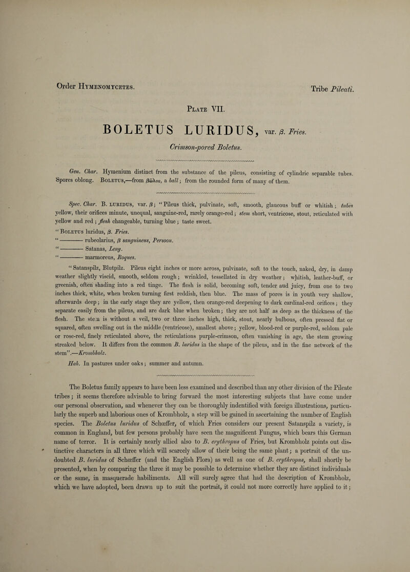 Plate VIL BOLETUS LURIDUS, var./3 .Pn>*. Crimson-pored Boletus. Gen. Char. Hymenium distinct from the substcaiice of the pileus, consisting of cylindric separable tubes. Spores oblong. Boletus,—from /3£Xos, a ball-, from the rounded form of many of them. Spec. Char. B. luridus, var. /3; “ Pileus thick, pulvinate, soft, smooth, glaucous buff or whitish; tubes yellow, their orifices minute, unequal, sanguine-red, rarely orange-red; stem short, ventricose, stout, reticulated with yeUow and red ; flesh changeable, turning blue ; taste sweet, “Boletus luridus, S- Fries. “-rubeolarius, /3 sanguineus, Fersoon. “-Satanas, Leny. “-marmoreus, Roques. “ Satanspilz, Blutpilz. Pileus eight inches or more across, pulvinate, soft to the touch, naked, dry, in damp weather slightly viscid, smooth, seldom rough; minkled, tessellated in dry weather; whitish, leather-buff, or gTeenish, often shading into a red tinge. The flesh is solid, becoming soft, tender and juicy, from one to two inches thick, white, when broken turning first reddish, then blue. The mass of pores is in youth veiy shallow, afterwards deep ; in the early stage they are yellow, then orange-red deepening to dark cardinal-red orifices ; they separate easily from the pileus, and are dark blue when broken; they are not half as deep as the thickness of the flesh. The stem is without a veil, two or three inches high, thick, stout, nearly bulbous, often pressed flat or squared, often sweUing out in the middle (ventricose), smallest above; yeUow, blood-red or purple-red, seldom pale or rose-red, finely reticulated above, the reticulations purple-crimson, often vanishing in age, the stem growing streaked below. It differs from the common B. luridus in the shape of the pileus, and in the fine network of the stem”.—Krombholz. Ilab. In pastures under oaks; summer and autumn. The Boletus family appears to have been less examined and described than any other division of the Pileate tribes; it seems therefore advisable to bring forward the most interesting subjects that have come under our personal observation, and whenever they can be thorouglily indentified with foreign illustrations, particu¬ larly the superb and laborious ones of Krombholz, a step wiU be gained in ascertaining the number of English species. The Boletus luridus of Schmffer, of which Pries considers our present Satanspilz a variety, is common in England, but few persons probably have seen the magnificent Pungus, which bears tliis German name of terror. It is certainly nearly allied also to B. erythrop^ls of Pries, but Krombholz points out chs- tinctive characters in all three which wiU scarcely allow of their being the same plant; a portrait of the un¬ doubted B. luridus of Schoeffer (and the English Plora) as well as one of B. erythropus, shall shortly be presented, when by comparing the three it may be possible to determine whether they are distinct individuals or the same, in masquerade habiliments. All will surely agree that had the description of Krombholz, which we have adopted, been drawn up to suit the portrait, it could not more correctly have applied to it;
