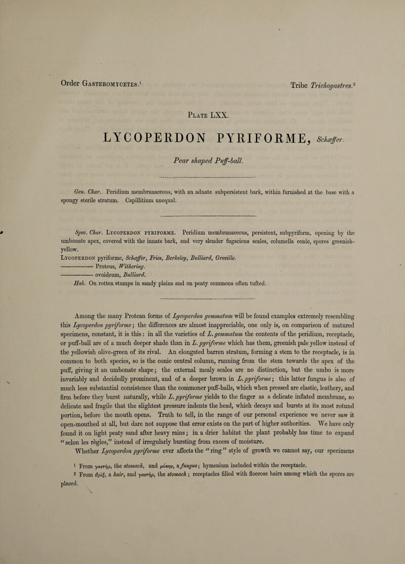 Tribe TrichogastresP- Plate LXX. LYCOPERDON PYRIFORME, Schaffer. Pear shaped Puff-hall. Gen. Char. Peridium membranaceous, with an adnate subpersistent bark, within fm'nished at the base with a spongy sterile stratum. Capillitium unequal. Bjpec. Char. Lycoperdon pyriforme. Peridium membranaceous, persistent, subpyriform, opening by the umbonate apex, covered with the innate bark, and very slender fugacious scales, columella conic, spores greenish- yellow. Lycoperdon pyriforme, Schaffer^ Fries, Berkeley, Bulliard, Greville. -Proteus, Withering. -ovoideum, Bulliard. Hob. On rotten stumps in sandy plains and on peaty commons often tufted. Among the many Protean forms of Lycoperdon gemmatum wiU be found examples extremely resembling this Lycoperdon pyriformethe differences are almost inappreciable^ one only is, on comparison of matured specimens, constant, it is this : in all the varieties of L. gemmatum the contents of the peridium, receptacle, or puff-baU are of a much deeper shade than in L. pyriforme which has them, greenish pale yellow instead of the yellowish olive-green of its rival. An elongated barren stratum, forming a stem to the receptacle, is in common to both species, so is the conic central column, running from the stem towards the apex of the puff, giving it an umbonate shape j the external mealy scales are no distinction, but the umbo is more invariably and decidedly prominent, and of a deeper brown in L. pyriformethis latter fungus is also of much less substantial consistence than the commoner puff-balls, which when pressed are elastic, leathery, and firm before they burst naturally, while L. pyriforme yields to the finger as a dehcate inflated membrane, so dehcate and fragile that the sHghtest pressure indents the head, which decays and bursts at its most rotund portion, before the mouth opens. Truth to teU, in the range of our personal experience we never saw it open-mouthed at all, but dare not suppose that error exists on the part of higher authorities. We have only found it on light peaty sand after heavy rains; in a drier habitat the plant probably has time to expand selon les regies,” instead of irregularly bursting from excess of moisture. Whether Lycoperdon pyriforme ever affects the ring ” style of growth we cannot say, our specimens 1 From yasTrjp, the stomach, and /xvkj??, ^ fungus \ hymenium included within the receptacle. 2 From 6p\^, a hair, and yasrhp, the stomach; receptacles filled with floccose hairs among which the spores are placed.